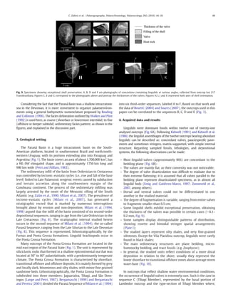 C. Zabini et al. / Palaeogeography, Palaeoclimatology, Palaeoecology 292 (2010) 44–56                                            49




Fig. 9. Specimens showing exceptional shell preservation. A, B, D and F are photographs of concretions containing lingulids at various angles, collected from outcrop km 217
Transbrasiliana. Figures C, E and G correspond to the photographs above and portray the thicknesses of the valves. Figures H, I, J and K represent both axes of shell orientation.


    Considering the fact that the Paraná Basin was a shallow intracratonic                 into six third-order sequences, labeled A to F. Based on that work and
sea in the Devonian, it is more convenient to organize palaeoenviron-                      the data of Bosetti (2004) and Soares (2007), the outcrops used in this
ments using a general bathymetric nomenclature proposed by Reading                         paper can be correlated to the sequences B, C, D and E (Fig. 3).
and Collinson (1996). The facies delineation outlined by Walker and Plint
(1992) is used here, as coarse (shoreface or lowermost intertidal) to ﬁne                  4. Acquired data and results
(offshore or deeper subtidal) sedimentary facies pattern; as shown in the
ﬁgures, and explained in the discussion part.                                                  Lingulids were dominant fossils within twelve out of twenty-one
                                                                                           analysed outcrops (Fig. 6A). Following Kidwell (1991) and Kidwell et al.
                                                                                           (1986) the lingulid assemblages of the twelve outcrops bearing abundant
3. Geological setting                                                                      lingulids can be described as: concordant valves, pauciespeciﬁc pave-
                                                                                           ments and sometimes stringers, matrix-supported, with simple internal
    The Paraná Basin is a huge intracratonic basin on the South-                           structure. Regarding sampled fossils, lithologies, and depositional
American platform, located in southernmost Brazil and north/north-                         systems, the following observations can be made:
western Uruguay, with its portions extending also into Paraguay and
Argentina (Fig. 1). The basin covers an area of about 1,700,000 km2, has                     – Most lingulid valves (approximately 90%) are concordant to the
a NE–SW elongated shape, and is approximately 1750 km long and                                 bedding plane (Fig. 6B);
900 km wide (Petri and Fúlfaro, 1983).                                                       – The valves are mainly ﬂat, as their convexity was not noticeable;
    The sedimentary inﬁll of the basin from Ordovician to Cretaceous                         – The degree of valve disarticulation was difﬁcult to evaluate due to
was controlled by tectonic–eustatic cycles (i.e., rise and fall of the base                    their extreme ﬂattening; it is assumed that all valves parallel to the
level) linked to Late Palaeozoic orogenic events caused by subduction                          bedding plane represent disarticulated specimens, as in almost all
and terrain accretion along the southwestern margin of the                                     lingulid beds (Emig and Gutiérrez-Marco, 1997; Zonneveld et al.,
Gondwana continent. The process of the sedimentary inﬁlling was                                2007, among others).
largely arrested by the onset of the Mesozoic rifting of the South                           – Dorsal and ventral valves could not be differentiated in one
Atlantic (e.g. Zalán et al., 1990; Milani et al., 2007). The prevalence of                     another in the studied material;
tectono–eustatic cycles (Milani et al., 2007), has generated a                               – The degree of fragmentation is variable, ranging from entire valves
stratigraphic record that is marked by numerous interruptions                                  to fragments smaller than 0.5 cm;
brought about by erosion and non-deposition. Milani et al. (1994,                            – Some lingulid shells exhibit exceptional preservation, obtaining
1998) argued that the inﬁll of the basin consisted of six second-order                         the thickness of the valves was possible in certain cases (∼ 0.1–
depositional sequences, ranging in age from the Late Ordovician to the                         0.2 mm, Fig. 9).
Late Cretaceous (Fig. 8). The stratigraphic interval studied herein                          – Some samples display distinguishable patterns of distribution,
occurs in the second sequence of Milani et al. (1994); the so-called                           showing rosette and bimodal stringer spatial arrangements
Paraná Sequence, ranging from the Late Silurian to the Late Devonian                           (Plate I);
(Fig. 8). This sequence is represented, lithostratigraphically, by the                       – The studied layers represent silty shales, and very ﬁne-grained
Furnas and Ponta Grossa formations. Lingulid brachiopods occur in                              siltstones. Except for Vila Placidina outcrop, lingulids were rarely
the Ponta Grossa Formation.                                                                    found in black shales;
    Many outcrops of the Ponta Grossa Formation are located in the                           – The main sedimentary structures are plane bedding, micro-
mid-east region of the Paraná State (Fig. 1). The unit is represented by                       hummocky bedding, and trace fossils (e.g. Zoophycos);
siliciclastic rocks that formed in a shallow epicontinental sea that was                     – In general, the studied units reﬂect conditions of a more distal
located at 50° to 60° palaeolatitude, with a predominantly temperate                           deposition in relation to the shore; usually they represent the
climate. The Ponta Grossa Formation is characterized by shoreface,                             lower shoreface to transitional offshore zones above average storm
transitional offshore and offshore deposits. It is mainly formed by grey                       wave-base (Fig. 10).
and locally dark, bituminous and silty shales, with minor ﬁne-grained
sandstone beds. Lithostratigraphically, the Ponta Grossa Formation is                         In outcrops that reﬂect shallow water environmental conditions,
subdivided into three members: Jaguariaíva, Tibagi, and São Dom-                           the occurrence of lingulid valves is extremely rare. Such is the case in
ingos (Lange and Petri, 1967). Bergamaschi (1999) and Bergamaschi                          sequence C (Tibagi Member), represented by the basal portion of
and Pereira (2001) divided the Paraná Sequence of Milani et al. (1994)                     Lambedor outcrop and the type-section of Tibagi Member where,
 