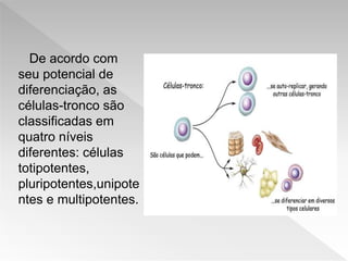 De acordo com
seu potencial de
diferenciação, as
células-tronco são
classificadas em
quatro níveis
diferentes: células
totipotentes,
pluripotentes,unipote
ntes e multipotentes.
 