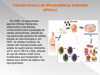 Em 2006, um pesquisador
japonês (Shinya Yamanaka)
desenvolveu uma técnica
revolucionária para a produção de
células pluripotentes, através da
reprogramação genética de células
adultas de camundongos e, em
2007, de células humanas. As
células são reprogramadas pela
adição de quatro genes chamados
oct-4, sox-2, Klf-4 e c-Myc, através
do uso de vetores virais (vírus
modificados que transportam os
fatores para dentro da célula a ser
reprogramada).
 