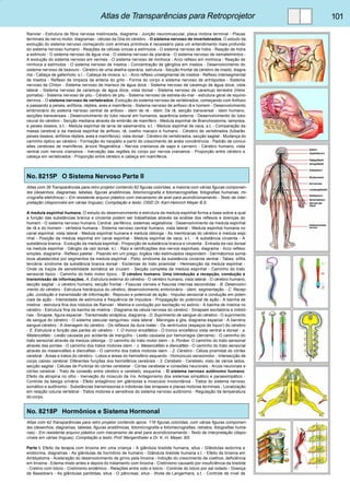 Atlas de Transparências para Retroprojetor 101 
Ranvier - Estrutura de fibra nervosa mielinizada, diagrama - Junção neuromuscular, placa motora terminal - Placas 
terminais de nervo motor, diagramas - células da Glia do cérebro. - O sistema nervoso de invertebrados. O estudo da 
evolução do sistema nervoso começando com animais primitivos é necessário para um entendimento mais profundo 
do sistema nervoso humano - Reações de células únicas a estímulos - O sistema nervoso de hidra - Reação de hidra 
a estimulo - O sistema nervoso de água viva - O sistema nervoso de planária - O sistema nervoso de nematelmintos - 
A evolução do sistema nervoso em vermes - O sistema nervoso de minhoca - Arco reflexo em minhoca - Reação de 
minhoca a estímulos - O sistema nervoso de insetos - Concentração de gânglios em insetos - Desenvolvimento do 
sistema nervoso de besouro - Cérebro de uma abelha operária, estrutura - Secção frontal de cérebro de inseto, diagra-ma 
- Cabeça de gafanhoto, s.l. - Cabeça de mosca, s.l. - Arco reflexo unisegmental de insetos - Reflexo intersegmental 
de insetos - Reflexo de limpeza da antena do grilo - Forma do corpo e sistema nervoso de artrópodes - Sistema 
nervoso de Chiton - Sistema nervoso de marisco de água doce - Sistema nervoso de caramujo de água doce, vista 
lateral - Sistema nervoso de caramujo de água doce, vista dorsal - Sistema nervoso de caramujo terrestre (Helix 
pomatia) - Sistema nervoso de pitu - Cérebro de pitu - Sistema nervoso de estrela-do-mar - estrutura geral de equino-dermos. 
- O sistema nervoso de vertebrados. Evolução do sistema nervoso de vertebrados, começando com Anfioxo 
e passando a peixes, anfíbios, répteis, aves e mamíferos - Sistema nervoso de anfioxo rã e homem - Desenvolvimento 
embrionário do sistema nervoso central de anfioxo - idem de rã - idem. De rã, secção transversal - idem humano, 
secções transversais - Desenvolvimento do tubo neural em humanos, aparência externa - Desenvolvimento do tubo 
neural do cérebro - Secção mediana através de embrião de mamífero - Medula espinhal de Branchiostoma, lampreia, 
e peixes ósseos, s.t. - Medula espinhal de larva de salamandra, s.t. - Medula espinhal de vaca,.s.t. - Comparação da 
massa cerebral e da medula espinhal de anfioxo, rã, coelho macaco e humano - Cérebro de vertebrados (tubarão 
peixes ósseos, anfíbios répteis, aves e mamíferos), vista dorsal - Cérebro de vertebrados, secção sagital - Mudança do 
caminho óptico ao cérebro - Formação do neopálio a partir do crescimento de anéis concêntricos - Padrão de convul-sões 
cerebrais de mamíferos, árvore filogenética - Nervos cranianos de sapo e carneiro - Cérebro humano, vista 
ventral com nervos cranianos - Inervação das regiões do corpo por nervos cranianos - Proporção entre cérebro e 
cabeça em vertebrados - Proporção entre cérebro e cabeça em mamíferos. 
No. 8215P O Sistema Nervoso Parte II 
Atlas com 36 Transparências para retro projetor contendo 82 figuras coloridas, a maioria com várias figuras componen-tes 
(desenhos, diagramas, tabelas, figuras anatômicas, fotomicrografia e fotomacrografias, fotografias humanas, mi-crografia 
eletrônica) – Em resistente arquivo plástico com mecanismo de anel para acondicionamento - Texto de inter-pretação 
(disponíveis em várias línguas). Compilação e texto: OStD Dr. Karl-Heinrich Meyer B.S. 
A medula espinhal humana. O estudo do desenvolvimento e estrutura da medula espinhal forma a base sobre a qual 
a função das substâncias branca e cinzenta podem ser trabalhadas através da análise dos reflexos e doenças do 
homem - O sistema nervoso humano. Central, periférico, sistemas vegetativos - Desenvolvimento da medula espinhal 
de rã e do homem - vértebra humana - Sistema nervoso central humano, vista lateral - Medula espinhal humana no 
canal espinhal, vista lateral - Medula espinhal humana e medula oblonga - As membranas do cérebro e medula espi-nhal 
- Posição da medula espinhal em canal espinhal - Medula espinhal de vaca, s.t.. - A substância cinzenta - A 
substância branca - Evolução da medula espinhal - Proporção de substância branca e cinzenta - Entrada da raiz dorsal 
na medula espinhal - Gânglio da raiz dorsal, s.l. - Raiz e ramificações dos nervos espinhais, diagrama - Arco reflexo 
simples, diagrama - Reflexo patelar - Pisando em um prego, órgãos não estimulados respondem - Dermátomos somá-ticos 
abastecidos por segmentos da medula espinhal - Pólio: síndrome da substância cinzenta ventral - Tabes: sífilis 
terciária: síndrome da substância branca dorsal - Esclerose do trato piramidal - Hemisecção da medula espinhal - 
Onde os traços de sensibilidade somática se cruzam - Secção completa da medula espinhal - Caminho do trato 
sensorial típico - Caminho do trato motor típico. - O cérebro humano. Uma introdução a recepção, condução e 
transmissão de informações. A. Estrutura externa do cérebro - O cérebro humano, vista lateral - O cérebro humano, 
secção sagital - o cérebro humano, secção frontal - Fissuras visíveis e fissuras internas escondidas - B. Desenvolvi-mento 
do cérebro - Estrutura hierárquica do cérebro, desenvolvimento embrionário - idem, segmentação - C. Recep-ção, 
condução e transmissão de informação - Repouso e potencial de ação - Impulso sensorial e condução em poten-ciais 
de ação - Intensidade de estímulos e frequência de impulsos - Propagação do potencial de ação - A bainha de 
mielina - estrutura fina dos nódulos de Ranvier - Mielina e condução por excitação no axônio - A bainha de mielina no 
cérebro - Estrutura fina da bainha de mielina - Diagrama da célula nervosa do cérebro - Sinapses excitatória e inibitó-rias 
- Sinapse, figura espacial - Transmissão sináptica, diagrama - D. Suprimento de sangue do cérebro - O suprimento 
de sangue do cérebro - O sistema vascular sanguíneo, vista lateral - Meninges e glia, diagrama espacial - A barreira 
sangue-cérebro - A drenagem do cérebro - Os reflexos da dura mater - Os ventrículos (espaços de liquor) do cérebro 
- E. Estrutura e função das partes do cérebro - 1. O tronco encefálico - O tronco encefálico vista ventral e dorsal - a. 
Mielencéfalo - Lesão causada por acidente de mergulho - Lesão causada por hemorragia (derrame) - O caminho do 
trato sensorial através da medula oblonga - O caminho do trato motor idem - b. Pontes- O caminho do trato sensorial 
através das pontes - O caminho dos tratos motores idem. - c. Mesencéfalo e diencéfalo - O caminho do trato sensorial 
através do mesencéfalo e diencéfalo - O caminho dos tratos motores idem. - 2. Cérebro - Célula piramidal do córtex 
cerebral - Áreas e tratos do cérebro - Lobos e áreas do hemisfério esquerdo - Homúnculo sensomotor - Intersecção de 
corpo caloso cerebral: Diferentes funções dos hemisférios cerebrais - 3. Cerebelo - Cerebelo, visto de vários lados, 
secção sagital - Células de Purkinje do córtex cerebelar - Córtex cerebelar e conexões neuronais - Arcos neuronais e 
córtex cerebral - Trato de conexão entre cérebro e cerebelo, esquema. - O sistema nervoso autônomo humano. 
Efeito da atropina no olho - Inervação do músculo da íris. Antagonismo dos sistemas simpático e parassimpático - 
Controle da bexiga urinária - Efeito antagônico em glândulas e músculos involuntários - Tratos do sistema nervoso 
somático e autônomo - Substâncias transmissoras e inibidoras das sinapses e placas motoras terminais - Localização 
em relação coluna vertebral - Tratos motores e sensitivos do sistema nervoso autônomo - Regulação da temperatura 
do corpo. 
No. 8218P Hormônios e Sistema Hormonal 
Atlas com 42 Transparências para retro projetor contendo aprox. 116 figuras coloridas, com várias figuras componen-tes 
(desenhos, diagramas, tabelas, figuras anatômicas, fotomicrografia e fotomacrografias, retratos, fotografias huma-nas) 
- Em resistente arquivo plástico com mecanismo de anel para acondicionamento - Texto de interpretação (dispo-níveis 
em várias línguas). Compilação e texto: Prof. Mergenthaler e Dr. K.-H. Meyer, BS 
Parte I. Efeito da terapia com tiroxina em uma criança - A glândula tireóide humana, situs - Glândulas exócrina e 
endócrina, diagramas - As glândulas de hormônio de humano - Glândula tireóide humana s.t. - Efeito da tiroxina em 
Amblystoma - Aceleração do desenvolvimento de girino pela tiroxina - Inibição do crescimento de coelhos, deficiência 
em tiroxina - Edema misto antes e depois do tratamento com tiroxina - Cretinismo causado por insuficiência da tireóide 
- Cretino com bócio - Cretinismo endêmico - Relações entre iodo e bócio - Controle do bócio por sal iodado - Doença 
de Basedow’s - As glândulas parótidas, situs - O pâncreas, situs - Ilhota de Langerhans, s.t. - Controle de nível de 
 