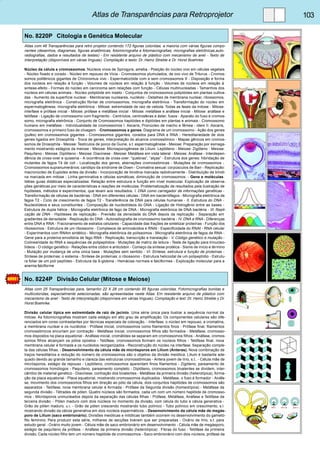 Atlas de Transparências para Retroprojetor 103 
No. 8220P Citologia e Genética Molecular 
Atlas com 46 Transparências para retro projetor contendo 172 figuras coloridas, a maioria com várias figuras compo-nentes 
(desenhos, diagramas, figuras anatômicas, fotomicrografia e fotomacrografias, micrografias eletrônicas,auto-radiografias, 
dados e resultados de testes) - Em resistente arquivo de plástico com mecanismo de anel - Texto de 
interpretação (disponíveis em várias línguas). Compilação e texto: Dr. Heinz Streble e Dr. Horst Boehnke 
Núcleo da célula e cromossomos. Núcleos vivos de Spirogyra, ameba - Posição do núcleo vivo em células vegetais 
- Núcleo fixado e corado - Núcleo em repouso de Vicia - Cromossomos plumulados, de ovo vivo de Triturus - Cromos-somos 
politênicos gigantes de Chironomus vivo - Espermatozóide com e sem cromossomos X - Disposição e forma 
dos núcleos em relação à função - Volumes de núcleos em relação à função - Volumes de núcleos em relação à 
sintese-efeito - Formas do núcleo em carcinoma sem relações com função - Células multinucleadas - Tamanhos dos 
núcleos em células animais - Núcleo poliplóide em inseto - Conjuntos de cromossomos poliplóides em plantas cultiva-das 
- Aumento da superfície nuclear - Membranas nucleares, nucléolo - Detalhes de membrana nuclear, ribossomos, 
micrografia eletrônica - Construção fibrilar de cromossomos, micrografia eletrônica - Transformação do núcleo em 
espermatogênese, micrografia eletrônica - Mitose: extremidade de raiz de cebola. Todas as fases da mitose - Mitose: 
interfase e prófase inicial - Mitose: prófase e metáfase inicial - Mitose: metáfase e anáfase inicial - Mitose: anáfase e 
telófase - Ligação de cromossomo com fragmento - Centríolos, centrosferas e áster, fusos - Aparato do fuso e cromos-somo, 
micrografia eletrônica - Conjunto de Cromossomos haplóides e diplóides em plantas e animais - Cromossomo 
humano em metáfase - Individualidade de cromossomos I. Ascaris, Pronúcleo de macho e fêmea - idem II. Ascaris, 
cromossomos e primeiro fuso de clivagem. - Cromossomos e genes. Diagrama de um cromossomo - Ação dos genes 
(pufes) em cromossomos gigantes - Cromossomos gigantes, corados para DNA e RNA - Hereditariedade de dois 
genes ligados em Drosophila - Troca de genes, interpretação do alcance cromossômico - Mapas gênicos em cromos-somos 
de Drosophila - Meiose: Testículos de porco da Guine, s.t. espermatogênese - Meiose: Preparação por esmaga-mento 
mostrando estágios da meiose - Meiose: Microsporogênese de Lilium. Leptóteno - Meiose: Zigóteno - Meiose: 
Paquíteno - Meiose: Diplóteno - Meiose: Diacinese - Meiose: Metáfase em vista lateral - Meiose: Anáfase - Interdepen-dência 
de cross-over e quiasma - A ocorrência de cross-over: “quebras”, “alças” - Estrutura dos genes: hibridação de 
mutantes de fagos T4 de coli - Localização dos genes, aberrações cromossômicas - Mutações de cromossomos - 
Cromossomos supranumerários: cariótipo da síndrome de Down - Cromatina sexual: corpúsculos de Barr - Replicação: 
macronúcleo de Euplotes antes da divisão - Incorporação de timidina marcada radiotivamente - Distribuição de timidi-na 
marcada em mitose - Linha germinativa e células somáticas; diminuição de cromossomos. - Gene e moléculas. 
Idéias guias didáticas especializadas: Relação entre estrutura e função em nível molecular. Explicação de observa-ções 
genéticas por meio de características e reações de moléculas. Problematização de resultados pela ilustração de 
hipóteses, métodos e experimentos, que levam aos resultados. I. DNA como carregador de informações genéticas - 
Transformação de células de bactérias - DNA em diferentes células - DNA em bacteriófagos - Micrografia eletrônica de 
fagos T2 - Ciclo de crescimento de fagos T2 - Transferência de DNA para células humanas - II. Estrutura do DNA - 
Nucleotídeos e seus constituintes - Composição de nucleotídeos do DNA - Ligação de Hidrogênio entre as bases - 
Estrutura de dupla hélice - Micrografia eletrônica de fago de DNA - Micrografia eletrônica de DNA bactéria - III. Repli-cação 
de DNA - Hipóteses de replicação - Previsão da densidade do DNA depois da replicação - Separação em 
gradientes de densidade - Replicação do DNA - Autoradiografia de cromossomo bactéria - IV. DNA e RNA - Diferenças 
entre DNA e RNA - Fracionamento de estratos celulares - Capacidade das frações de sintetizar proteínas - Função dos 
ribossomos - Estrutura de um ribossomo - Complexos de aminoácidos e RNAt - Especificidade do RNAt - RNA celular 
- Experimentos com RNAm sintético - Micrografia eletrônica de polissomos - Micrografia eletrônica de fagos de RNA - 
Gene para a proteína envoltória de fago RNA - Replicação, transcrição e translação - V. Código genético e mutação - 
Colinearidade do RNA e sequências de polipeptídios - Mutações de matriz de leitura - Teste de ligação para trinucleo-tídeos 
- O código genético - Relações entre códon e anticódon - Começo da síntese protéica - Sisnis de início e término 
- Mutação por mudança de uma única base - Mutações sem sentido - VI. Síntese, estrutura e função de proteínas - 
Síntese de proteínas: o sistema - Síntese de proteínas: o ribossomo - Estrutura helicoidal de um polipeptídio - Estrutu-ra 
foliar de um poli peptídeo - Estrutura da ß-globina - Hemácias normais e falciformes - Explicação molecular para a 
anemia falciforme 
No. 8224P Divisão Celular (Mitose e Meiose) 
Atlas com 25 Transparências para, tamanho 22 X 28 cm contendo 95 figuras coloridas. Fotomicrografias bonitas e 
multicoloridas, especialmente selecionadas, são apresentadas neste Atlas. Em resistente arquivo de plástico com 
mecanismo de anel - Texto de interpretação (disponíveis em várias línguas). Compilação e text: Dr. Heinz Streble y Dr. 
Horst Boehnke. 
Divisão celular típica em extremidade de raiz de jacinto. Uma série única para ilustrar a sequência normal da 
mitose. As fotomicrografias mostram cada estágio em alto grau de amplificação. Os componentes celulares são dife-renciados 
em cores contrastantes por técnicas especiais de coloração. - Interfase, o núcleo em repouso, a cromatina, 
a membrana nuclear e os nucléolos - Prófase inicial, cromossomos como filamentos finos - Prófase final, filamentos 
cromossômicos encurtam por contração - Metáfase inicial, cromossomos filhos são formados - Metáfase, cromosso-mos 
dispostos na placa equatorial - Anáfase inicial, cromátides se separam em cromossomos filhos - Anáfase, cromos-somos 
filhos alcançam os pólos opostos - Telófase, cromossomos formam os núcleos filhos - Telófase final, nova 
membrana celular é formada e os nucléolos reorganizados - Reconstrução do núcleo na interfase. Separação comple-ta 
das células filhas. - Desenvolvimento da célula mãe de micrósporos em Lilium (Anteras). Nova combinação de 
traços hereditários e redução do número de cromossomos são o objetivo da divisão meiótica. Lilium é bastante ade-quado 
devido ao grande tamanho e clareza das estruturas cromossômicas - Antera jovem de lírio, s.t.. - Célula mãe de 
micrósporos, estágio de repouso - Leptóteno, cromossomos aparentam finos filamentos - Zigóteno, pareamento de 
cromossomos homólogos - Paquíteno, pareamento completo - Diplóteno, cromossomos bivalentes se dividem, inter-câmbio 
de material genético - Diacinese, contração dos bivalentes - Metáfase da primeira divisão (heterotípica), forma-ção 
da placa equatorial - Placa equatorial, mostrando cromossomos duplicados - Metáfase, o fuso é formador - Anáfa-se, 
movimento dos cromossomos filhos em direção ao pólo da célula, dois conjuntos haplóides de cromossomos são 
separados - Telófase, nova membrana celular é formada - Prófase da Segunda divisão (homeotípica) - Metáfase da 
segunda divisão - Tétrades de pólen. Quatro núcleos são formados, cada um com um número haplóide de cromosso-mos 
- Micrósporos uninucleados depois da separação das células filhas - Prófase, Metáfase, Anáfase e Telófase da 
terceira divisão. - Pólen maduro com dois núcleos no momento da divisão, com célula do tubo e célula generativa - 
Grão de pólen maduro, u.i. - Grão de pólen crescendo mostrando tubo polínico - Tubo polínico em crescimento, s.l. 
mostrando divisão da célula generativa em dois núcleos espermáticos. - Desenvolvimento da célula mãe de megás-poro 
de Lilium (saco embrionário). Divisões meióticas e mitóticas também ocorrem no desenvolvimento do gametó-fito 
feminino. Para produzir esta série, milhares de secções tiveram que ser preparadas - Ovário de lírio, s.t. para 
estudo geral - Ovário muito jovem - Célula mãe de saco embrionário em desenvolvimento - Célula mãe de megásporo, 
estágio de paquíteno da prófase. - Anáfase da primeira divisão (heterotípica) . Fibras do fuso - Telófase da primeira 
divisão. Cada núcleo filho tem um número haplóide de cromossomos - Saco embrionário com dois núcleos, prófase da 
 