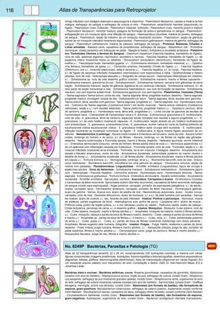 118 Atlas de Transparências para Retroprojetor 
dongo infectado com estágios asexuais e esquizogonia e desenhos - Plasmodium falciparum, causes a malária tertian 
maligna. esfregaço de sangue e esfregaço de cultura in-vitro - Plasmodium, exoeritrócito meronte (esquizonte) no 
fígado - Plasmodium vivax, trofozoito - Plasmodium malariae, trofozoito - Plasmodium vivax, meronte jovem e maduro 
- Plasmodium falciparum, meronte maduro, estágios da formação de anéis e gametócitos no sangue - Plasmodium, 
exflagelação em um mosquito após uma refeição de sangue - Haemoproteus columbae, malária do pombo, esfregaço 
de sangue - Plasmodium, seção de intestino de um mosquito mostrando oocistos - Plasmodium, seção de glândula 
salivar de um mosquito infectado mostrando esporozoitos - Plasmodium gallinaceum, malária da galinha, esfregaço de 
sangue - Plasmodium cathemerium, malária do pássaro, esfregaço de sangue - Protozoa: Babesias, Ciliados e 
Limax amoebae - Babesia canis, causadora da piroplasmose, esfregaço de sangue - Balantidium coli - Trichodina 
domerguei, ciliado parasítico em brânquias de peixe - Naegleria fowleri, trofozoitos e encefalite amebiana - Platelmin-tos: 
Trematodes (Vermes e Vermes do Sangue) - Distomum hepaticum (Fascíola hepática, trematódio do fígado), 
ciclo de vida, sistemas digestivo, reprodutivo, excretório e nervoso - Fascíola hepática, trematódio do fígado, u.i. de 
espécime inteiro mostrando todos os detalhes - Dicrocoelium lanceolatum (dendriticum), trematódio do fígado de 
ovelha u.i. - Fasciolopsis buski, trematódio gigante, u.i. - Echinostoma revolutum, trematódio intestinal, u.i.. - Opisthor-chis 
felineus, trematódio de gatos, u.i. - Clonorchis sinensis, trematódio Chinês do fígado, u.i. - Fascíola hepática 
(Distomum), ova u.i., miracidio esporocisto, redia e cercaria u.i.. - Fascíola hepática, s.t. do corpo - Fascíola hepática, 
s.t. de fígado de caramujo infectado (hospedeiro intermediário) com esporocistos e redia - Opisthorchiidae e Hetero-phyidae, 
ciclo de vida - Heterophyes aequalis u.i. fotografia de campo escuro - Heterophyes heterophyes em intestino, 
s.l. - Schistosoma sp. ciclo de vida desenho gráfico colorido - Schistosoma mansoni, macho e fêmea copulando - 
Schistosoma mansoni, granuloma do ovo - Schistosomulum - Schistosoma mansoni. cercaria com glândulas de pene-tração 
- Schistosoma mansoni, seção de glândula digestiva de um caramujo infectado - Schistosoma mansoni, s.t. de 
dois pares de seção transversal e veia - Schistosoma haematobium, ovo com terminação da espinha - Schistosoma 
mansoni, ovo com espinha subterminal - Schistosoma japonicum, ovo sem espinha - Platelmintos: Cestodes (Tênia) 
- Taenia saginata e Taenia solium, ciclos de vida - Taenia saginata, tênia, proglótide maduro, desenho - Taenia saginata, 
proglótide maduro montagem corada de lisa - Diphyllobothrium latum - Taenia saginata, tênia, escólex sem ganchos - 
Taenia solium, tênia, escólex com ganchos - Taenia saginata, proglótide s.t. - Taenia saginata, ovo - Hymenolepis nana, 
ovo - Cisticerco de Taenia saginata („Cysticercus bovis“) em tecido muscular - Taenia solium cisticerco (Cysticercus 
cellulosae), seção e u.i. com escólex estendido - Taenia pisiformis, proglótide maduro u.i. - Dipylidium caninum, tênia 
de cachorro, proglótide u.i.- Hymenolepis nana, tênia anã, proglótides u.i. - Linha circular de ganchos de escólex de 
Hymenolepis nana - Cisticercóide de Hymenolepis nana e H. diminuta - Echinococcus granulosus e E. multilocularis, 
ciclo de vida - E. granulosus, tênia de cachorro, espécime adulto completo com escólex e alguns proglótides, u.i. - E. 
granulosus, s.t. de cisto hidático mostrando cápsulas - E. multilocularis, seção através de um hidático multivesicular 
com protoscólices - E. granulosus, protoscólices livres - E. granulosus, mulher nativa do norte do Quênia sofrendo de 
equinococose cística equinococose cística - E. granulosus hidático após cirurgia bem sucedida - E. multilocularis. 
Infecção mostrando as mudanças tumorosas do fígado - E. multilocularis. A figura mostra fígado secionado de um 
defunto. - Nematelmintos (Lombriga) - Ascaris lumbricoides e Enterobius vermicularis, ciclos de vida - Ascaris lumbri-coides, 
lombriga do homem e do porco, s.t. de fêmea - Ascaris, lombriga, s.t. de fêmea na região das gônadas, 
desenho - Ascaris lumbricoides e Trichinella spiralis, macho e fêmea, desenho - Heterakis spumosa, verme intestinal 
u.i. - Enterobius vermicularis (Oxyuris), verme do homem, fêmea adulta cheia de ovos u.i. - Verminous appendicitis, s.t. 
de um apêndice com inflamação causada por Enterobius - Trichinella spiralis, ciclo de vida - Trichinella, seção e u.i. de 
músculo infectado mostrando larva encistada - Trichinella, larva em músculo, 3 estágios, desenho - Ancylostoma duo-denale 
e Necator americanus, ciclos de vida - Ancylostoma duodenale, extremidade posterior do macho mostra o 
detalhe de bursa u.i. - Ancylostoma duodenale, s.t. de fêmea adulta - Ancylostoma duodenale, macho e fêmea adultos 
em cópula u.i. - Trichuris trichiura, u.i. - Strongyloides, lombriga, larva u.i. - Wuchereria bancrofti, ciclo de vida - Dracun-culus 
medinensis - Wuchereria bancrofti, microfilaria em uma película do sangue - Onchocerca volvulus, seção de 
nódulo com parasitas - Pentastomídeos: Linguatúlidos - Armillifer armillatus (Linguatúlidos), figura de cirurgia e 
espécimes adultos - Ovos de Helmintos - Schistosoma mansoni - Schistosoma haematobium - Schistosoma japoni-cum 
- Heterophyes - Fascíola hepática - Clonorchis sinensis - Hymenolepis nana - Hymenolepis diminuta - Taenia 
saginata - Echinococcus granulosus - Trichuris trichiura - Enterobius vermicularis - Ascaris lumbricoides - Ancylostoma 
duodenale - Armillifer armillatus - Sarcocystis, oocistos - Aracnídeos: Carrapatos e ácaros - Ornithodorus moubata, 
o transmissor da febre recorrente- Spirochaeta duttoni (Borrelia recurrentis), causadora da febre recorrente, esfregaço 
de sangue corado para espiroquetas - Argas persicus, carrapato, portador da espiroqueta patogênica, u.i. de adulto - 
Ixodes, carrapato, larva - Dermacentor andersoni, carrapato, portador da febre maculosa - Dermanyssus gallinae, 
ácaro da galinha - Varroa, Acarus siro, ácaro da abelha de mel - Neotrombicula autumnalis, ácaro - Ixodes ricinus, 
carrapato, ciclo de vida - Demodex folliculorum, ácaro de humanos, u.i. e s.t. de pele humana com parasitas - Sarcop-tes 
scabiei, ácaro de coceira, u.i. sec. Através de pele infectada - Insetos: Piolhos e percevejos - Stomoxys, mosca 
de estábulo, partes sugadoras da boca - Haematopinus suis, piolho de porco - Lipoptena cervi, piolho de mosca - 
Phthirus pubis, piolho da região púbica, u.i. e ovo (lêndeas) unidos ao cabelo - Pediculus capitis, piolho de cabeça - 
Cimex lectularius, percevejo de cama, u.i. e desenho gráfico - Insetos: Mosquitos - Mosquito, Culex pipiens, ciclo de 
vida - Culex pipiens, mosquito, macho e fêmea adultos u.i. - Anopheles, mosquito da malaria, macho e fêmea adultos, 
u.i. - Culex, mosquito, cabeça e partes da boca de fêmea e macho, desenho - Culex, cabeça e partes da boca de fêmea 
e macho u.i. - Anopheles sp., partes da boca de fêmea u.i. e macho u.i. - Culex, ovos, u.i. - Culex, extremidade posterior 
de larva u.i. - Culex, pulpa u.i. - Culex, s.t. partes da boca de fêmea mostrando hipofaringe com dutos salivares - 
Anopheles, fêmea sugando pele humana, fotografia - Insetos: Pulgas - Pulga, hábito, anatomia e partes da boca, 
desenho - Pulex irritans, pulga humana, fêmea e macho adultos, u.i. - Xenopsylla cheopis, pulga de rato, portador da 
peste bubônica, fêmea e macho adultos u.i. - Ctenocephalus canis, pulga de cachorro, fêmea e macho adultos u.i. - 
Nosopsyllus fasciatus, pulga de rato, fêmea e macho adultos u.i. 
No. 8249P Bactérias, Parasitas e Patologia (TG) 
Atlas de 32 transparências tamanho 22 x 28 cm, compreendendo 230 ilustrações coloridas, a maioria com várias 
figuras componentes (imagens anatômicas, ilustrações, fotomicrografias e fotomacrografias, desenhos esquemáticos, 
diagramas, tabelas, gráficos, fotomicrografias electrônicas). Texto de interpretação (disponível em várias línguas). Em 
um resistente arquivo plástico com mecanismo de anel. Compilação e textos: OstD Dr. Karl-Heinricht Meyer B.S e 
Johannes Lieder 
Bactérias úteis e nocivas - Bactérias esféricas, cocos: Nisseria gonorhoeae, causadora da gonorréia, diplococos 
corados com azul de metileno - Staphylococcus aureus, órgão do pus, esfregaço de cultura, corado Gram - Streptococ-cus 
pyogenes, esfregaço de pus mostrando grandes cadeias, corado Gram - Streptococcus lactis, organismos do soro 
do leite, esfregaço de cultura mostrando cadeias coradas com azul de metileno - Sarcina lútea, corada Gram - Graffkya 
tetragena, meningite, ocorre nas tétrades, corado Gram - Bastonetes (em formato de bastão), não formadores de 
esporos, gram-positivos: Mycobacterium tuberculosis, esfregaço de catarro positivo, duplamente corado conforme 
Ziehl-Neelsen - Mycobacterium leprae, causadora da lepra, esfregaço direto da lesão, corado conforme Ziehl-Neelsen 
- Corynebacterium diphteriae, corado Gram - Bastonetes (em formato de bastão), não formadores de esporos, 
gram-negativos: Azotobacter, organismos do solo, corado Gram - Bacterium prodigiosum (Serratia marcescens), 
 