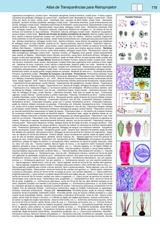 Atlas de Transparências para Retroprojetor 119 
organismos cromogênicos, corados Gram - Aerobacter aerogenes, bactéria intestinal, corada Gram - Proteus vulgaris, 
causadora da putrefação, esfregaço de cultura Gram - Acetobacter aceti, fabricação de vinagre, corada Gram - Esche-richia 
coli, bacilo do cólon, corado Gram - Eberthella typhi, causador de febre tifóide, corado Gram - Salmonella 
paratyphi, causador da febre paratifóide, esfregaço corado Gram - Salmonella enteritidis, causa envenenamento das 
carnes, esfregaço corado Gram - Klebsiella pneumoniae (B. friedladen), causa pneumonia, especialmente corado para 
mostrar bactérias e cápsula - Pateurella pestis, causa peste, esfregaço corado Gram - Hemophilus influenzae, (Pfei-ffer), 
esfregaço corado Gram - Rhizobium radicicola, organismos fixadores de nitrogênio, s.t., de nódulos de raiz de 
tremoço com bactérias no local (simbiose) - Rhizobium radiciola, esfregaço corado Gram - Bacterium erysipelatos, 
causa erisipela, corado Gram - Bacilos (em formato de bastão), formadores de esporos: Bacillus subtilis, bacilo do 
feno, bacilos e esporos duplamente corados com carbufucsina e azul de metileno - Bacillus mycoides, organismos 
muito presentes no solo em grandes cadeias, corado metacromaticamente com violeta genciana para partículas inter-nas 
- Bacillus mesentericus, esfregaço corado Gram - Bacillus anthracis, causa doença nas pessoas que classificam 
lã, esfregaço direto do baço infectado, corante de Olt - Bacillus anthracis, esporos corados - Clostridium septicum, 
esporos corados - Clostridium tetani, causa trismo, corado especialmente para mostrar os esporos terminais pelo 
método Ziehl-Neelsen - Clostridium perfringens, especialmente corado para mostrar esporos centrais - Bactérias 
espirais e espiroquetas: Vibrio comma, causa cólera asiática, esfregaço corado Gram - Rhodospirillum rubrum, bas-tões 
cromogênicos, esfregaço corado Gram - Spirillum volutans, um flagelado muito grande, corado especialmente 
para mostrar os flagelos - Spirochaeta duttoni (Borella recurrentis), causa febre recidivante africana, esfregaço de 
sangue corado para espiroquetas - Treponema pallidum, seção de lesão sifilítica, as espiroquetas estão coradas pelo 
método da prata de Levaditi - Grupos Mistos: Bactérias do intestino humano, espécies mistas, coradas Gram - Bacté-rias 
da boca, mostrando cocos, bacilos, espiroquetas. Corados Gram para organismos Gram positivos e Gram negati-vos 
- Bactérias da boca, mostrando cocos, bacilos e espiroquetas, desenho gráfico em cores - Bactérias do pão, 
coradas com azul de metileno - Bactérias do iogurte, coradas com carbolfucsina - Streptomyces griseus, organismos 
ramificados (estreptomicina), esfregaço corado Gram - Actinomyces, causa caroços na mandíbula, esfregaço corado - 
Sphaerotilus natans, de águas podres, longas cadeias em camadas - Bactérias da cárie em s.l., da doença dos dentes 
humanos, duplamente corada - Parasitas de humanos e de animais - Protozoários: Protozoários parasitas: Trypa-nosoma, 
Leishmania, Toxoplasma, Giardia lamblia, Trichomonas, Balantidium. Plasmodium vivax, Plasmodium falcipa-rum, 
Bebesia, Entamoeba histolytica, E. coli - (IFAT - Teste de Anticorpos Fluorescentes Indireto) Isotiocianato fluores-cente, 
reação negativa - (IFAT - Teste de Anticorpos Fluorescentes Indireto) Isotiocianato fluorescente, reação positiva 
- Trypanosoma brucei gambiense, corado Giemsa - Trypanosomas não patogênicos, corados Giemsa - Trypanosoma 
cruzi, ciclo de vida, doença de Chagas - Trypanosoma cruzi, doença de Chagas, esfregaço de sangue, corado Giemsa 
- Trypanosoma cruzi, doença de Chagas, s.l. de músculo cardíaco com amatigotos - Rhodnius prolixus, barbeiro, vetor 
da doença de Chagas - Leishmania, ciclo de vida - Leishmania tropica, úlcera oriental - Leishmania donovani, Kala 
Azar em esfregaço de baço, corado Giemsa - Leishmania donovani, Kala Azar em seção de baço - Trichomonas 
vaginalis, corado Giemsa - Giardia lamblia (Lamblia intestinalis), Trofozoito, hematoxilina de ferro - Giardia lamblia 
(Lamblia intestinalis), quisto, hematoxilina de ferro - Sarcocystis tenella, seção de tecido de músculo infetado mostran-do 
os parasitas nos tubos de Miescher - Entamoeba histolytica, ciclo de vida - Entamoeba histolytica, trofozoites, 
hematoxilina de ferro - Entamoeba histolytica, quisto com 4 núcleos, hematoxilina de ferro - Entamoeba histolytica, 
seção de intestino infetado mostrando os parasitas - Entamoeba coli, trofozoito, hematoxilina de ferro - Entamoeba 
coli, quisto com 8 núcleos, hematoxilina de ferro - Plasmodium falciparum, ciclo de vida - Plasmodium berghei, esfrega-ço 
de sangue, corado Giemsa - Plasmodium falciparum, esfregaço de sangue, corado Giemsa - Plasmodium cynomol-gi, 
meronte exoeritrocítico (esquizonte) no fígado de macaco - Plasmodium spec. s.l. de intestino de mosquito mostran-do 
numerosos oócitos e esporocistos na superfície exterior - Plasmodium spec. seção da glândula salivar de um 
mosquito infetado mostrando numerosos esporozoitos triangulares nas células glandulares - Plasmodium vivax, trofo-zoito 
em um eritrócito - Plasmodium vivax, meronte maduro (esquizonte) com merozoitos e grânulos no pigmento da 
malária - Plasmodium malariae, caracteristicamente formando „bandos“ com forma trofozoito - Plasmodium malariae, 
meronte jovem - Plasmodium falciparum (sinete), estágios típicos da formação de anéis, no sangue periférico - Plas-modium 
falciparum, gametócito do sangue periférico, pigmento da malária na membrana do eritrócito deshemoglobi-nado 
- Plasmodium gallinaceum, malária das galinhas, esfregaço de sangue com eritrócitos infetados - Toxoplasma 
gondii, peudoquisto, corado Giemsa - Toxoplasma gondii, quisto - Nosema apis, disenteria de abelhas, seção de intes-tino 
afetado com parasitas - Monocystis lumbrici, esfregaço de vesícula seminal de minhoca com esporócitos - Graga-rina, 
do intestino de verme dos alimentos - Eimeria stiedae, causa coccidiose em coelhos, seção de fígado mostra o 
ciclo de vida do parasita: esquizogonia, gametas, oócitos maduros, etc. - Babesia bigemina numa fina película de 
sangue de vaca, corado Giemsa - Balantidium coli, hematoxilina de ferro - Platelmintos: Dicrocoelium lanceolatum 
(dendrítico), pedaço de fígado de carneiro. U.i.do espécime inteiro, mostrando os discos de sucção, testículos, vitelá-ria, 
útero com ovos, etc. - Fascíola hepática, fatia de fígado de bovino, u.i.do espécime inteiro mostrando sistema 
digestivo, gônadas e todos os detalhes - Fascíola hepática, ova, u.i.- Fascíola hepática, s.t. de fígado infetado de 
caracol (hospedeiro intermediário) com esporócitos e rédias - Fascíola hepática, miracidio, u.i.larva ciliada infetante - 
Fascíola hepática, esporocisto isolado contendo rédia, u.i.- Fascíola hepática, rédia isolada com cercária, u.i.- Fascíola 
hepática, cercária isolada, u.i.- Schistosoma spp., ciclo de vida - Schistosoma mansoni, cercária em forma de garfo 
com glândulas de penetração (corada de azul) - Schistosoma mansoni, dois pares numa veia seccionada cruzada - 
Schistosoma mansoni, macho e fêmea copulando, corados carmim - Schistosoma haematobium, ovo com espinha 
terminal, u.i.- Schistosoma japonicum, ovo sem espinha, u.i.- Schistosoma mansoni, ovo com espinha subterminal, 
u.i.- Taenia saginata e Taenia solium, ciclo de vida - Taenia saginata, verme em forma de fita, escólex sem ganchos, 
u.i.- Taenia saginata, proglótide maduro corado e montagem plana para mostrar o útero ramificado cheio de ovos, u.i.- 
Taenia saginata, proglótide para mostrar cutícula, testículo, útero e canais excretores - Taenia saginata, ovos com seis 
embriões enganchados - Taenia solium, verme em forma de fita, escólex com ganchos, u.i.- Taenia solium, cisticercos 
(cysticercus cellulosae), verme em forma de fita na bexiga do porco, com escólex estendido, u.i.- Taenia pisiformis, 
proglótide estendida, u.i.para mostrar o completo desenvolvimento dos órgãos sexuais - Hymenolepis nana, minúsculo 
verme em forma de fita do homem, escólex com rostro e sugadores, u.i.- Fileira circular de ganchos do escólex do 
Hymenolepis nana (vista de cima) - Hymenolepis nana, proglótides, u.i.- Diphyllobothrium latum, verme em forma de 
fita do peixe, proglótide, u.i.- Echinococcus granulosus, verme em forma de fita dos cães (também perigoso ao ho-mem), 
espécime completo com escólex e uns poucos proglótides, u.i.- Echinococcus granulosus, s.t. de quisto hidáti-do, 
mostrando geração de cápsulas, escólices e paredes de quistos - Echinococcus granulosus, protoscólices livre do 
hidátido. Foto de amplitude limitada - Echinococcus multiocularis, seção de hidátido multivesicular ou esporângeo 
contendo numerosos protoscólices - Reação pAS - Nematelmintos: Trichinella spiralis, seção de músculo infetado 
mostrando larvas enquistadas, triplamente corada - Trichinella spiralis, peça de músculo infetado achatado e u.i.para 
mostrar larvas enquistadas inteiras - Ascaris lumbricoides e Enterobius vermiculares, ciclos de vida - Ascaris lumbri-coides, 
verme roliço do homem e do porco, s.t. d fêmea na região dos órgãos reprodutores - Ascaris lumbricoides, s.t. 
de macho na região dos órgãos reprodutores - Ascaris lumbricoides, ovo, u.i.- Enterobius vermicularis (oxiúros), verme 
em forma de linha do homem, adulto, fêmea, cheio de ovos, u.i.- Enterobius vermicularis, ovo, u.i.- Trichuris trichiura, 
ovo, u.i.- Heterakis spumosa, verme do intestino da galinha, espécime adulto, u.i.- Ancylostoma duodenale, verme em 
forma de gancho, parte posterior de macho mostra detalhe da bolsa, u.i.- Ancylostoma duodenale, adulto fêmea, 
unidade integral, baixa ampliação - Ancylostoma duodenale, adultos macho e fêmea copulando, u.i.- Ancylostoma 
duodenale, seção transversal, adulto fêmea - Ancylostoma duodenale, ovo, u.i.- Dracunculus medinensis, macrofoto - 
Onchocerca volvulus, filaria em nódulos subcutâneos, s.t. - Wuchereria bancrofti, microfilaria em camadas, numa pelí-cula 
fina, corado Giemsa - Aracnídeos: Ornithodorus moubata, transmissor da febre africana tipo recidivante - Borrelia 
 