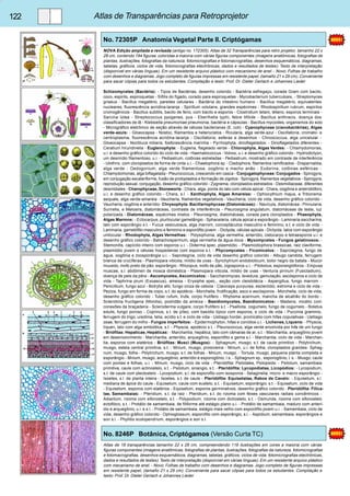 122 Atlas de Transparências para Retroprojetor 
No. 72305P Anatomia Vegetal Parte II. Criptógamas 
NOVA Edição ampliada e revisada (antigo no. 172305). Atlas de 32 Transparências para retro projetor, tamanho 22 x 
28 cm, contendo 194 figuras. coloridas a maioria com várias figuras componentes (imagens anatômicas, fotografias de 
plantas, ilustrações, fotografias da natureza, fotomicrografias e fotomacrografias, desenhos esquemáticos, diagramas, 
tabelas, gráficos, ciclos de vida, fotomicrografias electrônicas, dados e resultados de testes). Texto de interpretação 
(disponível em várias línguas). Em um resistente arquivo plástico com mecanismo de anel. - Novo: Folhas de trabalho 
com desenhos e diagramas. Jogo completo de figuras impressas em resistente papel, (tamaño 21 x 29 cm). Conveniente 
para sacar cópias para todos os estudantes. Compilação e texto: Prof. Dr. Dieter Gerlach e Johannes Lieder 
Schizomycetes (Bactéria): - Tipos de Bactérias, desenho colorido - Bactéria esfregaço, corada Gram com bacilo, 
coco, espirilo, espiroquetas - Sífilis do fígado, corado para espiroquetas - Mycobacterium tuberculosis, - Streptomyces 
griseus - Bacillus megatério, paredes celulares - Bactéria do intestino humano - Bacillus megatério, equivalentes 
nucleares, fluorescência acridina-laranja - Spirillum volutans, grandes espécimes - Rhodospirillum rubrum, espirilos 
cromogênicos - Bacillus subtilis, bacilo de feno, com bacilo e esporos - Clostridium tetani, tétano, esporos terminais - 
Sarcina lútea - Streptococcus pyogenes, pus - Eberthella typhi, febre tifóide - Bacillus anthracis, doença dos 
classificadores de lã - Klebsiella pneumoniae pneumonia, bactéria e cápsulas - Bacillus mycoides, organismos do solo 
- Micrográfico eletrônico de seção através de células bacterianas (E. coli) - Cyanophyceae (cianobactérias), Algas 
verde-azuis: - Gloeocapsa - Nostoc, filamentos e heterocistos - Rivularia, alga verde-azul - Oscillatoria, cromato- e 
centroplasma, fluorescência acridina-laranja - Oscillatoria, esferas e desenhos - Chroococcus, alga unicelular - 
Gloeocapsa - Noctiluca miliaris, fosforescência marinha - Pyrrhophyta, dinoflagelados: - Dinoflagelados diferentes - 
Ceratium hirundinella - Euglenophyta: - Euglena, flagelado verde - Chlorophyta, Algas Verdes: - Chlamydomonas, 
u.i. e desenho gráfico colorido do ciclo de vida - Haematococcus - Volvox, u.i. e desenho gráfico colorido - Hydrodictyon, 
um desmídio filamentoso, u.i. - Pediastrum, colônias estreladas - Pediastrum, mostrado em contraste de interferência 
- Ulothrix, com cloroplastos de forma de cinta u.i. - Chaetophora sp. - Cladophora, filamentos ramificados - Draparnaldia, 
alga verde - Oedogonium, alga verde filamentosa, oogônio e macho anão - Eudorina, colônias esféricas - 
Chlamydomonas, alga biflagelada - Pleurococcus, crescendo em casca - Conjugatophyceae: Conjugados - Spirogyra, 
em conjugação escalariforme, fusão de protoplastos e formação de zigotos - Spirogyra, filamentos vegetativos - Spirogyra, 
reprodução sexual, conjugação, desenho gráfico colorido - Zygnema, cloroplastos estrelados - Desmidiaceae, diferentes 
desmidiales - Charophyceae, Stoneworts - Chara, alga, ponta do talo com célula apical - Chara, oogônia e anteridióforo, 
u.i. e desenho gráfico colorido - Chara, s.l. - Xanthophyta, Algas Amarelas: - Ophiocythium majus, e Tribonema 
aequale, alga verde-amarela - Vaucheria, filamentos vegetativos - Vaucheria, ciclo de vida, desenho gráfico colorido - 
Vaucheria, oogônia e anterídio- Chrysophyta: Bacillariophyceae (Diatomáceas): - Navícula, diatomácea - Pinnularia, 
Surirella, e Melosira, diatomáceas, contraste de interferência - Pleurosigma angulatum, diatomáceas de teste, luz 
polarizada - Diatomáceas, espécimes mistos - Pleurosigma, diatomáceas, corada para cloroplastos - Phaeophyta, 
Algas Marrons: - Ectocarpus, plurilocular gametângio - Sphacelaria, célula apical e esporângio - Laminaria saccharina, 
talo com esporângio s.t. - Fucus vesiculosus, alga marrom, conceptáculos masculino e feminino, s.t. e ciclo de vida - 
Laminaria, gametófito masculino e feminino e esporófito jovem. - Dictyota, células apicais - Dictyota, talos com esporângio 
unilocular - Rhodophyta, Algas Vermelhas: - Polysiphonia, alga vermelha, anterídio, cistocarpo e tetraesporos u.i. e 
desenho gráfico colorido - Batrachospermum, alga vermelha de água-doce - Myxomycetes - Fungos gelatinosos: - 
Stemonitis, capícilio inteiro com esporos u.i. - Diderma spec. plasmódio. - Plasmodiophora brassicae, raiz claviforme, 
plasmódio jovem e células hospedeiras com esporos s.t. - Phycomycetes - Ficomicetos: - Saprolegnia, fungo de 
água, oogônia e zoosporângia u.i. - Saprolegnia, ciclo de vida desenho gráfico colorido - Albugo candida, ferrugem 
branca de crucíferas - Plasmopara viticola, míldio de uvas - Synchytrium endobioticum, bolor negro da batata - Mucor 
mucedo, mofo preto de pão, esporângio - Rhizopus, mofo de pão, zigosporos u.i. - Pilobolus, esporangióforos - Empusa 
muscae, s.l. abdômen de mosca doméstica - Plasmopara viticola, míldio de uvas - Venturia pirinum (Fusicladium), 
doença de pele da pêra - Ascomycetes, Ascomicetos: - Saccharomyces, levedura, gemulação, ascósporos e ciclo de 
vida - Taphrina pruni (Exoascus), ameixa - Erysiphe spec., seção com cleistotécia - Aspergillus, fungo marrom - 
Penicillium, fungo azul - Botrytis allii, fungo cinza de cebola - Claviceps purpurea, escleródio, estroma e ciclo de vida - 
Peziza, fungo em forma de copo, s.t. do apotécio - Morchella, frutificação, asco e ascósporos - Morchella, ciclo de vida, 
desenho gráfico colorido - Tuber rufum, trufa, corpo frutífero - Rhytisma acerinum, mancha de alcatrão do bordo - 
Sclerotinia fructigena (Monilia), podridão da ameixa - Basidiomycetes, Basidiomicetos: - Madeira, micélio com 
conexões da braçadeira - Scleroderma vulgare, corpo frutífero s.t. - Psalliota, cogumelo, fungo de cogumelo - Boletus 
edulis, fungo poroso - Coprinus, s.t. de píleo, com basídio típico com esporos, e ciclo de vida - Puccinia graminis, 
ferrugem do trigo, uredinia, telia, ecídio s.t. e ciclo de vida - Ustilago hordei, promicélio com hifas copulativas - Ustilago 
zeae, ferrugem do milho - Fungos imperfeitos: - Epidermophyton, hifas e conídios u.i. - Lichenes, Liquens: - Physcia, 
líquen, talo com alga simbiótica, s.t. - Physcia, apotécio s.t. - Pleurococcus, alga verde envolvida por hifa de um fungo 
- Briófitas: Hepaticae, Hepáticas: - Marchantia, hepática, talo com câmaras de ar, s.t. - Marchantia, arquegônio jovem 
em desenvolvimento - Marchantia, anterídio, arquegônio, esporófito e gema s.l. - Marchantia, ciclo de vida - Marchan-tia, 
esporos com elatérios - Briófitas: Musci (Musgos): - Sphagnum, musgo, s.t. de caule primitivo - Polytrichum, 
musgo, estela central primitiva, s.t. - Mnium, musgo, protonema - Mnium, u.i. de folha, cloroplastos grandes- Sphag-num, 
musgo, folha - Polytrichum, musgo, s.t. de folhas - Mnium, musgo, - Tortula, musgo, pequena planta completa e 
esporângio - Mnium, musgo, arquegônio, anterídio e esporogônio, l.s. - Sphagnum sp., esporogônio, l. s. - Musgo, caule 
com pontas e folhas, u.i. - Mnium, musgo, ciclo de vida - Pteridófita: Psilotales, Psilopsids: - Psilotum, samambaia 
primitiva, caule com actinostelo, s.t. - Psilotum, sinangio, s.t. - Pteridófita: Lycopodiatae, Licopódios: - Lycopodium, 
s.t. de caule com plectostelo - Lycopodium, s.l. de esporofilo com isosporos - Selaginella, micro- e macro esporângio - 
Isoetes, s.l. de planta inteira - Isoetes, s.t. de caule - Pteridófita: Equisetatae, Rabos de Cavalo: - Equisetum, s.l. 
mediana de ápice do caule - Equisetum, caule com eustelo, s.t. - Equisetum, esporângio, s.t. - Equisetum, ciclo de vida 
- Equisetum, esporos com elatérios - Equisetum, esporos germinativos, desenho gráfico colorido - Pteridófita: Filica-tae, 
Samambaias: - Pteridium, s.t. da raiz - Pteridium, s.t. do rizoma com feixes vasculares radiais concêntricos - 
Adiantum, rizoma com sifonostelo, s.t. - Polypodium, rizoma com dictiostelo, s.t. - Osmunda, rizoma com sifonostelo 
ectofóico, s.t. - Protálio de samambaia, de filiforme até estágio plano u.i. - Protálio de samambaia, maduro com anterí-dio 
e arquegônio, u.i. e s.l. - Protálio de samambaia, estágio mais velho com esporófito jovem u.i. - Samambaia, ciclo de 
vida, desenho gráfico colorido - Ophioglossum, esporofilo com esporângio, s.l. - Aspidium, samambaia, esporângios e 
sori s.l. - Phyllitis scolopendrium, esporângios e sori s.l. 
No. 8246P Botânica, Criptógamos (Versão Curta TC) 
Atlas de 18 transparências tamanho 22 x 28 cm, compreendendo 116 ilustrações em cores a maioria com várias 
figuras componentes (imagens anatômicas, fotografias de plantas, ilustrações, fotografias da natureza, fotomicrografias 
e fotomacrografias, desenhos esquemáticos, diagramas, tabelas, gráficos, ciclos de vida, fotomicrografias electrônicas, 
dados e resultados de testes). Texto de interpretação (disponível em várias línguas). Em um resistente arquivo plástico 
com mecanismo de anel. - Novo: Folhas de trabalho com desenhos e diagramas. Jogo completo de figuras impressas 
em resistente papel, (tamaño 21 x 29 cm). Conveniente para sacar cópias para todos os estudantes. Compilação e 
texto: Prof. Dr. Dieter Gerlach e Johannes Lieder 
 