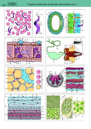 154 
PROGRAMA 
MULTIMEDIA 3 Programa Multimídia de Biologia Microscópica No. 3 
 