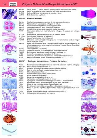 14 Programa Multimedial de Biología Microscópica ABCD MEDIEN 
SYSTEM 
As526f Lilium, antera s.t., célula mãe dos micrósporos em etapa de quatro células 
As530e Lilium, s.l. através de pistilo e estigma com pólen e tubos polínicos 
Em718f Galinha, 72 horas, s.t. na região do coração e olhos 
Ma445f Embrião de rato, sagital s.l. 
850E06 Parasitas e Pestes 
Ba112d Staphylococcus aureus, organismo de pus, esfregaço de cultura 
Ba131d Mycobacterium tuberculosis, esfregaço de cultura 
Ba136d Corynebacterium diphtheriae, esfregaço de cultura 
Ba145d Salmonella paratyphi, febre paratifóide, esfregaço 
Ba149d Shigella dysenteriae, causa disenteria bacilar, esfregaço 
Pr311f Plasmodium falciparum, malária humana, esfregaço de sangue com estágios 
anelares 
Pr330e Nosema apis, diarréia de abelha, sec. de intestino doente 
Ar1515e Varroa, piolho parasítico de abelhas u.i. 
Ne131d Ascaris lumbricoides, ovo em fezes u.i. 
Ne135f Enterobius vermicularis (Oxyuris), pequeno verme nematodo, unidade integral 
de um espécime adulto 
Ne170g Mixed ova em material fecal. Lâmina contendo ovos de vermes parasíticos de 
diferentes espécimes como Ascaris, Ancylostoma, Trichuris, Taenia, Enterobius, 
Schistosoma etc. * 
Py324i Taenia pisiformis, u.i. escólex* 
Py3272t Dipylidium caninum, u.i de escólex com proglótides imaturas 
Py337f Echinococcus granulosus, parede de cisto e escólices, s.t. 
In125f Anopheles, cabeça e partes da boca de fêmea u.i. 
In124f Anopheles, malaria mosquito, cabeça e partes da boca de macho u.i. 
In325f Pediculus humanus, piolho, adulto macho ou fêmea u.i. 
850E07 Ecologia e Meio ambiente, Pestes na Agricultura 
4542e Bactéria decompositora (Spirillum) de sedimento pobre em oxigênio, esfregaço 
Ag1176c Microcystis, colônias irregulares u.i. 
4555d Rotiferos (Rotatoria), pequenos animais de águas poluídas 
4559d Pele de peixe danificada por agentes químicos, t.s. 
4560d Úlcera da pele de anfíbio, s.t. 
4586c Constituintes do solo húmico, lâmina mista 
4598b Pó de amianto (cancerígeno) 
In132e Lymantria, partes da boca de larva u.i. 
In339c Aphidae sp., piolho de planta, u.i. de vários 
7502d Synchytrium endobioticum, bolor negro da batata, s.t. tecido infectado 
7503d Plasmopara viticola, míldio penugento de uva, folha infectada, s.t. 
7509d Míldio de uva, Uncinula necator (Oidium Tuckeri), s.t. 
7508d Erysiphe pannosa, míldio de rosa, folha infectada com conídio s.t. 
7510d Míldio de groselha espinhosa, Sphaerotheca mors uvae, peritécio ou fruto doen-te 
s.t. 
7512c Monilia, Sclerotinia fructigena, fruto doente com conídio s.t. 
Fu211d Ustilago zeae, s.t. de pustula com esporos 
Ma552h 
As526f 
As530e 
Em718f 
Ma445f 
Ba112d 
Ba131d 
Pr311f 
Pr330e 
Ar1515e 
Ne135f 
Py324i 
Py337f 
In124f 
In325f 
Ag1176c 
4555d 
7502d 
7512c 
Fu211d 
7503d 
7508d 
 