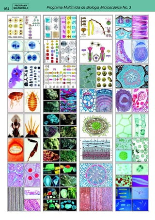 164 
PROGRAMA 
MULTIMEDIA 3 Programa Multimídia de Biologia Microscópica No. 3 
 