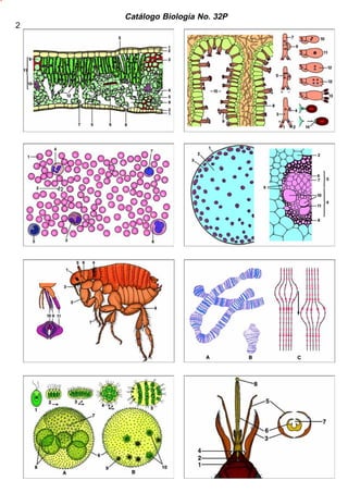 Catálogo Biología No. 32P 
2 
 