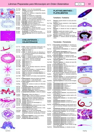 Lâminas Preparadas para Microscópio em Orden Sistemática 51 
Po116f 
Po111d 
Po140c 
Co112f 
Co113d 
Co211d 
Co212e 
Co213d 
Co218e 
Co219d 
Co2191d 
Py111f 
Py113c 
Py114e 
Py211e 
Py213f 
Py214c 
Py216d 
Py217h 
Py223i 
Py226h 
Py227g 
Po1165e Sycon, s.l. e s.t. em uma preparação 
Po117d Grantia, uma esponja marinha do tipo Sycon, 
s.t. através do corpo 
Po118f Grantia, sec. mediana e longitudinal através 
do corpo e osculo 
Po119d Grantia, sec.tangencial e longitudinal 
Po1192e Grantia, s.l. e s.t. em uma preparação 
Po1193d Grantia, espículas calcáreas isoladas e u.i. 
Po1194e Grantia, s.t. com espículas calcáreas em situ 
Po121d • Spongilla, esponja de água doce, s.t. 
Po122d • Spongilla, gemula (corpos de inverno) u.i.. 
Po123b Spongilla, espículas isoladas e u.i. 
Po125e • Leucosolenia, uma espona marinha simples 
do tipo Ascon, corada e u.i. 
Po126d Leucosolenia, s.t. através do corpo 
Po128c • Euspongia, uma esponja comercial, esquele-to 
macerado com fibras, u.i. 
Po129d Euspongia, s.t. típica através do corpo 
Po140c Sponge spicules, lâmina com espécimes mis-tas 
u.i. 
COELENTERATA – 
CELENTERADOS 
Co111e • Hidra, espécime extendida corada para o es-tudo 
do corpo, mostra todos os detalhes 
Co112f • Hidra com bulbos u.i.* 
Co1121f Hidra com bulbos, s.l. 
Co113d • Hidra, s.t. através do corpo em diferentes ní-veis 
mostrando ectoderme com nematocistos, 
lamela e endoderme 
Co114d • Hidra, s.l. através do corpo e tentáculos 
Co1141g Hidra, s.l. mediana através do disco basal, ca-vidade 
gastro -vascular e tentáculos* 
Co1143e Hidra, s.t. e s.l. em uma preparação 
Co115e Hidra testículo, s.t. 
Co1151f Hidra testículo, u.i.* 
Co116e Hidra ovário, s.t. 
Co1161g Hidra ovário u.i.* 
Co1165s Hidra, s.t. de gônadas masculina e feminina 
em uma lâmina 
Co117d Hidra, células isoladas, u.i. mostrando diferen-tes 
tipos de células, nematocistos 
Co118f Hidra com alimento na cavidade digestiva, u.i.* 
Co119d Hidra com alimento na cavidade digestiva, s.t. 
através do corpo 
Co1195f Hidra, simples e com bulbos, duas espécimes 
u.i. 
Co211d • Obelia hydroid, colônia de pólipos com Hidran-tes 
e gonateca, u.i. para estudo geral 
Co212e • Obelia medusa, pequena água-viva, u.i. para 
estudo geral 
Co230g Obelia, sec. através do bulbo em diferentes 
estágios* 
Co213d Plumularia setaceae, colônia de pólipos u.i. 
Co214d • Tubularia larynx, colônia de pólipos, u.i. ou s.l. 
Co233f Tubularia larynx, larva actinula u.i. 
Co215d Sertularia cupressina, colônia de pólipos u.i. 
Co216d • Campanularia johnstoni, colônia de pólipos 
u.i. 
Co235d Hidractinia, colônia de pólipos u.i. 
Co220d Coryne sarsi, colônia de pólipos mostrando 
bulbos e medusa em desenvolvimento, u.i.* 
Co217e Água-Viva, secção mostrando estátocistos 
Co2175g Aurelia, água-viva, larva planula larva u.i. 
Co2176g Aurelia, sifístoma u.i. * 
Co2177g Aurelia, sifístoma em estrobilação, s.l. 
Co218e • Aurelia, efiria u.i.* 
Co219d • Actinia (Metridium), anêmona do mar, s.t. atra-vés 
de espécime joven inteiro 
Co2191d • Actinia (Metridium), anêmona do mar, s.l. atra-vés 
de espécime joven inteiro 
Co2193e Actinia, s.t. e s.l em uma preparação 
Co222d Anemonia, anêmona do mar, sec. através de 
tentáculos mostrando nematocistos e zooclo-rela 
Co225e • Alcyonium digitatum, coral s.t de colônia 
Co2252e Alcyonium, coral, u.i.de colônia 
Co226c • Corpos de diferentes corais, u.i.. 
PLATYHELMINTHES – 
PLATELMINTOS 
Turbellaria – Turbelaria 
Py111f Planaria, secção através do corpo para estu-do 
geral, u.i. 
Py1115g Planaria, secção mostrando o trato digestivo 
e diverticula, u.i.* 
Py112c Planaria, s.t. através do corpo para estudo 
geral 
Py113c Planaria, s.t. através do corpo na região da 
faringe 
Py114e Planaria, secção para mostrar o ocelo 
Py115f Planaria, s.t. através de três regiões: faringe, 
gônadas e extremidade anterior 
Py1162e Planaria, sagittal s.l. for general structures 
Py117f Planaria, s.l. mediana através de espécime 
inteiro 
Trematodes – Trematodos 
Py211e • Dicrocoelium lanceolatum (D. dendriticum), 
verme de fígado de carneiro, u.i. mostrando 
estruturas internas 
Py212d Dicrocoelium lanceolatum, s.t. através do 
corpo 
Py2121d Dicrocoelium lanceolatum, ova u.i. 
Py213f • Fasciola hepatica (Distomum hepaticum), 
verme de fígado. 
Py214c • Fasciola hepatica, s.t. através do corpo 
Py2142d Fasciola hepatica, s.t. através de duas dife-rentes 
regiões do corpo 
Py215e Fasciola hepatica, s.l. média através de es-pécime 
adulto 
Py2152d Fasciola hepatica, s.l. através de duas dife-rentes 
regiões do corpo 
Py216d • Fasciola hepatica, ova u.i. 
Py217h • Fasciola hepatica, miracidia (larva livre) u.i.* 
Py2172i Fasciola hepatica, redia u.i.* 
Py2173i Fasciola hepatica, cercaria u.i.* 
Py2174i Fasciola hepatica, metacercaria u.i.* 
Py219f • Fasciola hepatica, redia e cercaria em sec-ção 
através de fígado infectado de caramujo 
Py220e Fasciola hepatica, s.l. horizontal através de 
espécime inteiro 
Py2201e Fasciola hepatica, s.l. horizontal através de 
espécime inteiro especialmente fixada e cora-da 
para mostrar o sistema excretor 
Py2202e Fasciola hepatica em dutos da bile do fígado, 
s.t. 
Py2205u Fasciolopsis buski, grande verme intestinal* 
Py2206e Fasciolopsis buski, ova u.i. 
Py2207u Fasciolopsis buski, miracidia u.i.* 
Py2208u Fasciolopsis buski, redia u.i.* 
Py2209u Fasciolopsis buski, cercaria u.i.* 
Py221h • Schistosoma mansoni, esquistossomose, 
adulto macho u.i. 
Py222h • Schistosoma mansoni, esquistossomose, 
adulto fêmea u.i. 
Py223i Schistosoma mansoni, adultos macho e fê-mea 
em cópula, u.i. 
Py224e Schistosoma mansoni, s.t. de adulto macho 
e fêmea 
Py225h Schistosoma mansoni, miracidia u.i.* 
Py226h Schistosoma mansoni, cercaria com rabo bi-furcado 
u.i.* 
Py227g • Schistosoma mansoni, secção através de fí-gado 
de caramujo infectado mostrando cercá-ria 
Py228f Schistosoma mansoni, secção através de fí-gado 
de caramujo sadio para comparação 
Py229g • Schistosoma mansoni, ova em secção de 
fígado ou intestino* 
Py230e • Schistosoma mansoni, ova em fezes u.i. 
Py231e • Schistosoma haematobium, ova em sedimen-tos 
de urina u.i. 
Py232e Schistosoma japonicum, ova em fezes u.i.* 
Py233h Schistosoma japonicum, macho adulto u.i.* 
Py234h Schistosoma japonicum, fêmea adulta u.i.* 
Py2345u Schistosoma japonicum, miracidia u.i.* 
Py2347v Schistosoma japonicum, cercariae u.i.* 
Py247h Clonorchis sinensis, verme Chinês do fíga-do, 
u.i. de adulto* 
Py2472d Clonorchis sinensis, s.t. através do corpo 
 