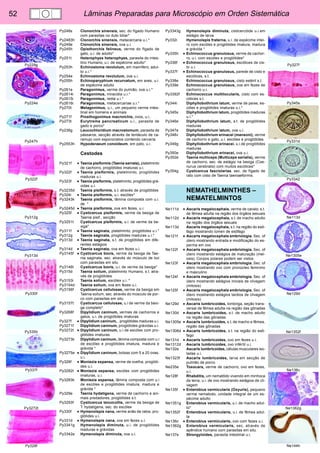 52 Lâminas Preparadas para Microscópio em Orden Sistemática 
Py327f 
Py345s 
Py331d 
Py3342 
Ne113d 
Ne1305e 
Ne129d 
Ne1352f 
Ne136c 
Ne1362g 
Ne144h 
Py229g 
Py224e 
Py247h 
Py322f 
Py312g 
Py313d 
Py330f 
Py335h 
Py337f 
Py3272t 
Py328f 
Py248s Clonorchis sinensis, sec. do fígado Humano 
com parasitas no duto biliar* 
Py2483h Clonorchis sinensis, metacercaria u.i.* 
Py249e Clonorchis sinensis, ova u.i. 
Py245h Opisthorchis felineus, verme do fígado de 
gato, u.i. de adulto* 
Py251t Heterophyes heterophyes, parasita do intes-tino 
Humano, u.i. de espécime adulto* 
Py253h Echinostoma revolutum, em mamífero, adul-to 
u.i.* 
Py254e Echinostoma revolutum, ova u.i. 
Py255h Echinoparyphium recurvatum, em aves, u.i. 
de espécime adulto 
Py261e Paragonimus, verme do pulmão, ova u.i.* 
Py2614i Paragonimus, miracidia u.i.* 
Py2615i Paragonimus, redia u.i.* 
Py2616i Paragonimus, metacercariae u.i.* 
Py270t Metagonimus, u.i., um pequeno verme intes-tinal 
em homens e animais 
Py271f Prosthogonimus macrorchis, ovos, u.i.. 
Py273t Eurytrema pancreaticum u.i., parasita de 
gado e porco* 
Py236g Leucochloridium macrostomum, parasita de 
pássaros, secção através de tentáculo de ca-ramujo 
com esporocistos contendo cercaria 
Py2553h Hypoderaeum conoideum, em pato, u.i. 
Cestodes 
Py321f • Taenia pisiformis (Taenia serrata), platelminto 
de cachorro, proglótides imaturas u.i. 
Py322f • Taenia pisiformis, platelminto, proglótides 
maduras u.i. 
Py323f • Taenia pisiformis, platelminto, proglótides grá-vidas 
u.i. 
Py3235d Taenia pisiformis, s.t. através de proglótides 
Py324i • Taenia pisiformis, u.i. escólex* 
Py3243k Taenia pisiformis, lâmina composta com u.i. 
de * 
Py3245d • Taenia pisiformis, ova em fezes, u.i. 
Py325f • Cysticercus pisiformis, verme da bexiga de 
Taenia pisif., secção 
Py3251t Cysticercus pisiformis, u.i. de verme da be-xiga* 
Py311f • Taenia saginata, platelminto, proglótides u.i.* 
Py312g Taenia saginata, proglótides maduras u.i.* 
Py313d • Taenia saginata, s.t. de proglótides em dife-rentes 
estágios 
Py314d • Taenia saginata, ova em fezes u.i. 
Py3145f • Cysticercus bovis, verme da bexiga de Tae-nia 
saginata, sec. através do músculo de boi 
com parasitas em situ 
Py3146t Cysticercus bovis, u.i. de verme da bexiga* 
Py315d Taenia solium, platelminto Humano, s.t. atra-vés 
de proglótides 
Py3153i Taenia solium, escólex u.i. * 
Py3154d Taenia solium, ova em fezes u.i. 
Py3156f Cysticercus cellulosae, verme da bexiga em 
Taenia solium, sec. através do músculo de por-co 
com parasitas em situ 
Py3157t Cysticercus cellulosae, u.i de verme da bexi-ga 
completo* 
Py3268f Dipylidium caninum, vermes de cachorros e 
gatos, u.i. de proglótides imaturas 
Py327f • Dipylidium caninum, , proglótides maduras u.i. 
Py3271f Dipylidium caninum, proglótides grávidas u.i. 
Py3272t • Dipylidium caninum, u.i de escólex com pro-glótides 
imaturas 
Py3273k Dipylidium caninum, lâmina composta com u.i 
de escólex e proglótides imatura, madura e 
grávida * 
Py3275e • Dipylidium caninum, bolsas com 5 a 20 ovas, 
u.i. 
Py328f • Moniezia expansa, verme de ovelha, proglóti-des 
u.i. 
Py3282t • Moniezia expansa, escólex com proglótides 
imaturas, u.i. 
Py3283k Moniezia expansa, lâmina composta com u.i 
de escólex e proglótides imatura, madura e 
grávida * 
Py329e Taenia hydatigena, verme de cachorro e ani-mais 
predadores, proglótides s.t. 
Py3293f Cysticercus tenuicollis, verme da bexiga de 
T. hydatigena, sec. do escólex 
Py330f • Hymenolepis nana, verme anão de ratos, pro-glótides 
u.i. 
Py331d • Hymenolepis nana, ova em fezes u.i. 
Py3341g Hymenolepis diminuta, u.i. de proglótides 
maduras e grávidas 
Py3342e Hymenolepis diminuta, ova u.i. 
Py3343g Hymenolepis diminuta, cisticercóide u.i.em 
estágio de larva 
Py332i Hymenolepis fraterna, u.i. de espécime intei-ro 
com escólex e proglótides imatura, madura 
e grávida * 
Py335h • Echinococcus granulosus, verme de cachor-ro, 
u.i. com escólex e proglótides* 
Py336f • Echinococcus granulosus, escólices de cis-to 
u.i. 
Py337f • Echinococcus granulosus, parede de cisto e 
escólices, s.t. 
Py338e Echinococcus granulosus, cisto estéril s.t. 
Py339e Echinococcus granulosus, ova em fezes de 
cachorro u.i. 
Py3392f Echinococcus multilocularis, cisto com es-cólices 
s.t. 
Py344i Diphyllobothrium latum, verme de peixe, es-cólex 
e proglótides imaturas u.i.* 
Py345s Diphyllobothrium latum, proglótides maduras 
u.i.* 
Py346e Diphyllobothrium latum, s.t. de proglótides 
maduras 
Py347e Diphyllobothrium latum, ova u.i. 
Py348v Diphyllobothrium erinacei (mansoni), verme 
de cachorro e gato, u.i. escóles e proglótides 
Py349g Diphyllobothrium erinacei. u.i.de proglótides 
maduras 
Py350e Diphyllobothrium erinacei, ova u.i. 
Py352e Taenia multiceps (Multiceps serialis), verme 
de cachorro, sec. de estágio na bexiga (Coe-nurus 
cerebralis) com muitos escólices* 
Py354g Cysticercus fasciolarias. sec. de fígado de 
rato com cisto de Taenia taeniaeformis. 
NEMATHELMINTHES – 
NEMATELMINTOS 
Ne111d • Ascaris megalocephala, verme de cavalo, s.t. 
de fêmea adulta na região dos órgãos sexuais 
Ne112d • Ascaris megalocephala, s.t. de macho adulto 
na região dos órgãos sexuais 
Ne113d Ascaris megalocephala, s.t. na região do esô-fago 
mostrando lúmen de esôfago 
Ne121f • Ascaris megalocephala embriologia. Sec. of 
útero mostrando entrada e modificação do es-perma 
em ovo 
Ne122f • Ascaris megalocephala embriologia. Sec. of 
útero mostrando estágios de maturação (mei-osis). 
Corpos polares podem ser vistos. 
Ne123f • Ascaris megalocephala embriologia. Sec. of 
útero mostrando ovo com pronúcleo feminino 
e masculino 
Ne124f • Ascaris megalocephala embriologia. Sec. of 
útero mostrando estágios iniciais de clivagem 
(mitosis) 
Ne125f • Ascaris megalocephala embriologia. Sec. of 
útero mostrando estágios tardios de clivagem 
(mitosis) 
Ne129d • Ascaris lumbricoides, lombriga, seção trans-versal 
de fêmea adulta na região das gônadas 
Ne130d • Ascaris lumbricoides, s.t. de macho adulto 
na região das gônadas 
Ne1305e • Ascaris lumbricoides, s.t. de macho e fêmea, 
região das gônadas 
Ne1306d • Ascaris lumbricoides, s.t. na região do esô-fago 
Ne131d • Ascaris lumbricoides, ovo em fezes u.i. 
Ne1312d Ascaris lumbricoides, ovo infértil u.i. 
Ne132e Ascaris lumbricoides, células musculares iso-ladas 
u.i. 
Ne1323f Ascaris lumbricoides, larva em secção de 
pulmão de porco 
Ne235e Toxocara, verme de cachorro, ovo em fezes, 
u.i. 
Ne128f Rhabditis, um nematôdo vivendo em minhoca 
da terra, u.i. de ovo mostrando estágios de cli-vagem 
Ne135f • Enterobius vermicularis (Oxyuris), pequeno 
verme nematodo, unidade integral de um es-pécime 
adulto 
Ne1351g Enterobius vermicularis, u.i. de macho adul-to* 
Ne1352f Enterobius vermicularis, u.i. de fêmea adul-ta 
Ne136c • Enterobius vermicularis, ovo com fezes u.i. 
Ne1362g Enterobius vermicularis, sec. através de 
apêndice humano com parasitas em situ 
Ne137e Strongyloides, parasita intestinal u.i. 
 