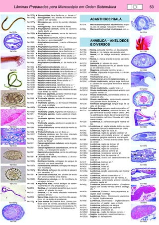 Lâminas Preparadas para Microscópio em Orden Sistemática 53 
Ne1512v 
Ne145e 
Ne143h 
Ne1445k 
Ne146e 
Ne164e 
Ne163d 
Ne155d 
Ne131d 
Ne1597g 
Ne159f 
An121d 
An118e 
An124d 
An1240d 
An131c 
An132e 
An147e 
An148e 
An149e 
An141f 
An140e 
Ne1373g • Strongyloides, larva filariforme, u.i. larvae u.i.* 
Ne1374g Strongyloides, sec. através de intestino hos-pedeiro 
com parasitas 
Ne1377g Strongylus sp., verme do pulmão infectado, 
secção 
Ne1378g Strongylus sp., larva isolada de fezes 
Ne1392s • Ancylostoma caninum, verme de cachorro, 
macho adulto u.i. 
Ne1393s • Ancylostoma caninum, verme de cachorro, 
fêmea adulta u.i. 
Ne1394u Ancylostoma caninum, macho e fêmea adul-tos, 
duas u.i. por preparação* 
Ne1395i Ancylostoma caninum, , macho e fêmea em 
cópula u.i.* 
Ne1396e • Ancylostoma caninum, ovo u.i. 
Ne1397t Ancylostoma caninum, larva rabditóide u.i.* 
Ne1398t Ancylostoma caninum, larva filariforme u.i.* 
Ne143h • Ancylostoma duodenale, macho adulto u.i.* 
Ne144h • Ancylostoma duodenale, fêmea adulta u.i.* 
Ne1445k Ancylostoma duodenale, u.i. por preparação 
de macho e fêmea adultos* 
Ne145e Ancylostoma duodenale, s.t. de macho e fê-mea 
Ne146e • Ancylostoma duodenale, ovo u.i. 
Ne147h Ancylostoma duodenale, rabditóide larva u.i.* 
Ne1472h Ancylostoma duodenale, larva filariforme u.i.* 
Ne1491g Ancylostoma braziliense, macho adulto u.i.* 
Ne1492g Ancylostoma braziliense, fêmea adulta u.i.* 
Ne1512v Necator americanus, macho adulto u.i.* 
Ne1513v Necator americanus, fêmea adulta u.i.** 
Ne1514f Necator americanus, ovo u.i. 
Ne1515h Necator americanus, rabditóide larva u.i.* 
Ne1516h Necator americanus, larva filariforme u.i. * 
Ne152f Heterakis spumosa, parasita intestinal de rato, 
u.i de fêmea ou macho 
Ne153f Heterakis papillosa, parasita intestinal de ga-linha, 
, u.i de fêmea ou macho * 
Ne163d • Trichinella spiralis, secção de músculo com 
larva encistada 
Ne164e • Trichinella spiralis, u.i. de músculo infectado 
com larva encistada 
Ne1642e Trichinella spiralis, larva calcificada em mús-culo, 
u.i. 
Ne1643f Trichinella spiralis, migrando em músculo, s.l. 
Ne161t Trichinella spiralis, macho adulto do intesti-no, 
u.i.* 
Ne162t Trichinella spiralis, fêmea adulta do intesti-no, 
u.i.** 
Ne165g Trichinella spiralis, adultos em secção de in-testino 
infectado* 
Ne154h Trichuris trichiura, verme adulto de macho ou 
fêmea, u.i.* 
Ne155d • Trichuris trichiura, ovo em fezes u.i. 
Ne1551f Trichuris trichiura, sec. De cólon infectado 
mostrando o verme parasita em situ 
Ne156g Trichostrongylus, parasita intestinal, adulto 
macho ou fêmea* 
Ne231f Oesophagostomum radiatum, verde de gado, 
u.i. de adulta* 
Ne232f Oesophagostomum columbianum, verme de 
ovelha, , u.i. de espécime adulta * 
Ne234f Haemonchus contortus, verme de estômago 
de gado, u.i. adulta 
Ne158f • Litomosoides carinii, microfilaria, u.i de mui-tas 
espécimes 
Ne1585s Dirofilaria immitis, esfregaço de sangue de 
cachorro com larva parasítica 
Ne1587k Dipetalonema perstans, esfregaço de sangue 
com microfilaria 
Ne1597g Microfilaria, esfregaço de pulmão de pássaro 
com parasitas, u.i.* 
Ne159f • Onchocerca volvulus, sec. através de tecido 
com tumor contendo larva (filaria) 
Ne1592h Onchocerca volvulus, u.i. de microfilaria de 
esfregaço de tumor * 
Ne138d • Anguillula aceti, muitos estágios de desen-volvimento 
em uma preparação, u.i. 
Ne221d Gordius, um nematóde parasítico que vive em 
insetos, s.t. através do corpo 
Ne222f Gordius, s.t. de inseto infectado mostrando 
parasitas em situ 
Ne250d Nemertinea, espécimes marinhos não-parasí-ticos, 
s.t. na região de probóscide 
Ne170g • Ovos mistos em material fecal. Lâmina con-tendo 
ovos de vermes parasíticos de diferen-tes 
espécimes como Ascaris, Ancylostoma, Tri-churis, 
Taenia, Enterobius, Schistosoma etc. * 
ACANTHOCEPHALA 
At101e Macracanthorhynchus hirudinaceus, de por-co, 
sec. de cabeça inclusa em intestino* 
At103e Macracanthorhynchus hirudinaceus, ovo, u.i. 
ANNELIDA – ANELIDEOS 
E DIVERSOS 
An118e • Nereis, poliqueta marinho, u.i. de parapódio 
An119d Nereis, s.t. de cabeça para estudo geral 
An120f Nereis, s.t. de cabeça mostrando cérebro e 
olho 
An121d • Nereis, s.t. típica através do corpo para estu-do 
geral 
An127d Arenicola, s.t. através do corpo 
An128f Sabella, poliqueta marinho, s.t. através do cor-po 
em diferentes níveis 
An130f Magelona, poliqueta marinho, larva u.i. 
An122d • Tubifex, oligoqueta de água doce, u.i. de ver-me 
adulto 
An1264f Trochophora-Larva, u.i. 
An1265g Trochophora-Larva in metamorphosis, u.i. 
An124d • Hirudo medicinalis, sangue-suga medicinal, 
s.t. através do corpo para demonstrar estrutu-ras 
gerais 
An1240d Hirudo medicinalis, sugador oral, s.t. 
An1241d Hirudo medicinalis, extremidade anterior com 
sugador ventral, s.l. 
An1242f Hirudo medicinalis, extremidade anterior s.l. 
mostrando olho 
An1243d Hirudo medicinalis, extremidade posterior 
com grandes discos suctoriais, s.l. 
An123d Haemopis sanguisuga, sangue-suga de ca-valo, 
s.t. do corpo 
An1244f • Sangue-Suga, pequeno espécime corado e u.i* 
An131c • Lumbricus terrestris, minhoca da terra, se-çào 
transversal do corpo atrás do clitelo. Lâmi-na 
padrão para estudo da estrutura geral mos-trando 
intestino, nefrídios, tiflossole, etc, tripla-mente 
corado 
An132e Lumbricus, s.t. selecionada para mostrar se-tas 
An133c • Lumbricus, s.l. sagital através de tres ou mais 
segmentos típicos da extremidade do clitelo 
An134c Lumbricus, região da boca, s.t. 
An135e Lumbricus, região do ganglio cerebral, s.t. 
An1352g Lumbricus, extremidade anterior, s.l. sagital 
mostrando ganglios cerebral e sub-faringeal 
An136f Lumbricus, s.l. frontal através cordão nervo-so 
ventral 
An1365d Lumbricus, região da faringe, s.t. 
An137c Lumbricus, região do esôfago.t. 
An1375d Lumbricus, região do coração s.t. 
An138c • Lumbricus, vesícula seminal s.t. 
An1385d Lumbricus, receptáculo seminal s.t. 
An139e Lumbricus, funis de esperma s.t. 
An140e Lumbricus, ovário com desenvolvimento de 
ovos s.t. * 
An141f Lumbricus, testículo s.t. * 
An1415d • Lumbricus, papo s.t. 
An142d Lumbricus, moela s.t. 
An143c • Lumbricus, clitelo s.t. 
An1435e Lumbricus, secção selecionada para mostrar 
nefridióporo 
An1436h Lumbricus, nefrídio dissecado e u.i. * 
An1437e Lumbricus, mostrando funil de nefrídio, s.t. 
An144e • Lumbricus, extremidade anterior including 
gônadas, sagital s.l. 
An145g Lumbricus, extremidade anterior, s.l.mediana 
sagital com cordão nervoso ventral, esôfago, 
etc. * 
An147e Lumbricus, Primeiro – Nono segmentos, s.l. 
sagital, boca e esôfago 
An148e Lumbricus, Nono – Décimosexto segmentos, 
s.l. sagital, órgãos sexuais 
An149e Lumbricus, Décimosexto – Vigésimoterceiro 
segmentos, s.l. sagital., papo e moela 
An150d Lumbricus, esfregaço de sangue 
An151d Lumbricus, esfregaço de esperma 
An1261d Lineus sp., probóscide s.t. 
An1262d Lineus sp., região do meio do corpo s.t. 
An125d • Sagitta, quetognata, espécime inteira u.i. 
An1252e Sagitta, s.l. de espécime 
 