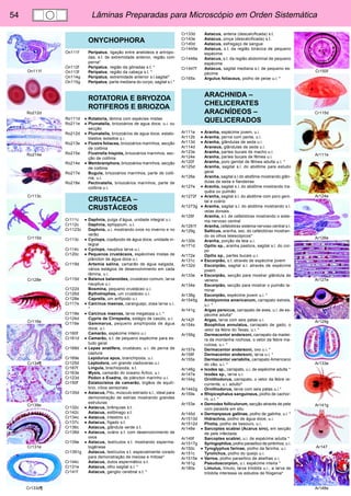 54 Lâminas Preparadas para Microscópio em Orden Sistemática 
On111f 
Ro212d 
Ro214e 
Cr113c 
Cr115d 
Cr128e 
Cr116e 
Cr134¶ 
Cr139e 
Cr131e 
Cr133d¶ 
Cr150f 
Cr115d 
Ar111e 
Ar124e 
Ar126e 
Ar127e 
Ar129g 
Ar133e 
Ar141g 
Ar147 
Ar148e 
ONYCHOPHORA 
On111f Peripatus, ligação entre anelideos e artrópo-das, 
s.t. de extremidade anterior, região com 
perna* 
On112f Peripatus, região da gônadas s.t. * 
On113f Peripatus, região da cabeça s.t. * 
On114g Peripatus, extremidade anterior s.l.sagital* 
On115g Peripatus, parte mediana do corpo, sagital s.l.* 
ROTATORIA E BRYOZOA 
ROTIFEROS E BRIOZOA 
Ro111d • Rotatoria, lâmina com espécies mistas 
Ro211e • Plumatella, briozoários de agua doce, u.i. ou 
secção 
Ro212d • Plumatella, briozoários de agua doce, estato-blastos 
isolados u.i. 
Ro213e • Flustra foliacea, briozoários marinhos, secção 
de colônia 
Ro215e Flustrella hispida, briozoários marinhos, sec-ção 
de colônia 
Ro214e • Membraniphora, briozoários marinhos, secção 
de colônia 
Ro217e Bugula, briozoários marinhos, parte de colô-nia, 
u.i. 
Ro218e Pectinatella, briozoários marinhos, parte de 
colônia u.i. 
CRUSTACEA – 
CRUSTÁCEOS 
Cr111c • Daphnia, pulga d’água, unidade integral u.i. 
Cr112c Daphnia, ephippium, u.i. 
Cr1123c Daphnia, u.i. mostrando ovos no inverno e no 
verão 
Cr113c • Cyclops, copêpodo de água doce, unidade in-tegral 
Cr114c • Cyclops, nauplius larva u.i. 
Cr120c • Pequenos crustáceos, espécimes mistas de 
plâncton de água doce u.i. 
Cr119d Artemia salina, camarão de água salgada, 
vários estágios de desenvolvimento em cada 
lâmina, u.i. 
Cr115d • Balanus balanoides, crustáceo comum, larva 
nauplius u.i. 
Cr122d Bosmina, pequeno crustáceo u.i. 
Cr126d Bythotrephes, um crustáceo u.i. 
Cr128e Caprella, um anfípodo u.i. 
Cr117e • Carcinus maenas, caranguejo, zoea larva u.i. 
* 
Cr118e • Carcinus maenas, larva megalopa u.i. * 
Cr124d Cypris de Cirrepedia, estágio de casúlo, u.i. 
Cr116e Gammarus, pequeno amphipoda de água 
doce, u.i. 
Cr160f Camarão, espécime inteiro u.i. 
Cr161d • Camarão, s.t. de pequeno espécime para es-tudo 
geral 
Cr168d • Lepas anatifera, crustáceo, u.i. de perna de 
captura 
Cr169e Lepidurus apus, branchipoda, u.i. 
Cr125d Leptodora, um grande cladoceras u.i. 
Cr167f Lingula, brachiopoda, s.t. 
Cr163e Mysis, camarão do oceano Ártico, u.i. 
Cr123d Podon e Evadne, de plâncton marinho u.i. 
Cr150f Estatocistos de camarão, órgãos de equilí-brio, 
cílios sensoriais 
Cr135d • Astacus, Pitu, músculo estriado s.l., ideal para 
demonstração de estrias mostrando grandes 
estruturas 
Cr132c • Astacus, brânquias s.t. 
Cr142c Astacus, estômago s.t. 
Cr134c • Astacus, intestino s.t. 
Cr137c • Astacus, fígado s.t. 
Cr136c Astacus, glândula verde s.t. 
Cr138d • Astacus, ovário s.t. com desenvolvimento de 
ovos 
Cr139e • Astacus, testículos s.t. mostrando esperma-togênese 
Cr1391g Astacus, testículos s.t. especialmente corado 
para demonstração de meiose e mitose* 
Cr144c Astacus, dutos espermático s.t. 
Cr131e Astacus, olho sagital s.l. * 
Cr141f Astacus, ganglio cerebral s.t. * 
Cr133d Astacus, antena (descalcificada) s.t. 
Cr143e Astacus, pinça (descalcificada) s.t. 
Cr140d Astacus, esfregaço de sangue 
Cr1445e Astacus, s.t. da região torácica de pequeno 
espécime 
Cr1446e Astacus, s.t. da região abdominal de pequeno 
espécime 
Cr1447f Astacus, sagital mediana s.l. de pequeno es-pécime 
Cr165s Argulus foliaceus, piolho de peixe u.i. * 
ARACHNIDA – 
CHELICERATES 
ARACNÍDEOS – 
QUELICERADOS 
Ar111e • Aranha, espécime jovem, u.i. 
Ar112b • Aranha, perna com pente, u.i. 
Ar113d • Aranha, glândulas de seda u.i. 
Ar114d Araneus, glândulas de seda u.i. 
Ar123e Aranha, partes bucais de macho u.i. 
Ar124e Aranha, partes bucais de fêmea u.i. 
Ar120f Aranha, poro genital de fêmea adulta u.i. * 
Ar125d Aranha, sagital s.l. do abdôme para estudo 
geral 
Ar126e Aranha, sagital s.l do abdôme mostrando glân-dulas 
de seda e fiandeiras 
Ar127e • Aranha, sagital s.l. do abdôme mostrando tra-quéia 
ou pulmão 
Ar1272f • Aranha, sagital s.l. do abdôme com poro geni-tal 
e ovário 
Ar1273g • Aranha, sagital s.l. do abdôme mostrando s.l. 
veias dorsais 
Ar128f Aranha, s.t. de cefalotórax mostrando o siste-ma 
nervoso central 
Ar1281f Aranha, cefalotórax sistema nervoso central s.l. 
Ar129g Salticus, aranha, sec. do cefalotórax mostran-do 
os olhos telescópicos* 
Ar130b Aranha, porção da teia u.i. 
Ar171d Opilio sp., aranha pastora, sagital s.l. do cor-po 
Ar172e Opilio sp., partes bucais u.i. 
Ar131c • Escorpião, s.t. através de espécime jovem 
Ar132d Escorpião, sagital s.l. através de espécime 
jovem 
Ar133e • Escorpião, secção para mostrar glândula de 
veneno 
Ar134e Escorpião, secção para mostrar o pulmão la-minar 
Ar138g Escorpião, espécime jovem u.i. * 
Ar1545g Amblyomma americanum, carrapato estrela, 
u.i. * 
Ar141g Argas persicus, carrapato de aves, u.i. de es-pécime 
adulta* 
Ar142f Argas, larva com seis patas u.i. 
Ar154s Boophilus annulatus, carrapato de gado, o 
vetor da febre do Texas, u.i. * 
Ar156g Dermacentor andersoni, carrapato da madei-ra 
da montanha rochosa, o vetor da febre ma-culosa, 
u.i. * 
Ar157e Dermacentor andersoni, ovo u.i. * 
Ar158f Dermacentor andersoni, larva u.i. * 
Ar155s Dermacentor variabilis, carrapato Americano 
do cão, u.i. * 
Ar146g • Ixodes sp., carrapato, u.i. de espécime adulta * 
Ar147e Ixodes sp., larva u.i. 
Ar144g Ornithodorus, carrapato, o vetor da febre re-currente, 
u.i. adulto* 
Ar1442g Ornithodorus, larva com seis patas u.i.* 
Ar159s • Rhipicephalus sanguineus, piolho de cachor-ro, 
u.i. * 
Ar153e • Demodex folliculorum, secção através de pele 
com parasita em situ 
Ar145d • Dermanyssus gallinae, piolho de galinha, u.i. * 
Ar1513d Hidrachna, piolho de água doce, u.i. 
Ar1512d Photia, piolho de besouro, u.i. 
Ar148e • Sarcoptes scabiei (Acarus siro), em secção 
de pele infectada 
Ar149f Sarcoptes scabiei, u.i. de espécime adulta * 
Ar1517g Syringophilus, piolho parasítico de pintinhos, u.i. 
Ar150c • Tyroglyphus farinae, piolho da farinha, u.i. 
Ar151c Tyrolichus, piolho do queijo u.i. 
Ar1515e • Varroa, piolho parasítico de abelhas u.i. 
Ar161g Pseudoscorpion, u.i. espécime inteira * 
Ar180s Limulus, límulo, larva trilobita u.i., a larva de 
trilobita interessa os estudos de filogenia* 
 