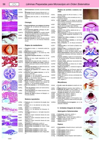 56 Lâminas Preparadas para Microscópio em Orden Sistemática 
In238f¶ 
In246f 
In241b 
In242c 
In2411h 
In281d 
In255e 
In256e 
In290f 
In291f 
In292f 
In243c 
In251e 
In2765f 
In279k 
In2492e 
In295e 
In244d 
In260c 
In267f 
In3986d 
In353e 
In233b Pieris brassicae, borboleta, escamas isoladas 
u.i. 
In2332e Borboleta, Brasilian species (Morpho sp.), u.i. 
de porção da asa mostrando arranjo de esca-mas 
In2334d Lepisma, peixe de prata, u.i. de escamas do 
corpo 
Citologia 
In238f • Espermatogênese com estágios de meiose 
e mitose, sec. de testículo de Carausius, ga-fanhoto 
In245f • Cromossomos gigantes, esfregaço de glân-dula 
salivar de Chironomus* 
In2451e Cromossomos gigantes em secção através 
de glândula salivar de larva de Chironomus 
In246f Músculo estriado de inseto, fibras isoladas e 
coradas para mostrar estrias u.i. 
In247e • Músculo estriado de inseto, secçãos através 
do tórax com s.t. e s.l. do músculo mostrando 
estrias 
Órgãos do metabolismo 
In241b • Traquéia de inseto, u.i. mostrando anéis tra-queais 
In242c • Espiráculo de inseto (estigma), u.i. 
In248d • Brânquias traqueais, u.i. de Cloeon sp, ninfa 
de mosca de maio 
In298c Brânquias traqueais de larva, u.i. de Odona-ta 
sp. 
In285d Rectum de larva, órgão respiratório, s.t. de 
Odonata sp. 
In2852d Tubos de ar de pulpa de Culex, mosquito, u.i. 
In2411h Traquéia em intestino de inseto, especial-mente 
corada para mostrar as mais finas rami-ficações* 
In289e Esfregaço de sangue com diferentes tipos de 
células de sangue, Carausius 
In254d • Abdomen de operária com intestino, Apis 
mellifica, s.t. 
In270d • Abdomen com órgãos internos, s.t. de Ca-rausius, 
bicho-pau 
In263d Abdomen, s.t. de Culex pipiens 
In266d Abdomen, s.t. de Drosophila, mosca de fruta 
In281d Moela, s.t. de Carabus, besouro 
In2813e Opened moela, u.i. Locusta, gafanhoto 
In239e • Moela com dentes quitinosos, u.i. de barata 
In282d Chyle e intestino mediano com túbulos de 
Malpighi, s.l. de Periplaneta (Barata) 
In284d • Reto com ampolas, s.t. de Periplaneta (Bara-ta) 
In287g Corpo de gordura corado com ácido ósmico, 
sec. de Periplaneta 
In288d Corpo de gordura com cristais de ácido úrico, 
sec. de Periplaneta 
In283d Anexos de chyle e túbulos de Malpighi, s.t. 
fina para detalhes 
Sistema reprodutivo 
In255e • Testículo, em s.t. de abdomen de zangão, Apis 
mellifica 
In256e • Ovário, em s.t. de abdomen da rainha, Apis 
mellifica 
In236e Ovário, in s.t. de Melolontha 
In2365e Ovário, in s.t. de abdomen de Carausius, bi-cho- 
pau 
In2367g Aedeagus de besouro u.i. de órgão masculino 
copulador 
In290f Ovário de inseto mostrando túbulos de ovos 
panpísticos, s.l. 
In291f Ovário de inseto mostrando túbulos de ovos 
telotróficos s.l. 
In292f Ovário de inseto mostrando túbulos de ovos 
politróficos, s.l. 
In299e Ovipositor de gafanhoto ou grilo s.t. 
In2912e Metamorfose incompleta de inseto: larva 
In2913e Metamorfose incompleta de inseto: imago 
(adulto) 
In2914d Metamorfose completa de inseto: larva 
In2915d Metamorfose completa de inseto: pulpa 
In2916d Metamorfose completa de inseto: imago (adul-to) 
Órgãos do sentido e sistema ner-voso 
In243c Córnea, isolada do olho de mosca, u.i. mos-trando 
facetas 
In2434c • Cornea isolada do olho de abelha de mel, u.i. 
mostrando facetas 
In251e • Olho composto, s.t. da cabeça de operária 
(Apis mellifica) mostrando a estrutura típica dos 
olhos e cérebro do inseto 
In252f Olho composto, s.t. da cabeça mostrando o 
grande olho do zangão (Apis mellifica) 
In253f Olho composto, s.t. da cabeça da rainha (Apis 
mellifica) 
In249d Ocelo de Apis mellifica, abelha de mel, u.i. 
In2492e Ocelo de um inseto, s.l. 
In275e Olho composto, s.t. através da cabeça de Apis 
mellifica, secção tangential mostrando s.t. de 
ommatidia 
In261e Cabeça com olhos e cérebro, s.t. de Culex 
pipiens, mosquito 
In265e Cabeça com olhos e cérebro, s.t. de Droso-phila, 
mosca de fruta 
In2675e Olho composto, s.t. de Musca domestica, 
mosca 
In276f Cabeça e olho, s.t. de Cloeon ou Baetis, mos-ca 
de maio 
In2765f Cabeça e olho, s.t. de Melolontha, besouro 
In271e Cérebro, s.l. frontal de besouro ou grilo 
In272e Cérebro, s.l. frontal. de Vespa vulgaris, vespa 
In277h Pares intercerebrais corado para células neu-rosecretoras, 
Carausius, bicho-pau, secção do 
cérebro* 
In278h Corpora cardiaca, órgãos de armazenamen-to 
de neurosecreções, Carausius, secção atra-vés 
do cérebro * 
In2781h Corpora allata, glândulas neuroendócrinas, 
Carausius, secção* 
In2784f Órgãos sensoriais na antena de um inseto, 
s.t. para finos detalhes 
In279k Órgão de Johnston, s.l. através de órgão au-ditor 
de inseto* 
In294f Órgão Luminoso, sec. de Phausis, vaga-lume 
In295e Aparelho estridulatório, sec. de cigarra sp. * 
In2833f Inseto larva com sistema nervoso não centra-lizado, 
sagital s.l.* 
In2834f Inseto com sistema nervoso centralizado bai-xo, 
sagital s.l.* 
In2835f Inseto com sistema nervoso centralizado ele-vado, 
sagital s.l.* 
Miscelâneos 
In244d • Ferrão e saco de veneno de abelha de mel, 
u.i. 
In260c • Órgão de Cera de operária, Apis mellifica, u.i. 
In237d • Glândulas da seda e outros órgãos, s.t. de 
caterpilar de Bombyx mori, bicho da seda 
In2943d Fórceps do macho de Forficula, lacraia, u.i. 
In258d • Larva de Apis mellifica, sagital s.l. 
In259e • Pulpa de Apis mellifica, sagital s.l. 
In262d Tórax de Culex pipiens, s.t. 
In267f • Inseto inteiro, sagital s.l. de Drosophila, mos-ca 
da fruta, mostrando todas as estruturas para 
estudo geral 
In2993e Larva parasítica de microgaster, em s.t. de 
caterpilar infestado 
II. Unidades Integrais de insetos 
Apterygota e Ephemeroidea 
In348d • Collembola, côlembolo, adulto u.i. 
In3985d • Podura, côlembolo, adulto u.i. 
In3986d Thysanura sp., insetos sem asas, adulto u.i. 
In353e • Caenis, mosca de maio, adulto u.i. 
In354e Caenis, subimago (dun), u.i. 
In355d Caenis, larva u.i. 
Diptera 
In321f • Culex pipiens, mosquito comum, macho adul-to 
u.i. 
In322f • Culex pipiens, fêmea adulta u.i. 
In323d • Culex pipiens, pulpa u.i. 
In324d • Culex pipiens, larva u.i. 
In3242d • Culex pipiens, ovo u.i. 
In316g • Anopheles, malaria mosquito, macho adulto u.i. 
 