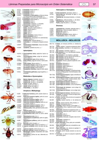 Lâminas Preparadas para Microscópio em Orden Sistemática 57 
In322f 
In324d 
In321f Detail 
In318f 
In343e 
n334e 
In315d 
In3252f 
In327e 
In326g 
In328f 
In330f 
In356d 
Mo111e 
Mo119d 
Mo115e 
Mo131e 
Mo185f 
Mo187e 
Mo125f 
Mo1301f 
Mo132d 
In317g • Anopheles, fêmea adulta u.i. 
In318f • Anopheles, pulpa u.i. 
In319f • Anopheles, larva u.i. 
In3192e • Anopheles, ovo u.i. 
In320g Anopheles e Culex pipiens, ambas as larvas 
na mesma lâmina para comparação, u.i. 
In311d • Drosophila, mosca da fruta, macho adulto u.i. 
In312d • Drosophila, fêmea adulta u.i. 
In313d Drosophila, larva u.i. 
In314d Drosophila, pulpa u.i. 
In387e Chironomus, mosquito, u.i. de adulto 
In340d • Chironomus, mosquito, larva u.i. 
In341d Corethra, mosquito, larva u.i. 
In389f Aedes, mosquito, macho adulto u.i. 
In390f Aedes, fêmea adulta u.i. 
In391e Aedes, pulpa u.i. 
In392e Aedes, larva u.i. 
In393e Aedes, ovo u.i. 
In397e Musca domestica, mosca, larva u.i. 
In398d Musca domestica, ovo u.i. 
In394f Phlebotomus, transmissor de Leishmaniose, 
mosquito macho u.i. * 
In395f Phlebotomus, mosquito fêmea u.i. * 
In3956f Culicoides, u.i., um pequeno mosquito (vicious 
biter) 
In3957f Gasterophilus intestinalis, mosca de cavalo, 
ovos em pêlos 
In3294f Lipoptena, parasita de cervo, u.i. * 
Aphaniptera 
In3341e • Ctenocephalus canis, espécime macho ou 
fêmea u.i. 
In333e Ctenocephalus canis, pulga de cachorro, 
macho adulto u.i. 
In334e Ctenocephalus canis, fêmea adulta u.i. 
In3365g Pulex irritans, pulga de humano, macho adul-to 
u.i. * 
In3366g Pulex irritans, fêmea adulta u.i. * 
In335g Xenopsylla cheopis, pulga de rato, transmis-sor 
da peste bulbônica, macho adulto u.i. 
In336g Xenopsylla cheopis, fêmea adulta u.i. 
In337e Nosopsyllus fasciatus, pulga de rato, adulto 
u.i. 
In343e Ceratophyllus gallinulae, pulga da galinha, u.i. 
de adulto 
Blattoidea e Hymenoptera 
In365g Mantis religiosa, borboleta, larva u.i. * 
In367f Isoptera sp., termite, u.i. de obreira * 
In368f Isoptera sp., termite, u.i. de guardiã 
In315d • Lasius, formiga, obreira u.i. 
In3151e Lasius, macho com asas u.i. 
In3152d Lasius, fêmea com asas u.i. 
In385e Chalcididae, u.i. de adulto * 
Anoplura e Mallophaga 
In325f • Pediculus humanus, piolho, adulto macho ou 
fêmea u.i. 
In3252f Pediculus humanus capitis, piolho do couro 
cabeludo humano 
In3254f Pediculus humanus capitis, ninfa u.i. 
In3255e Pediculus humanus capitis, ovo u.i. 
In3256f Pediculus humanus corporis, piolho do cor-po 
humano, adulto u.i. 
In3258f Pediculus humanus corporis, ninfa u.i. 
In3259e Pediculus humanus corporis, ovo u.i. 
In326g Phthirus pubis, chato, genitália humana, adul-to 
u.i. * 
In3262s Phthirus pubis, ovo u.i. 
In327e • Lêndias depositadas nos pêlos, u.i. * 
In328f • Haematopinus suis, piolho do porco, adulto 
u.i. * 
In3282e Haematopinus suis, ovo u.i. 
In3284f Haematopinus eurysternus, piolho do gado, 
adulto u.i. * 
In329f Haematopinus piliferus, piolho do cachorro, 
adulto u.i. * 
In3271g Bovicola, piolho do gado, u.i. * 
In3275f Trichodectes canis, piolho do cachorro, u.i. * 
In3272f • Lipeurus variabilis, piolho de pena de asa, 
u.i. * 
In3273f Lipeurus caponis, piolho de asa, u.i. * 
In3274f • Menopon gallinae, parasita de pássaro, u.i. * 
In3276f Melophagus ovinus, ectoparasita sem asas 
em ovelhas, u.i. * 
In381e Phthiraptera, piolhos de rato, diferentes es-pécimes 
u.i.* 
Heteroptera e Homoptera 
In330f • Cimex lectularius, percevejo, adulto u.i. 
In374d Naucoridae sp., percevejo de água, u.i. de 
pequeno adulto 
In375d Capsidae sp., percevejo de planta, u.i. de adul-to 
In339c • Aphidae sp., piolho de planta, u.i. de vários 
In3394e Phylloxera sp., piolho do vinho, u.i. 
In377d Psylla, pulga de planta, u.i. de adulto 
Diversos 
In338d Lepidoptera sp., borboleta, caterpilar jovem u.i. 
In356d Nemura sp., mosca de pedra, adulto u.i. 
In357d Nemura sp., larva u.i. 
In361g Embia sp., adulto u.i. * 
In362e Forficula auricularia, lacraia, adulto u.i. 
In371d Thysanoptera, tripes, u.i. de adulto 
MOLLUSCA –MOLUSCOS 
Mo111e • Chiton, um molusco primitivo, s.t. através do 
corpo 
Mo112e Chiton, sagital s.l. através de espécime inteiro 
Mo116e • Mya arenaria, mexilhões s.t. de espécime jo-vem 
Mo117d Mya arenaria, mexilhões, fígado s.t. 
Mo119d • Mya arenaria, s.t. e s.l. de brânquias mostran-do 
epitélio ciliado 
Mo120d Mya arenaria, s.t. de intestino e gônadas 
Mo121d Mya arenaria, músculo aductor da concha, s.l. 
Mo122d Mya arenaria, tubo de sifonal s.t. 
Mo123f Mya arenaria, mexilhões, estômago s.t. * 
Mo191d Anodonta, molusco, pequeno espécime, com-pleto 
s.t. 
Mo192d Anodonta, brânquias u.i. 
Mo193d Anodonta, brânquias s.l. 
Mo194d Anodonta, região intestinal s.t. 
Mo195d Anodonta, fígado s.t. 
Mo196d Anodonta, glochidia (larva) u.i. 
Mo1131e Embriologia de molusco (Lamellibranchiata, 
Bivalvia ou Pelecypoda). Ovos fertilizados e não 
fertilizados u.i. * 
Mo1133e Embriologia de molusco. Zigoto, embriões de 
duas e 4 células u.i.* 
Mo1135s Embriologia de molusco. Zigoto primário atra-vés 
de clivagem tardia. Corpos polares, lóbu-los 
polares e clivagem espiral 
Mo1137e Embriologia de molusco. Blastula u.i. * 
Mo1138e Embriologia de molusco. Gastrula u.i. * 
Mo1139f Embriologia de molusco. Larva trochophore 
u.i. * 
Mo1141s Embriologia de molusco. Larva veliger de 
desenvolvimento u.i. 
Mo1143e Embriologia de molusco. Larva veliger adul-ta 
u.i. * 
Mo115e • Embriologia de molusco. Glochidia larva u.i. 
Mo123e Pisidium, um pequeno molusco de água doce, 
secção com embrião 
Mo131e • Pecten, mexilhão, olho primitivo em secção de 
margem do manto 
Mo185f Haliotis, caracol marinho, s.l. de câmera do 
olho * 
Mo187e Patella, caracol marinho. Olho simples, s.l. 
Mo211f Patella, trochophora larva u.i. * 
Mo212e Crepidula, caracol marinho, Larva veliger u.i. * 
Mo125f • Alloteuthis, choco, espécime jovem corada 
inteira e u.i. * 
Mo130e Alloteuthis, abdomen de espécime jovem, s.t. 
Mo1301f • Alloteuthis, espécime jovem inteira, s.l. para 
estudo geral 
Mo126e Alloteuthis, olho s.l. 
Mo127d Alloteuthis, tentáculos s.t. 
Mo1275f Alloteuthis, brânquias, coração e saco de tin-ta, 
s.l. 
Mo128d Alloteuthis, nadadeira s.t. 
Mo129d Alloteuthis, rabo s.t. 
Mo141c • Sepia officinalis, choco, pele com cromatófo-ros, 
u.i. de pedaço 
Mo142c Sepia officinalis, pele com cromatóforos, sec-ção 
horizontal 
Mo143f Sepia officinalis, sec. através de gânglio, fi-bras 
nervosas gigantes 
Mo132d • Octopus, polvo, secção através do tubo de 
sucção 
Mo151d • Caramujo, s.t. típica de pequeno espécime 
para estudo geral 
 