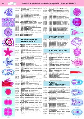 58 Lâminas Preparadas para Microscópio em Orden Sistemática 
Mo152d 
Mo168d 
Mo172c 
Mo176f 
Ec111f 
Ec114e 
Ec113d 
Ec117d 
Ec202d 
Ec203d 
Ec204d 
Ec208d 
Ec210d 
Ec212d 
Ep117f 
Ep130f 
Tu105g 
Ac101f 
Ac103d 
Ac108d 
Ac109d 
Ac110d 
Mo1515e Caramujo, s.l. típica de pequeno espécime 
para estudo geral 
Mo152d • Caramujo, sagital s.l. através da cabeça mos-trando 
radula em situ 
Mo153e Caramujo, radula u.i. 
Mo161c • Helix pomatia, caramujo, pés sagital s.l. 
Mo162c Helix pomatia, margen do manto sagital s.l. 
Mo163c Helix pomatia, esôfago s.t. 
Mo164c • Helix pomatia, estômago e glândulas s.t. 
Mo165c Helix pomatia, intestino s.t. 
Mo166c • Helix pomatia, fígado s.t. 
Mo167d Helix pomatia, glândula albume s.t. 
Mo168d • Helix pomatia, caramujo romano, glândula 
hermafrodita (ovoteste) com ovos e esperma-tozóides 
s.t. 
Mo169d Helix pomatia, espermoviducto s.t. 
Mo170d Helix pomatia, pediculo cristalino e glândulas, s.t. 
Mo171c Helix pomatia, pênis s.t. 
Mo172c Helix pomatia, flagelo s.t. 
Mo173d • Helix pomatia, rim e coração durante o verão, s.t. 
Mo174d Helix pomatia, rim e coração durante o inver-no, 
s.t. 
Mo175c • Helix pomatia, pulmão s.t. 
Mo176f • Helix pomatia, olho s.l. 
ECHINODERMATA – 
EQUINODERMOS 
Ec111f • Asterias, estrela do mar, espécime jovem in-teira 
u.i. * 
Ec113d • Asterias, braço s.t., glândula digestiva e pés 
cilíndricos são mostrados para estudo de to-dos 
os detalhes 
Ec114e Asterias, horizontal s.l. de espécime jovem in-teira 
Ec115e Asterias, sagittal s.l. de espécime jovem inteira 
Ec117d • Asterias, pedicellaria u.i. 
Ec251d Estrela do mar embriologia (Asterias), Ová-rio 
s.t. mostrando ovo grande em diferentes 
estágios de desenvolvimento 
Ec252d Estrela do mar embriologia, testículo s.t. de-senvolvimento 
de esperma 
Ec254e Estrela do mar embriologia, esperma esfre-gaço 
u.i. 
Ec116e • Asterias, larva bipinária u.i. * 
Ec1162f Asterias, larva brachiolaria u.i. * 
Ec101h Asterina gibbosa, pequena estrela do mar, 
espécime inteira u.i. 
Ec102e Asterina gibbosa, estágios de desenvolvimen-to 
u.i. 
Ec103e Asterina gibbosa, s.l. horizontal de pequena 
espécime, gônadas 
Ec131d Ophiura, ofiúro, estrela serpente, braço s.t. 
Ec132d Ophiura, base do braço mostrando bursa e 
gônadas, s.t. 
Ec133d Ophiura, s.l. horizontal de disco 
Ec137f Ophiura, larva ofiopluteo u.i.* 
Ec118d • Echinus, ouriço do mar, sagital s.l. de espéci-me 
jovem inteira 
Ec1183d Echinus, ouriço do mar, radial sec. de espéci-me 
jovem inteira 
Ec1184d Echinus, ouriço do mar pedicellaria, u.i. 
Ec1186f Echinus, ouriço do mar, s.t. do cordão espi-nhal* 
Ec121e Asterioidea sp., larva em metamorfose u.i. * 
Ec141d Cucumaria, pepino do mar, s.t. de pequena 
espécime 
Ec145e Holothurioidea sp., microesclerítos u.i. 
Ec147f Holothurioidea sp., larva u.i. * 
Ec201d • Ouriço do mar embriologia (Psammechinus 
miliaris), ovos não fertilizados u.i. 
Ec202d • Ouriço do mar embriologia, ovos fertilizados 
u.i. 
Ec203d • Ouriço do mar embriologia, estágio de duas 
células u.i. 
Ec204d • Ouriço do mar embriologia, estágio de qua-tro 
células u.i. 
Ec205d • Ouriço do mar embriologia, estágio de oito 
células u.i. 
Ec206d • Ouriço do mar embriologia, estágio de de-zesseis 
células u.i. 
Ec207d • Ouriço do mar embriologia, estágio de trinta 
e duas células u.i. 
Ec208d • Ouriço do mar embriologia, morula u.i. 
Ec209d • Ouriço do mar embriologia, blastula u.i. 
Ec210d • Ouriço do mar embriologia, início de gastru-lação 
u.i. 
Ec211d • Ouriço do mar embriologia, gastrulação pro-gressiva 
u.i. 
Ec212d • Ouriço do mar embriologia, larva pluteus u.i. 
Ec213e Ouriço do mar embriologia, lâmina com vári-os 
estágios u.i. 
Ec255e Estrela do mar embriologia, estágio de vesí-cula 
germinal u.i. * 
Ec256e Estrela do mar, ovo não fertilizado u.i.* 
Ec257e Estrela do mar, ovo fertilizado u.i., zigoto * 
Ec258e Estrela do mar, estágio de duas células u.i.* 
Ec259e Estrela do mar, estágio de quatro células u.i.* 
Ec260e Estrela do mar, estágio de oito células u.i.* 
Ec261e Estrela do mar, estágio de 16 células u.i.* 
Ec263e Estrela do mar, estágio de 32 células u.i.+ 
Ec264e Estrela do mar, estágio de 64 células ou mo-rula, 
u.i.* 
Ec267e Estrela do mar, blastula inicial e tardia u.i.+ 
Ec268e Estrela do mar, gastrula inicial e tardia u.i.* 
Ec271f Estrela do mar, larva bipinaria inicial u.i.* 
Ec272f Estrela do mar, larva bipinaria tardia u.i.* 
Ec276s Estrela do mar, larva brachiolaria u.i.* 
Ec278s Estrela do mar, estrela do mar jovem u.i.* 
ENTEROPNEUSTA 
Ep111g Balanoglossus, verme bolota, secção sag. do 
proto- e mesosoma * 
Ep114f Balanoglossus, região das brânquias, s.t. * 
Ep115f Balanoglossus, região das gônadas, s.t. * 
Ep116f Balanoglossus, região do fígado, s.t. * 
Ep117f Balanoglossus, região abdominal, s.t. * 
Ep130f Balanoglossus, larva tornaria u.i. * 
TUNICATA – ASCÍDIOS 
Tu105g Ascídia, cauda nadadora u.i. * 
Tu106g Ascídia, metamorfose inicial u.i. * 
Tu107g Ascídia, metamorfose tardia u.i. * 
Tu111d Ascídia, espécime adulto, s.t. na região das 
brânquias 
Tu112d Ascídia, espécime adulto, s.t. na região do 
estômago 
Tu121e Ascídia, s.t. de túnica para mostrar celulose 
animal 
Tu114e Clavellina, tunicata, s.l. de pequeno espécime 
Tu1142d Clavellina, s.t. de brânquias – região do intes-tino 
Tu1143d Clavellina, s.t. do estômago – região do intes-tino 
Tu116f Botryllus schlosseri, colônia tunicata, u.i. 
Tu117d Botryllus, s.t. de colônia 
Tu118e Botryllus, fina s.l. para detalhes 
Tu119e Botryllus, grossa s.l. para estruturas gerais 
Tu211f Salpa, forma asexual u.i. * 
Tu212f Salpa, forma sexual u.i. * 
Tu131e Kowalewskaia ou Oikopleura (classe Appen-dicularia), 
u.i. 
Tu214f Phoronis, Actinotrocha-larva, u.i. 
ACRANIA – 
CEFALOCORDADOS 
Ac101f • Branchiostoma lanceolatum (Amfioxo), u.i. de 
espécime interio para estrutura geral do corpo 
Ac103d • Branchiostoma, s.t. típical para estudo geral, 
mostra brânquias, fígado e gônadas 
Ac105d • Branchiostoma, s.t. selecionada para mostrar 
gônadas masculinas 
Ac106d • Branchiostoma, s.t. selecionada para mostrar 
gônadas femininas 
Ac107d Branchiostoma, região da boca s.t. 
Ac108d Branchiostoma, faringe anterior com brânqui-as 
e notocórdia s.t. 
Ac109d Branchiostoma, faringe posterior mostrando 
fígado s.t. 
Ac110d • Branchiostoma, região do intestino s.t. 
Ac111d Branchiostoma, região do rabo s.t. 
Ac113d Branchiostoma, s.l. sagital do corpo 
Ac1135e Branchiostoma, secção frontal através do cor-dão 
espinhal 
Ac1142d Branchiostoma, s.t. com células de pigmen-tos 
sensíveis a luz 
Ac1143f Branchiostoma, região da cabeça, mediana 
s.l. 
Ac115f Branchiostoma, larva jovem u.i. * 
 