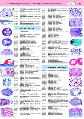 Lâminas Preparadas para Microscópio em Orden Sistemática 59 
Ac1142d 
Ac1143f 
Pi121d 
Pi122d 
Pi111f 
Pi115d 
Pi117e 
Pi132e 
Pi135d 
Pi1325f 
Pi160c 
Pi162c 
Pi153c 
Pi165d 
Pi172b 
Am111e 
Am147d 
Am146e 
Am133c 
Am212c 
Am213d 
Am215c 
Ac117s Branchiostoma lâmina composta, mostrando 
s.t. através da região da boca, faringe, intesti-no, 
e rabo 
Ac151g Branchiostoma embriologia, ovo não fertili-zado 
u.i. * 
Ac156k Branchiostoma embriologia, estágios de 2 à 
16 células, u.i. * 
Ac159g Branchiostoma embriologia, 32 e 64 células 
u.i. * 
Ac162g Branchiostoma embriologia, estágio de blas-tula 
u.i. * 
Ac164g Branchiostoma embriologia, estágio gastru-la 
u.i. * 
Ac166g Branchiostoma embriologia, larva inicial u.i. * 
Ac168g Branchiostoma embriologia, larva tardiau.i. * 
PISCES – PEIXES 
Cyclostomata 
Pi1271h Ammocoetes, lampréia, larva de pequeno es-pécime 
u.i. * 
Pi1273f Ammocoetes, região da cabeça s.t. 
Pi1274f Ammocoetes, região da faringe s.t. 
Pi1275f Ammocoetes, região do abdomen s.t. 
Pi1276f Ammocoetes, região do rabo s.t. 
Pi120d Petromyzon, lampréia, cabeça s.t. 
Pi121d • Petromyzon, região das brânquias s.t. 
Pi122d • Petromyzon, região do abdomen s.t. 
Pi123c Petromyzon, região do rabo s.t. 
Pi124g Petromyzon, região da cabeça e brânquias, 
s.l. horizontal 
Pi1252f Petromyzon, corda s.l. 
Pi1253f Petromyzon, corda s.t. 
Pi1254c Petromyzon, intestino, s.t. 
Pi1255d Petromyzon, região da boca s.t. 
Pi1256c Petromyzon, rim s.t. 
Pi1257d Petromyzon, Ovário s.t. 
Pi1258f Petromyzon, Cérebro s.t. 
Pi1259d Petromyzon, corda e cordão espinhal, s.t. 
Selachii – Peixes cartilaginosos 
Pi109g Scyllium, tubarão de leite, s.l. horizontal atra-vés 
da região da cabeça e brânquias de espé-cime 
jovem inteiro * 
Pi1095f • Scyllium, região da cabeça, s.t. 
Pi110f Scyllium, arcos branquiais s.t. 
Pi111f • Scyllium, tubarão de leite, s.t. na região do 
tórax e brânquias de espécime jovem inteiro 
Pi112f • Scyllium, tubarão de leite, s.t. na região do 
abdomen, com intestino espiral e fígado 
Pi113d Scyllium, s.t. das nadadeiras 
Pi114d Scyllium, s.t. na região do rabo 
Pi115d • Scyllium, pele com escamas placóides, s.l. 
vertical 
Pi1152f Scyllium, pele com escamas placóides, u.i. 
Pi1153f Scyllium, maxilar com desenvolvimento de 
dente s.t. 
Pi1154f Scyllium, cérebro s.l. 
Pi1155f Scyllium, epitélio olfatório, s.t. 
Pi1156f Scyllium, órgão de linha lateral s.t. 
Pi116d Scyllium, cartilagem s.t. 
Pi117e • Scyllium, coluna vertebral com cordão espi-nhal 
e notocórdia, s.t. 
Pi118g Scyllium, coração sagital s.l. * 
Pi119g Scyllium, cérebro sagital s.l. * 
Pi169e Torpedo marmorata, arraia elétrica, s.t. do 
órgão elétrico 
Teleostei – Peixes ossificados 
Pi130g Peixe de água doce (pequeno espécime), in-teiro 
sagital s.l. 
Pi131d Peixe de água doce , região da boca s.t. 
Pi132e • Peixe de água doce , cabeça e olhos s.t. 
Pi1325f • Peixe de água doce , cabeça com cérebro 
sagital l.s 
Pi133d • Peixe de água doce , região das brânquias s.t. 
Pi134d • Peixe de água doce , região do coração s.t. 
Pi135d Peixe de água doce , região abdominal mos-trando 
rim, fígado e intestino s.t. 
Pi136d • Peixe de água doce , região das gônadas s.t. 
Pi137c Peixe de água doce , região do rabo s.t. 
Pi138f Peixe de água doce , horizontal s.l. através 
da cabeça e brânquias 
Pi139f Peixe de água doce , retina adaptada para o 
escuro, s.t. da cabeça 
Pi1392f Peixe de água doce , retina adaptada para a 
luz, s.t. da cabeça 
Pi140e Peixe de água doce , sec. horizontal de olho 
mostrando retina 
Pi141f Peixe de água doce , coração sagital s.l. 
Pi160c • Cyprinus, carpa, brânquias s.t. 
Pi157d Cyprinus, carpa coração s.l. 
Pi162c • Cyprinus, carpa esfregaço de sangue 
Pi164d Cyprinus, carpa rim pronefro s.t. 
Pi155c • Cyprinus, carpa estômago s.t. 
Pi154c • Cyprinus, carpa intestino delgado s.t. 
Pi151c Cyprinus, carpa, fígado s.t. 
Pi156c Cyprinus, carpa pancreas s.t. 
Pi158c Cyprinus, carpa bexiga de ar s.t. 
Pi159c Cyprinus, carpa rim s.t. 
Pi153c • Cyprinus, carpa ovário s.t. 
Pi152c • Cyprinus, carpa testículo s.t. 
Pi161d Cyprinus, carpa cérebro s.t. 
Pi163c • Cyprinus, carpa pele vertical s.l. 
Pi165d • Cyprinus, órgão táctil s.t. 
Pi1652f Cyprinus, s.t. de órgão de linha lateral. O ór-gão 
do balanço* 
Pi1661d Trutta, truta, coração s.l. 
Pi1662c Trutta, truta brânquias s.t. 
Pi1663c Trutta, truta rim s.t. 
Pi1664d Trutta, truta testículo s.t. 
Pi1665e Trutta, truta cérebro s.l. 
Pi1666f Trutta, truta cérebro s.l., prata 
Pi1667f Trutta, truta cérebro, s.t. de 3 regiões (bulbo 
olfatório, teto óptico, cerebelo) 
Pi1668d Trutta, truta coluna vertebral e cordão espinhal, s.t. 
Pi1671c Gasterosteus, peixe espinhela, brânquias u.i. 
Pi1672e Gasterosteus, olho, radial s.l. 
Pi1674c Gadus, bacalhau, cérebro s.t. 
Pi180d Pleuronectes, solha, pele com cromatóforos 
u.i. 
Pi181e Syngnathus ou Hippocampus, cavalo mari-nho, 
s.t. mostrando rim 
Pi182d Peixe, s.t. de maxilar mostrando dentes 
Pi183f Lebistes, peixe, órgão de equilíbrio com ma-cula 
s.t. 
Pi1265d Anguilla vulgaris, enguia, espécime jovem s.t. 
Pi171b • Escama ciclóide u.i. 
Pi172b • Escamas ctenóides u.i. 
Pi173b • Escamas placóides u.i. 
Pi174e Escamas ganóides (rombóide) u.i. * 
Pi175f Escamas de peixe lâmina composta, mostra 
escamas ciclóide, ctenóide e placóide, u.i. 
AMPHIBIA – AMFÍBIOS 
Am1021d Amphiuma, Congo, enguia, esfregaço de san-gue 
Am1022d Amphiuma, coração s.t. 
Am1023d Amphiuma, artéria s.t. 
Am1025d Amphiuma, pulmãos.t. 
Am1027d Amphiuma, esôfago s.t. 
Am1028d Amphiuma. estômago s.t. 
Am1029d Amphiuma, intestino delgados.t. 
Am1031d Amphiuma, intestino grosso s.t. 
Am1033d Amphiuma, fígado s.t. 
Am1034d Amphiuma, baço s.t. 
Am1036d Amphiuma, ovário s.t. 
Am1037d Amphiuma, oviduto s.t. 
Am1039d Amphiuma, testículo s.t. 
Am1041d Amphiuma, bexiga urinária s.t. 
Am1043d Amphiuma, pele s.l.vertical 
Am121e • Salamandra Larva, s.t. da pele e outros órgãos 
selecionados para mostrar a divisão celular 
(mitose) em vários estágios 
Am111e Salamandra larva, cabeça com olhos.t. 
Am112d • Salamandra larva, região de brânquias exter-nas 
s.t. 
Am113d Salamandra larva, região do tórax e pernas s.t. 
Am114d Salamandra larva, região do abdomen s.t. 
Am115c Salamandra larva, região do rabo s.t. 
Am141d • Salamandra, s.t. do fígado para demonstração 
de célula animal típica com núcleo, citoplasma 
e células membranosas 
Am146e • Salamandra, testículo s.t., em gral muitos está-gios 
de meiose e mitose podem ser observados 
Am131d • Salamandra, pele com glândulas de veneno, 
vertical s.l. 
Am132c Salamandra, pulmão s.t. 
Am133c Salamandra, esfregaço de sangue 
Am142c Salamandra, rim s.t. 
Am143c Salamandra, estômago s.t. 
Am144c Salamandra, intestino delgados.t. 
Am145d Salamandra, glândula tiróide s.t. * 
 