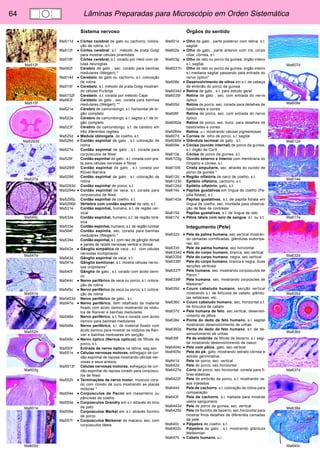 64 Lâminas Preparadas para Microscópio em Orden Sistemática 
Ma607d 
Ma609e 
Ma612d 
Ma614e 
Ma617e 
Ma632d 
Ma635d 
Ma636d 
Ma637d 
Ma638e 
Ma640c 
Ma512f 
Ma515f 
Ma5293d 
Ma527e 
Ma545c 
Ma547e 
Ma551e 
Ma552h 
Ma603g 
Ma601e 
Ma605d 
Sistema nervoso 
Ma511d • Córtex cerebral de gato ou cachorro, colora-ção 
de rotina, s.t. 
Ma512f • Córtex cerebral, s.t. método de prata Golgi 
para mostrar células piramidais 
Ma518f Córtex cerebral, s.t. corado por Held com cé-lulas 
neuroglias 
Ma562f Cérebro de gato , sec. corado para bainhas 
medulares (Weigert) * 
Ma514d • Cerebelo de gato ou cachorro, s.t. coloração 
de rotina 
Ma515f • Cerebelo, s.t. método de prata Golgi mostran-do 
células Purkinje 
Ma5152f Cerebelo, s.t. corada por método Cajal 
Ma563f Cerebelo de gato , sec. corada para bainhas 
medulares (Weigert) ** 
Ma521e Cérebro de camundongo, s.l. horizontal de ór-gão 
completo 
Ma522e Cérebro de camundongo, s.l. sagital s.l. de ór-gão 
completo 
Ma523f Cérebro de camundongo, s.t. de cérebro em 
três diferentes regiões 
Ma525d • Medula oblongata, de coelho, s.t. 
Ma526d • Cordão espinhal de gato , s.t. coloração de 
rotina 
Ma527e Cordão espinhal de gato , s.t. corada para 
corpúsculos de Nissl 
Ma528f Cordão espinhal de gato , s.t. corada com pra-ta 
para células nervosas e fibras 
Ma5285f Cordão espinhal de gato , s.t. corada por 
Klüver-Barrera 
Ma529d Cordão espinhal de gato , s.l. coloração de 
rotina 
Ma5293d Cordão espinhal de porco, s.t. 
Ma5294e • Cordão espinhal de vaca, s.t. corada para 
corpúsculos de Nissl 
Ma5295c Cordão espinhal de coelho, s.t. 
Ma5296d Vertebra com cordão espinhal de rato, s.t. 
Ma531e Cordão espinhal, humano, s.t. de região cer-vical 
Ma532e Cordão espinhal, humano, s.t. de região torá-xica 
Ma533e Cordão espinhal, humano, s.t. de região lumbar 
Ma564f Cordão espinha, sec. corada para bainhas 
medulares (Weigert) * 
Ma534e Cordão espinhal, s.t. com raiz de gânglio dorsal 
e partes de raízes nervosas ventral e dorsal 
Ma542e • Gânglio simpático de vaca , s.t. com células 
nervosas multipolares 
Ma543d Gânglio espinhal de vaca, s.t. 
Ma541e Gânglio semilunar, s.t. mostra células nervo-sas 
unipolares* 
Ma540f Gânglio de gato , s.t. corado com ácido ósmi-co 
Ma544c • Nervo periférico de vaca ou porco, s.l. colora-ção 
de rotina 
Ma545c • Nervo periférico de vaca ou porco, s.t. colora-ção 
de rotina 
Ma5453d Nervo periférico de gato , s.l. 
Ma547e • Nervo periférico, item retalhado de material 
fixado com ácido ósmico mostrando os nódu-los 
de Ranvier e bainhas medulares 
Ma546e Nervo periférico, s.t. fixa e corada com ácido 
ósmico para bainhas medulares 
Ma548e Nervo periférico, s.l. de material fixado com 
ácido ósmico para mostrar os nódulos de Ran-vier 
e bainhas medulares em secção 
Ma549c • Nervo óptico (Nervus opticus) de filhote de 
porco, s.t. 
Ma550f Entrada de nervo óptico na retina, sag.sec. 
Ma551e • Células nervosas motoras, esfregaço de cor-dão 
espinhal de raposa mostrando células ner-vosas 
e seus anexos 
Ma5513f Células nervosas motoras, esfregaço de cor-dão 
espinhal de raposa corado para corpúscu-los 
de Nissl 
Ma552h • Terminações de nervo motor, músculo cora-do 
com cloreto de ouro mostrando as placas 
motoras * 
Ma554e • Corpúsculos de Pacini em mesentério ou 
pâncreas de coelho 
Ma555e • Corpúsculos Grandry em s.t. através do bico 
de pato 
Ma556e Corpúsculos Merkel em s.t. através focinho 
de porco 
Ma557f • Corpúsculos Meissner de macaco, sec. com 
corpúsculos táteis 
Órgãos do sentido 
Ma601e • Olho de gato , parte posterior com retina, s.l. 
sagital 
Ma602e • Olho de gato , parte anterior com iris, corpo 
ciliar, córnea, s.l. 
Ma603g • Olho de rato ou porco da guinea, órgão inteiro 
s.l. sagital 
Ma6031h Olho de rato ou porco da guinea, órgão inteiro 
s.l.mediana sagital passando pela entrada do 
nervo óptico* 
Ma608e • Desenvolvimento de olhos em s.t. de cabeça 
de embrião do porco da guinea 
Ma6034d • Retina de gato , s.t. para estudo geral 
Ma6035f Retina de gato , sec. com entrada do nervo 
óptico 
Ma605d Retina de porco, sec. corada para detalhes de 
bastonetes e cones 
Ma606f Retina de porco, sec. com entrada do nervo 
óptico 
Ma6062e Retina de porco, sec. horiz. para detalhes de 
bastonetes e cones 
Ma6064e Retina, u.i. mostrando células pigmentosas 
Ma607d • Cornea de olho de porco, s.l. sagital 
Ma6066e • Glândula lacrimal de gato , s.t. 
Ma609e • Cóclea (ouvido internal) de porco da guinea, 
s.l. órgão de Corti 
Ma610e Cóclea de porco da guinea, s.t. 
Ma6103g Ouvido externo e interno com membrana do 
tímpano e cóclea, s.l. 
Ma6105t Crista ampullaris, sec. através do ouvido de 
porco da guinea * 
Ma612d • Região olfatória de nariz de coelho, s.t. 
Ma6123d Epitélio olfatório, cachorro, s.t. 
Ma6124d Epitélio olfatório, gato, s.t. 
Ma614e • Papilas gustativas em língua de coelho (Pa-pilla 
foliata), s.t. 
Ma6142e Papilas gustativas, s.t. de papilla foliata em 
língua de coelho, sec. montada para observa-ção 
de fase de contraste 
Ma615d Papilas gustativas, s.t. de língua de rato 
Ma617e • Pêlos táteis com seio de sangue, s.l. ou s.t. 
Integumento (Pele) 
Ma632d • Pele da palma humana, sec.vertical mostran-do 
camadas cornificadas, glândulas sudorípa-ras, 
etc. 
Ma633d Pele da palma humana, sec horizontal 
Ma6334d • Pele do corpo humano, branca, sec.vertical 
Ma6335d Pele do corpo humano, negra, sec.vertical 
Ma6336f Pele do corpo humano, branca e negra, duas 
secções verticais 
Ma6337f Pele humana, sec. mostrando corpúsculos de 
Pacini * 
Ma6338f Pele humana, sec. mostrando corpúscles de 
Meissner* 
Ma635d • Couro cabeludo humano, secção vertical 
mostrando s.l. de folículos de cabelo, glându-las 
sebáceas, etc. 
Ma636d • Couro cabeludo humano, sec. horizontal.s.t. 
de folículos de cabelo 
Ma637d • Pele humana de feto, sec.vertical, desenvol-vimento 
de pêlos 
Ma638e • Ponta do dedo de feto humano, s.l. sagital 
mostrando desenvolvimento de unhas 
Ma6382e Ponta do dedo de feto humano, s.t. de de-senvolvimento 
de unhas 
Ma639f Pé de embrião de filhote de bezerro, s.l. sagi-tal 
mostrando desenvolvimento de casco 
Ma6404c • Pele com pêlos, gato, sec.vertical 
Ma6405c Pele do pé, gato, mostrando extrato córnea e 
extrato germinativa 
Ma641d Pele de porco, sec. vertical 
Ma642d Pele de porco, sec.horizontal 
Ma6427e Cório de porco, sec.horizontal. corada para fi-bras 
elásticas 
Ma6422f Pele de embrião de porco, s.t. mostrando va-sos 
injetados 
Ma644d Pele de cachorro, s.l. coloração de rotina para 
comparação 
Ma643f Pele de cachorro, s.l. injetada para mostras 
vasos sanguineos 
Ma6443d Pele de porco da guinea, sec. vertical 
Ma6425d Pele de focinho de bezerro, sec.horizontal para 
mostrar finos detalhes de diferentes camadas 
da pele 
Ma640c • Pálpebra de coelho, s.t. 
Ma6402c Pálpebra de gato , s.t. mostrando glândula 
Meibomian 
Ma647b • Cabelo humano, u.i. 
 