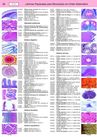 66 Lâminas Preparadas para Microscópio em Orden Sistemática 
Ho4225e 
Ho429f 
Ho4395f 
Ho461f 
Ho466e 
Ho514e 
Ho5155e 
Ho531e 
Ho530e 
Ho542f 
Ho534g 
Ho2372e 
Ho252e 
Ho253f 
Ho317f 
Tooth 
Ho331e 
Ho337e 
Ho345e 
Ho338e 
Ho411e 
Ho418e 
Ho2363e Medula óssea vermelha, feto humano, s.t., 
corado por Giemsa 
Ho237f Medula óssea vermelha, humano, esfregaço, 
corado por Giemsa 
Ho2372e Desenvolvimento de células sanguineas em 
sec. de fígado de feto 
Ho2376e Timo de feto humano, sec. 
Ho238f • Timo de criança, s.t. 
Ho239f Timo de adulto humano, s.t. 
Glândulas endócrinas 
Ho252e • Glândula Tiróide (Gl. thyreoidea), humana s.t. 
Ho2523f Glândula Paratiróide (Gl. parathyreoidea), 
humana s.t. * 
Ho253f • Glândula Adrenal (Gl. suprarenal), humana 
s.t. 
Ho255f • Glândula Pituitária (hipófise), humana s.t. * 
Ho257f • Corpo Pineal (Epífise), humana s.t. * 
Ho254f • Pâncreas com ilhotas de Langerhans, huma-no, 
sec. 
Sistema digestivo 
Ho310f • Lábio, humano s.t. 
Ho3102e Lábio, de feto humano, s.t. 
Ho311e • Dente, humano, s.t. de coroa 
Ho312e Dente, humano, s.t. de raiz 
Ho313f Dente, humano, s.l. completa 
Ho3137g Dente, humano, fina s.t. * 
Ho3138k Dente, humano, fina s.l. * 
Ho315f Desenvolvimento de dente de feto humano, 
estágios iniciais s.l. 
Ho316f • Desenvolvimento de dente de feto humano, 
estágio mediano s.l. 
Ho317f Desenvolvimento de dente de feto humano, 
estágio tardio s.l. 
Ho322e • Língua, humana, s.t. 
Ho3234f Língua, humana, sec. com papila filiforme 
Ho3235f Língua, humana, sec. com papila fungiforme 
Ho324e Língua de feto humano, s.t. 
Ho326e • Palato mole, humano s.t. 
Ho327e Palato duro, humano s.t. 
Ho331e • Esôfago, humano s.t. 
Ho333e Estômago, região cardiaca, humano s.t. 
Ho334e • Estômago, região fundica, humana s.t. 
Ho335e Estômago, região pilorica, humana s.t. 
Ho3361e Estômago de feto humano, s.t. 
Ho3365f Junção Estômago – duodenum, humano, s.l. 
Ho337e • Duodeno, humano s.t. 
Ho3373f Duodeno, humano s.t. glândulas mucosas co-radas 
por PAS-HE 
Ho338e Jejuno, humano s.t. 
Ho339e Íleo, humano s.t. 
Ho340e Intestino delgado de feto humano, s.t. 
Ho341e • Apêndice vermiforme, humano s.t. 
Ho345e • Cólon, humano s.t. 
Ho347e Reto, humano s.t. 
Ho3472f Junção Reto-ânus, humano s.l. 
Ho351e • Glândula Parótida (Gl. parotis), humano s.t. 
Ho352e • Glândula Submaxilar (Gl. submandibularis), 
humano s.t. 
Ho353e • Glândula Sublingual (Gl. sublingualis), hu-mano 
s.t. 
Ho354e • Pâncreas, humano s.t. 
Ho3543e Pâncreas de feto humano, s.t. 
Ho357e • Fígado, humano s.t. 
Ho359e Fígado, de feto humano, sec. 
Ho3592f Fígado, de feto humano, sec. mostrando va-sos 
injetados 
Ho360f Fígado, humano, sec. corada para glicogenio 
Ho362e • Vesícula, humano s.t. 
Sistema excretório 
Ho411e • Rim, humano s.t. 
Ho418e Papila renal, humano s.t. 
Ho419e Rim, de feto humano, s.t. 
Ho4195f Rim, humano, s.t. mostrando vasos injetados 
Ho421e • Ureter, humano s.t. 
Ho422e • Bexiga urinária, humano s.t. 
Ho4225e • Uretra, humano, s.t. 
Ho423e Uretra, parte prostática, humano s.t. 
Sistema reprodutório 
Ho428f Ovário, de feto humano, s.t. * 
Ho429f • Ovário, fase ativa, humano s.t. 
Ho430f Ovário, fase inativa, humano s.t. 
Ho434f • Ovário com corpo lúteo, humano s.t. 
Ho4343f Ovário com corpo albicans, humano s.t. 
Ho435e • Oviduto (Tubo de Falópio), s.t. na região da 
ámpula 
Ho4352e Oviduto (Tubo de Falópio), s.t. na região da 
fimbria 
Ho4365f Útero, de feto humano, s.t. 
Ho4368e • Útero, humano, s.t. para estrutura geral 
Ho437f Útero, humano, estágios proliferativos, s.t. 
Ho438f Útero, humano, estágios secretórios s.t. 
Ho439f Útero, humano, estágios desquamativos s.t. 
Ho4395f Útero, humano, grávido, s.t. 
Ho4397f Cervix uterina, humano s.l. 
Ho440e • Placenta, humano s.t. 
Ho4402f Placenta, sítio de implantação, humano s.t. 
Ho4404e • Cordão umbilical, humano s.t. 
Ho445h Feto Humano, s.l. 
Ho450e • Vagina, humano s.t. 
Ho460f Testículo de criança, s.t. 
Ho461f • Testículo de adulto, estágio maduro s.t. 
Ho4628e Túbulo eferente de testículo, humano s.t. 
Ho463e Epidídimo, human s.t. 
Ho464e • Esperma, esfregaço, humano 
Ho466e • Cordão espermático (canal deferente), huma-no 
s.t. 
Ho4663e Cordão espermático (ampola), humano s.t. 
Ho467e • Vesícula seminal (Gl. vesiculosa), humano 
s.t. 
Ho4678e Próstata de homem jovem, s.t. 
Ho468e • Próstata de homem velho, s.t. 
Ho469g Penis de feto humano, s.t. * 
Sistema nervoso 
Ho511e • Córtex cerebral, humano, s.t. coloração de 
rotina 
Ho512g Córtex cerebral, humano, s.t. coloração com 
prata 
Ho518g Córtex cerebral, humano, s.t. cor. por Held 
para células neuroglias 
Ho5125e Córtex cerebral de feto humano, s.t. colora-ção 
de rotina 
Ho5126g Córtex cerebral de feto humano, s.t. colora-ção 
com prata 
Ho514e • Cerebelo, humano, s.t. coloração de rotina 
Ho515g Cerebelo, humano, s.t. coloração com prata 
Ho5155e Cerebelo de feto humano, s.t. coloração de 
rotina 
Ho5156g Cerebelo de feto humano, s.t. coloração com 
prata 
Ho5158f Cerebelo, humano, s.t., corada por Weigert 
Ho516g Cérebro e Cerebelo lâmina composta, s.t. co-loração 
de rotina 
Ho5163g Developing Cérebro de feto humano, sag. sec. 
Ho517g Tronco do Cérebro, humano s.t. 
Ho5368f Chiasma óptico, humano s.t. 
Ho5232f Chiasma óptico, humano, Klüver - Barrera 
Ho5233f Corpo caloso, humano, Klüver - Barrera 
Ho5235f Ponte, humano, s.t. coloração de rotina 
Ho5236g Ponte, humano, s.t. coloração com prata 
Ho5238f Tálamo, humano, Klüver - Barrera 
Ho5239f Pedúnculo cerebral, humano, Klüver - Barrera 
Ho525f • Medula oblongata, humano, s.t. coloração de 
rotina 
Ho5251f Medula oblongata, humano, s.t. Klüver - Bar-rera 
Ho5252t Medula oblongata, humano, s.t. . coloração 
com prata 
Ho5254f Medula oblongata de feto humano, s.t. 
Ho530e • Cordão espinhal, humano, s.t. para estrutura 
geral 
Ho534g Cordão espinhal, humano, s.t. . coloração com 
prata 
Ho535e Cordão espinhal, humano, s.l. coloração de 
rotina 
Ho531e Cordão espinhal, humano, s.t. região cervical, 
coloração de rotina 
Ho5315f Cordão espinhal, humano, s.t. cervical, Klüver 
- Barrera 
Ho532e Cordão espinhal, humano, s.t. região toráxi-ca, 
coloração de rotina 
Ho5325f Cordão espinhal, humano, s.t. região toráxi-ca, 
Klüver - Barrera 
Ho533e Cordão espinhal, humano, s.t. região lombar, 
coloração de rotina 
Ho5335f Cordão espinhal, humano, s.t. região lombar, 
Klüver - Barrera 
Ho5365f Dorsal raíz ganglion, humano s.t. coloração 
de rotina 
Ho5366g Dorsal raíz ganglion, human s.t. silvered 
 