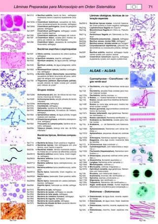 Lâminas Preparadas para Microscópio em Orden Sistemática 71 
Ba140d 
Ba146d 
Ba1263d 
Ba122d 
Ba121d 
Ba128d 
Ba130f 
Ba161e 
Ba165d 
Ba167g 
Ba170h 
Ba152d 
Ba171d 
Ba184d 
Ba181d 
Ba190d 
Ag111c 
Ag113c 
Ag115c 
Ag117c 
Ag116c 
Ag118c 
Ba121d • Bacillus subtilis, bacilo do feno , esfregaço 
mostrando bacilo e espóros duplamente cora-dos 
Ba1303e • Clostridium botulinum, causadora do botu-lismo 
(envenemamento da comida), esfregaço 
Ba1285d Clostridium perfringens, causa da gangrena 
gasosa, esfregaço 
Ba1287f Clostridium perfringens, esfregaço corado 
para mostrar espóros 
Ba128d Clostridium septicum, esfregaço de cultura 
Ba130f • Clostridium tetani, corada para mostrar es-póros 
por método de Ziehl-Neelsen 
Ba129e Clostridium tetani, causadora de contrações 
musculares, esfregaço 
Bactérias espirilas e espiroquetas 
Ba164f • Vibrio comma, causadora da cólera asiática, 
esfregaço 
Ba161e • Spirillum volutans, espirilo, esfregaço * 
Ba162d Spirillum serpens, de água pútrida, esfrega-ço 
Ba163d Spirillum undula, de água estagnada, esfre-gaço 
Ba165d • Rhodospirillum rubrum, bastões cromogêni-cos, 
esfregaço 
Ba167g • Borrelia duttoni (Spirochaeta recurrentis), 
causadora da febre recurrente africana, esfre-gaço 
de sangue com organismos* 
Ba170h • Treponema pallidum (Spirochaeta pallida), 
secção através de lesão corada por Levaditi 
pelo método de prata* 
Grupos mistos 
Ba1528d Actinomyces alni, sec. de nódulo da raiz mos-trando 
micorriza de Amieiro 
Ba1526f Actinomyces bovis, secção através de tecido 
infectado 
Ba1525e Actinomyces, esfregaço 
Ba157e Caulobacter, esfregaço 
Ba193d Galionella, bactéria do ferro, esfregaço 
Ba191d Methanobacterium, formadora de metano, 
esfregaço 
Ba190d • Sphaerotilus natans, de água pútrida, longas 
cadeias com bainhas 
Ba152d • Streptomyces griseus, antibiótico estreptomi-cina, 
esfregaço 
Ba192d Thiocystis ou Lamprocystis, bactéria de en-xofre, 
esfregaço 
Ba250e Tobacco mosaic, doença viral, sec. de folha 
infectada.* 
Bactérias típicas, lâminas compos-tas 
Ba171d • Bactéria da boca, Gram positiva e negativa 
Ba201e • Bactérias típicas: tres esfregaços em uma 
lâmina, coco, bacilo e espirilo 
Ba203e • Bactérias mistas: lâmina mostrando espéci-es 
mistas de um número de diferentes culturas 
Ba2061d Bactéria esférica (coco) típica, Gram-negati-va, 
esfregaço 
Ba2062d Bactéria esférica (coco) típica, Gram-positi-va, 
esfregaço 
Ba2071d Bactéria esférica típica (estreptococos), es-fregaço 
Ba2072d Bactéria esférica típica (estafilococos), esfre-gaço 
Ba2051d Bacilo típico, bastonete, Gram negativa, es-fregaço 
Ba2052d Bacilo típico, bastonete, Gram-positiva, esfre-gaço 
Ba2065d Bacilo típico, bastonete em cadeia (estrepto-bacilos), 
esfregaço 
Ba209d Espirilo típico, helicoidal ou vibrião, esfrega-ço 
Ba181d Bactéria do pão, esfregaço 
Ba182d Bactéria do queijo, esfregaço ou secção 
Ba183d Bactéria do leite azedo, esfregaço 
Ba184d Bactéria do intestino humano, esfregaço 
Ba185d Bactéria do iogurte, esfregaço 
Ba186d Bactéria da couve azeda, esfregaço 
Ba187d Bactéria da infusão do feno causando decom-posição, 
esfregaço 
Lâminas citológicas, técnicas de co-loração 
especiais 
Ba2081d Bactérias típicas mistas, incluindo bastone-tes 
Gram-positivo e Gram-negativo, esfregaço 
Ba210g Lophotrichous flagella em Espirilo* 
Ba212g Monotrichous flagella em Vibrio ou Pseudo-monas* 
Ba211g Peritrichous flagella em Salmonela ou Pro-teus* 
Ba221f Klebsiella pneumoniae , cápsula, esfregaço 
Ba224g Bacillus cereus, núcleo DNA, esfregaço* 
Ba225t Bacillus cereus , divisão celular por Feulgen* 
Ba229f Corynebacterium diphtheriae, grânulos me-tacromáticos 
ou corpúsculos polares, esfrega-ço 
Ba226f Bacillus subtilis, espóros, esfregaço dupla-mente 
corado com espóro central 
Ba228f Clostridium botulinum espóros, esfregaço 
duplamente corado com espóro subterminal 
ALGAE – ALGAS 
Cyanophyceae – Cianofíceas – Al-gas 
verde-azul 
Ag111c • Oscilatória, uma alga filamentosa verde-azul 
u.i. 
Ag112d Oscilatória, secções finas coradas para mos-trar 
material nuclear 
Ag1123c Oscilatória, bainha mucosa, u.i. 
Ag113c • Nostoc, u.i. mostra filamentos e heterocistos 
Ag114d Nostoc, secção para finos detalhes de filamen-to 
e bainha 
Ag1146f Nostoc ou outra alga verde-azul, mostra ma-terial 
nuclear corada * 
Ag1145d Nostoc gunnerae, alga simbiótica vivendo em 
tronco de Gunnera 
Ag1147c Nostoc zetterstettii, alga gelatinosa, filamen-tos 
ramificados, u.i. 
Ag1148c Nostoc caeruleum, filamentos ramificados, u.i. 
Ag1151f Anabaena ou Oscilatória, corada para mos-trar 
núcleo 
Ag115c • Anabaena, , u.i. de filamentos com heterocis-tos 
Ag1156d Aphanizomenon, filamentos com várias me-didas 
u.i. 
Ag1157d Aphanothece, pequenas células em colônias 
u.i. 
Ag1153d Arthrospira, filamentos espirais regulares u.i. 
Ag1205c Beggiatoa, uma alga incolor mostrando falta 
de clorofila 
Ag117c • Chroococcus, alga unicelular u.i. 
Ag1162d Cylindrospermum, com heterocistos e espo-ros 
u.i. 
Ag1152d Fischerella (Hapalosiphon), filamentos rami-ficados 
u.i. 
Ag116c • Gloeocapsa, pequenas colônias entre cama-das 
u.i. 
Ag119c • Gloeotrichia, formando aquinetos u.i. 
Ag1166d Lyngbya, filamentos entre camadas u.i. 
Ag1164d Merismopedia, colônias u.i. 
Ag1176c • Microcystis, colônias irregulares u.i. 
Ag1207d Ophridium versatile, alga gelatinosa, filamen-toss 
com heterocistos 
Ag118c Rivularia, com heterocisto basal u.i. 
Ag120c Scytonema, tricomas não ramificados u.i. 
Ag1172d Spirulina, espirais unicelulares u.i. 
Ag1174d Stigonema, talo ramificado u.i. 
Ag1155c Tolypothrix, filamentos não ramificados u.i. 
Ag1201d Algas verde-azuis mistas, muitas espécies 
diferentes em uma lâmina para comparação u.i. 
Diatomeae – Diatomaceas 
Ag121c • Diatomáceas, de água doce, recente, espéci-es 
mistas 
Ag122c • Diatomáceas, de água doce, fossil, espécies 
mistas 
Ag123c • Diatomáceas, marinho, recente, espécies mis-tas 
Ag124c • Diatomáceas, marinho, fossil, espécies mis-tas 
 
