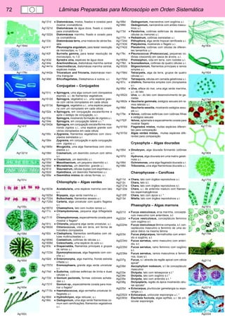 72 Lâminas Preparadas para Microscópio em Orden Sistemática 
Ag183c 
Ag192d 
Ag174d 
Ag1715c 
Ag180d 
Ag177d 
Ag181c 
Ag175e 
Ag211d 
Ag221d 
Ag222d 
Ag1164d 
Ag1176c 
Ag121c 
Ag141f 
Ag1321d 
Ag151c 
Ag155c 
Ag158d 
Ag160d 
Ag165e 
Ag182c 
Ag131d • Diatomáceas, mistos, fixados e corados para 
mostrar cromatóforos 
Ag1321d Diatomáceas de água doce, fixado e corado 
para cromatóforos 
Ag1322d Diatomáceas marinho, fixado e corado para 
os cromatóforos 
Ag133c Diatomáceas terra, uma mistura de vários fos-séis 
Ag141f Pleurosigma angulatum, para testar resolução 
de microscópio, nD 1,0 
Ag142f Surirella gemma, para testar resolução de 
microscópio, nD 1,0 
Ag143d Synedra ulna, espécies de água doce 
Ag144e Arachnoidiscus, diatomácea marinha central 
Ag1441e Coscinodiscus, diatomácea marinha central, 
espécies mistas 
Ag1442e Triceratium and Tricnaria, diatomácea mari-nha 
triangular 
Ag149d Silicoflagellates, Distephanus e outros, u.i. 
Conjugatae – Conjugados 
Ag151c • Spirogyra, uma alga comum com cloropastos 
espirais, u.i. de filamentos vegetativos 
Ag1512d Spirogyra, vegetativo u.i., uma espécie gran-de 
com vários cloroplastos em cada célula 
Ag1513d Spirogyra, vegetativo u.i., uma espécie peque-na 
com um cloroplasto em cada célula 
Ag152e • Spirogyra, em conjugação escalariforme e 
após o estágio de conjugação, u.i. 
Ag153e Spirogyra, mostrando formação de zigotos u.i. 
Ag154e Spirogyra, em conjugação lateral u.i. * 
Ag1542e Spirogyra, em conjugação escalariforme mos-trando 
zigotos u.i., uma espécie grande com 
vários cloroplastos em cada célula 
Ag155c • Zygnema, filamentos vegetativos com cloro-plastos 
estrelados u.i. 
Ag156e Zygnema, em conjugação e após conjugação 
com zigotos u.i. 
Ag1565c Mougeotia, uma alga filamentosa com cloro-plastos 
u.i. 
Ag158d Cosmarium, um desmídio comum com istmo 
u.i. 
Ag157d • Closterium, um desmídio u.i. 
Ag159d Mesothaenium, um pequeno desmídio u.i. 
Ag160d • Micrasterias, um desmídio grande u.i. 
Ag161d Staurastrum, células duplas com espinhas u.i. 
Ag162d Hyalotheca, um desmídio filamentoso u.i. 
Ag165e • Desmídios mistos de várias formas, u.i. 
Chlorophyta – Algas verdes 
Ag1923e Acetabularia, uma espécie marinha com talo 
u.i. 
Ag1925d Bryopsis, alga verde marinha u.i. 
Ag1722d Bulbochaete, filamentos sesseis u.i. 
Ag1725d Carteria, alga unicelular com quatro flagelos 
u.i. 
Ag1907d Chaetophora, talo com muitos ramos u.i. 
Ag171c • Chlamydomonas, pequena alga biflagelada 
u.i. 
Ag1711f Chlamydomonas, especialmente corada para 
mostrar o flagelo* 
Ag191c • Chlorella, pequena alga verde unicelular, u.i. 
Ag1902d Chlorococcus, vida em terra, em forma de 
holosfera cloroplastos 
Ag182c • Cladophora, filamentos ramificados com cé-lulas 
multinucleadas u.i. 
Ag1904d Coelastrum, colônias de células u.i. 
Ag1908d Coleochaete, uma espécie do solo u.i. 
Ag183c • Draparnaldia, filamentos principais e grupos 
de ramos u.i. 
Ag1723d Dysmorphococcus, alga flagelada com con-cha 
u.i. 
Ag192d • Enteromorpha, alga marinha, fronde estreita 
inflada u.i. 
Ag1757d Eremosphaera, grande alga verde unicelular 
u.i. 
Ag174d • Eudorina, colônias esféricas de trinta e duas 
células u.i. 
Ag172d • Gonium pectorale, formas coloniais achata-das 
u.i. 
Ag1721f Gonium sp., especialmente corada para mos-trar 
o flagelo* 
Ag1715c • Haematococcus, alga vermelha unicelular bi-flagelata 
u.i. 
Ag180d • Hydrodictyon, alga reticular, u.i. 
Ag184c • Oedogonium, uma alga verde filamentosa co-mum 
sem ramificações, filamentos vegetativos 
u.i. 
Ag188d Oedogonium, macrandros com oogônia u.i. 
Ag189d Oedogonium, nannandros com anões mascu-linos 
u.i. 
Ag173d • Pandorina, colônias esféricas de dezesseis 
células ou menores u.i. 
Ag177d • Pediastrum, colônias estreladas u.i. 
Ag1724d Pithophora, alga verde tropical ramificada u.i. 
Ag1743d Platydorina, mostrando o flagelo u.i. 
Ag1742d Pleodorina, colônias com células de diferen-tes 
tamanhos u.i. 
Ag179c • Pleurococcus (Protococcus), pequenas co-lônias 
crescendo em casca de árvore, u.i. 
Ag1905d Protosiphon, vida em terra, com rizóides u.i. 
Ag178d • Scenedesmus, colônias de quatro células u.i. 
Ag1832d Stigeoclonium, filamentos principais e ramos 
simples u.i. 
Ag1756d Tetracystis, alga da terra, grupos de quatro 
células u.i. 
Ag1755d Tetraspora, células em camada gelatinosa u.i. 
Ag181c • Ulothrix, filamentos simples com cloroplastos 
u.i. 
Ag185d • Ulva, alface do mar, uma alga verde marinha, 
u.i. do talo 
Ag1852d Ulva, u.i. do talo com desenvolvimento de ga-metas 
Ag1862e • Vaucheria geminata, estágios sexuais em ra-mos 
laterais u.i. 
Ag186d Vaucheria sessilis, mostrando estágios sexu-ais 
u.i. 
Ag175e • Volvox, colônias esféricas com colônias filhas 
e estágios sexuais 
Ag1752f Volvox, aplainada e especialmente corada para 
mostrar flagelo 
Ag1916d Flagelados mistos, muitas espécies diferen-tes 
para comparação 
Ag1915d Algas verdes mistas, muitas espécies dife-rentes 
para comparação 
Crysophyta – Algas douradas 
Ag195d • Dinobryon, alga dourada formando colônias 
u.i. 
Ag197d Hydrurus, alga dourada em uma matrix gelati-nosa 
u.i. 
Ag199d Ochromonas, uma alga flagelada dourada u.i. 
Ag198d Tribonema, uma alga filamentosa dourada u.i. 
Charophyceae – Carofícea 
Ag211d • Chara, talo com órgãos reprodutivos u.i. 
Ag212c Chara, talo s.t. 
Ag2121e Chara, talo com órgãos reprodutivos s.l. 
Ag2122e Chara, u.i. de anterídio maduro com filamen-tos 
espermatogênicos 
Ag2125f Chara, talo com ápice s.l. * 
Ag213d Nitella, talo com órgãos reprodutivos u.i. 
Phaeophyta – Algas marrons 
Ag221d • Fucus vesiculosus, erva marinha, conceptá-culo 
masculino com anterídeos, s.t. 
Ag222d • Fucus vesiculosus, conceptáculo feminino 
com oogônio s.t. 
Ag2224e Fucus vesiculosus lâmina composta, s.t. con-ceptáculos 
masculino e feminino de uma es-pécie 
diécio na mesma lâmina 
Ag223d Fucus platycarpus, hermafrodita com anterí-dio 
e oogônio, s.t. 
Ag2234d Fucus serratus, ramo masculino com anterí-dio, 
s.t. 
Ag2235d Fucus serratus, ramo feminino com oogônio 
s.t. 
Ag2236e Fucus serratus, ramos masculinos e femini-nos, 
duas s.t. 
Ag237g Fucus, s.l. através da região apical com célula 
apical* 
Ag239d Ascophyllum nodosum, s.t de conceptáculo 
masculino 
Ag233e Dictyota, talo com tetrasporos s.t.* 
Ag234e Dictyota, talo com oogônio s.t.* 
Ag235e Dictyota, talo com anterídio s.t. * 
Ag238g Dictyopteris, região do ápice mostrando célu-las 
apicais* 
Ag225d • Ectocarpus, plurilocular gametangia ou espo-rangia 
u.i. 
Ag2252d • Ectocarpus, unilocular esporangia u.i. * 
Ag2393d Elachista fucicola, algas epifitas, u.i. de uni-locular 
esporangia 
 
