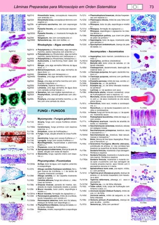 Lâminas Preparadas para Microscópio em Orden Sistemática 73 
Fu121c 
Fu123d 
Fu125d 
Fu122d 
Fu150e 
Fu158c 
Fu161c 
Fu171c 
Fu164b 
Fu155c 
Fu141d 
Ag228c 
Ag241d 
Ag242d 
Ag243d 
Ag246d 
Fu119g 
Fu111d 
Fu127d 
Fu138e 
Fu129c 
Fu124d 
Ag231d Himanthalia lorea, conceptáculo masculino 
com anterídio s.t. 
Ag232d Himanthalia lorea, conceptáculo feminino com 
oogônio s.t. 
Ag228c • Laminaria saccharina, talo com esporangia 
s.t. 
Ag230d Pylaiella litoralis, uni- e plurilocular esporan-gia 
u.i. 
Ag2302d Pylaiella litoralis, u.i. mostrando formação de 
esporos 
Ag229d Sargassum, talo com conceptáculos s.t. 
Ag2395d Sphacelaria sp., talo com botões, u.i. 
Rhodophyta – Algas vermelhas 
Ag241d • Polysiphonia (ou Rhodomela), alga vermelha 
marinha, planta masculina com anterídio u.i. 
Ag242d • Polysiphonia (ou Rhodomela), alga vermelha 
marinha, planta feminina com cistocarpos u.i. 
Ag243d • Polysiphonia (ou Rhodomela), tetrasporos u.i. 
Ag250d Audouinella, a mat-forming fresh water red 
alga, u.i. 
Ag251d Bangia, uma alga vermelha filiforme de água 
doce, u.i. * 
Ag246d • Batrachospermum, uma alga vermelha de 
água doce, u.i. 
Ag244d Ceramium, talo com tetrasporos u.i. 
Ag2445d Corallina, uma alga vermelha marinha calcá-rea 
u.i. 
Ag254d Dasya, uma alga vermelha marinha com rami-ficações 
irregulares u.i. 
Ag255d Furcellaria, espécie marinha u.i. 
Ag253d Lemanea, uma alga vermelha de água doce 
com camada cortical tubular u.i. 
Ag245d • Nemalion, talo com órgãos reprodutivos u.i. 
Ag252d Porphyridium, camada gelatinosa com célu-las 
s.t. 
Ag256c Porphyra, uma alga vermelha marinha, u.i. de 
talo com uma camada de célula 
FUNGI – FUNGOS 
Myxomycota – Fungos gelatinosos 
Fu112d Arcyria, fungo com corpos frutíferos cilíndri-cos 
u.i. 
Fu1182e Ceratiomyxa, fungo primitivo com espóros 
externos, u.i. * 
Fu118e Dictydium, corpo de frutificaçãou.i. 
Fu115e • Fuligo, fungo, secção através do corpo frutífe-ro* 
Fu113d Hemitrichia, fungo com corpos frutíferos u.i. * 
Fu114d Lycogola, fungo com corpos frutíferos u.i. 
Fu119g Myxoflagellatae, myxamoebae e plasmodia 
jovem u.i. * 
Fu117e Physarum, corpo de frutificaçãou.i. 
Fu116e • Spongospora subterranea, doença da pele de 
batata, secção com bolas de esporo 
Fu111d • Stemonitis, fungo, capícilio inteiro com espo-ros 
u.i. 
Phycomycetes –Ficomicetos 
Fu1253e Achlya, bolor de água, com oogônio, anterídio 
e zoosporângia 
Fu127d Albugo candida (Cystopus candidus), ferru-gem 
branca de crucíferas, c. t. de tecido de 
Capsella mostrando conídeos 
Fu128d Albugo candida, s.t. de Capsella mostrando 
oogônia e zigotos 
Fu140d Candida albicans, fungo de cultura u.i., infec-cioso 
ao homem 
Fu138e • Empusa muscae, parasita de insetos, sec. 
através do inseto mostrando micélio e conidio 
Fu129c • Mucor mucedo, bolor pretro, esporângia e 
micélio u.i. 
Fu1291e • Mucor mucedo, formação de zigospóros u.i. 
Fu124d • Peronospora parasitica, míldio de crucíferas, 
tecido hospedeiro com conidio s.t. 
Fu1242e Peronospora tabacina, bolor azul do tabaco, 
pedaços de folhas com esporângia u.i. 
Fu135d • Phytophthora infestans, doença de batata, s.t. 
de tecido infectado 
Fu133e Pilobolus, micélio, espongióforo e esporângia 
u.i.* 
Fu121c • Plasmodiophora brassicae, células hospedei-ras 
com espóros s.t. 
Fu123d • Plasmopara viticola, míldio de uvas, folha com 
conidio s.t. 
Fu130c • Rhizopus, bolor do pão, esporângia e micélio 
u.i. 
Fu131d • Rhizopus, formação de zigosporos u.i. 
Fu132f Rhizopus, esporângia e zigosporos na mes-ma 
lâmina u.i. 
Fu136e Rhizophydium pollinis, que vivem em grãos 
de pólen de pinheiro * 
Fu125d • Saprolegnia, bolor de água, mostrando está-gios 
sexuais u.i. 
Fu122d • Synchytrium endobioticum, doença de pele 
de batata, s.t. 
Ascomycetes – Ascomicetos 
Fu163c • Aspergillus, bolor marrom, conidioforos e co-nidio 
u.i. 
Fu1631d Aspergillus, peritécia (cleistotécia) 
Fu172c Botrytis allii, bolor cinza de cebolas, s.t. de 
tecido infectado 
Fu180d Cladosporium, deuteromiceto, destruição de 
material textil, u.i. 
Fu149c • Claviceps purpurea, ferrugem, esclerótio ma-duro 
s.t. 
Fu150e • Claviceps purpurea, estroma com perifécios 
e ascos s.l. 
Fu142e • Erysiphe pannosa, míldio de rosa, conídio, s.t. 
Fu144e Erysiphe sp., u.i. de peritécia 
Fu1441d Erysiphe sp., s.t. de folha infectada mostran-do 
peritécia* 
Fu154c Lachnea, s.l. de apotécio com asco 
Fu158c • Morchella edulis, míscaro comestível, corpo 
de frutificaçãocom asco e espóros, s.t. 
Fu177c Morchella, células isoladas de himenio madu-ro 
com u.i. de asco mostrando os oito ascos-póros 
típicos 
Fu161c • Penicillium, bolor azul, micélio e conidiospó-ros, 
u.i. 
Fu162d Penicillium, s.t. de tecido hospedeiro com mi-célio 
e conidiospóros 
Fu153c • Peziza, fungo em forma de copo, s.l. de apoté-cio 
mostrando ascos 
Fu143d Podosphaera leucotricha, míldio de maça, s.t. 
com conidio 
Fu171c • Rhytisma acerinum, mancha de alcatrão do 
bordo, s.t. esclerótio 
Fu164b • Saccharomyces cerevisiae, levedura, células 
em estágios iniciais 
Fu1643d Saccharomyces octosporus, levedura, asco 
e ascospóros u.i. * 
Fu1644d Saccharomyces sp., levedura, fase sexual, 
meiose e meiospóros * 
Fu179e Bolor, lâmina de tres tipos: Aspergillus, Rhizo-pus 
e Penicillium, u.i. 
Fu155c • Sclerotinia fructigena (Monilia albicans), 
putrefacção de ameixa, s.t. dos conídeos tipo 
levedura na superfície do tecido hospedeiro 
Fu178e Sordaria fimicola, mostrando o tipo selvagem. 
Peritécia e espóros 
Fu1781e Sordaria fimicola, mostrando o mutante ama-relo- 
marron. Peritécia e espóros 
Fu1782e Sordaria fimicola, mostrando o mutante cin-za 
após cruzamento com tipo selvagem de 
mutante amarelo-marron, asco híbrido com 4 
ascospóros escuros e 4 claros. 
Fu148d Sphaerotheca mors uvae, uva espim, míldio, 
s.t. com peritécia 
Fu141d • Taphrina pruni (Exoascus pruni), doença de 
ameixa, s.t. de tecido hospedeiro com hausto-ria 
e asco 
Fu1413e Taphrina deformans, pêssego, s.t. asco e 
ascospóros 
Fu1415d Taphrina sp., c.s. de folha infectada. 
Fu152c • Tuber rufum, trufa, corpo de frutificação com 
himenio e asco, s.t. 
Fu146d • Uncinula necator (Oidium Tuckeri), míldio de 
uva, s.t. de folha 
Fu145d Uncinula salicis, míldio de salgueiro, s.t. de 
folha infectada 
Fu156c • Venturia pirinum (Fusicladium), doença de 
pele da pêra, . conídio 
Fu157d Venturia sp., folha com peritécio* 
 