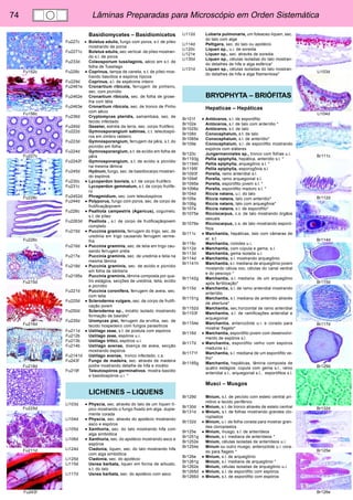74 Lâminas Preparadas para Microscópio em Orden Sistemática 
Li103d 
Li104d 
Br111c 
Br112d 
Br114d 
Br115d 
Br117d 
Br129d 
Br132d 
Br125e 
Br126e 
Fu152c 
Fu156c 
Fu227c 
Fu228c 
Fu226c 
Fu215d 
Fu216d 
Fu218d 
Fu225d 
Fu211d 
Fu243f 
Basidiomycetes – Basidiomicetos 
Fu227c • Boletus edulis, fungo com poros, s.t. de píleo 
mostrando de poros 
Fu2271c Boletus edulis, sec.vertical. de píleo mostran-do 
s.l. de poros 
Fu233d Coleosporium tussilaginis, aécio em s.t. de 
folha de Tussilago 
Fu228c • Coprinus, tampa de caneta, s.t. de píleo mos-trando 
basídios e espóros típicos 
Fu229d Coprinus, s.l. de espécime inteiro 
Fu2461e Cronartium ribicola, ferrugem de pinheiro, 
sec. com picnídio 
Fu2462e Cronartium ribicola, sec. de folha de grose-lha 
com télia 
Fu2463e Cronartium ribicola, sec. de tronco de Pinho 
com aécio 
Fu236d Cryptomyces pteridis, samambaia, sec. de 
tecido infectado 
Fu240d Geaster, estrela da terra, sec. corpo frutífero 
Fu222d Gymnosporangium sabinae, c.t. teleutospó-ros 
em zimbro rasteiro 
Fu223d Gymnosporangium, ferrugem da pêra, s.t. do 
picnídio em folha 
Fu224d Gymnosporangium, s.t. de ecídio em folha de 
pêra 
Fu2242f Gymnosporangium, s.t. de ecídio e picnídio 
na mesma lâmina 
Fu245d Hydnum, fungo, sec. de basidiocarpo mostran-do 
espóros 
Fu230c • Lycoperdon bovista, s.t. de corpo frutífero 
Fu231c Lycoperdon gemmatum, s.t. de corpo frutífe-ro 
Fu2452d Phragmidium, sec. com teleutospóros 
Fu244d • Polyporus, fungo com poros, sec. de corpo de 
frutificaçãojovem 
Fu226c • Psalliota campestris (Agaricus), cogumelo, 
s.t. de píleo 
Fu2263d Psalliota , s.l. de corpo de frutificaçãojovem 
completo 
Fu215d • Puccinia graminis, ferrugem do trigo, sec. de 
uredinia em trigo causando ferrugem verme-lha 
Fu216d • Puccinia graminis, sec. de telia em trigo cau-sando 
ferrugem preta 
Fu217e Puccinia graminis, sec. de uredinia e telia na 
mesma lâmina 
Fu218d • Puccinia graminis, sec. de ecídio e picnídio 
em folha de bérberis 
Fu2195s Puccinia graminis, lâmina composta por qua-tro 
estágios, secções de uredinia, telia, ecídio 
e picnídio 
Fu221d Puccinia coronifera, ferrugem de aveia, sec. 
com telia 
Fu225d • Scleroderma vulgare, sec. de corpo de frutifi-cação 
jovem 
Fu250d Scleroderma sp., micélio isolado mostrando 
formação de basídio* 
Fu235d Uromyces pisi, ferrugem da ervilha, sec. de 
tecido hospedeiro com fungos parasíticos 
Fu211d • Ustilago zeae, s.t. de pústula com espóros 
Fu212b Ustilago zeae, espóros u.i. 
Fu213b Ustilago tritici, espóros u.i. 
Fu214b Ustilago avenae, doença de aveia, secção 
mostrando espóros 
Fu2141d Ustilago avenae, tronco infectado, c.s. 
Fu243f Fungo de madeira, sec. através de madeira 
podre mostrando detalhe de hifa e micélio 
Fu219f Teleutospóros germinativos, mostra basídio 
e basidiospóros u.i. * 
LICHENES – LIQUENS 
Li103d • Physcia, sec. através do talo de um líquen tí-pico 
mostrando o fungo fixado em alga, dupla-mente 
corada 
Li104d • Physcia, sec. através do apotécio mostrando 
asco e espóros 
Li105d • Xanthoria, sec. do talo mostrando hifa com 
alga simbiótica 
Li106d • Xanthoria, sec. do apotécio mostrando asco e 
espóros 
Li124d Cladonia, liquen, sec. do talo mostrando hifa 
com alga simbiótica 
Li125d Cladonia, sec. do apotécio 
Li115d Usnea barbata, liquen em forma de arbusto, 
s.t. do talo 
Li117d Usnea barbata, sec. do apotécio com asco 
Li112d Lobaria pulmonaria, um foleaceo liquen, sec. 
do talo com alga 
Li114d Peltigera, sec. do talo ou apotécio 
Li120c Liquen sp., u.i. de soredia 
Li121e Liquen sp., sec. através de soredia 
Li130d Liquen sp., células isoladas do talo mostran-do 
detalhes de hifa e alga esférica* 
Li131d Liquen sp., células isoladas do talo mostran-do 
detalhes de hifa e alga filamentosa* 
BRYOPHYTA – BRIÓFITAS 
Hepaticae – Hepáticas 
Br101f • Antóceros, s.l. de esporófito 
Br102e Antóceros, s.l. de talo com anterídio * 
Br1025c Antóceros, s.t. de talo 
Br108d Conocephalum, s.t. de talo 
Br1085e Conocephalum, s.l. de anterídio* 
Br109e Conocephalum, s.l. de esporófito mostrando 
espóros com eláteres 
Br120c Jungermanniales sp., tronco com folhas u.i. 
Br1193g Pellia epiphylla, hepática, anterídio s.l. * 
Br1194h Pellia epiphylla, arquegônio s.l. * 
Br1195f Pellia epiphylla, esporogônia s.l. 
Br1093f Porella, ramo anteridial s.l. 
Br1094f Porella, ramo arquegonial s.l. 
Br1095e Porella, esporófito jovem s.l. * 
Br1096e Porella, esporófito maduro s.l. * 
Br104d Riccia natans, u.i. do talo 
Br105e Riccia natans, talo com anterídio* 
Br106g Riccia natans, talo com arquegônia* 
Br107e Riccia natans, s.l. de esporófito* 
Br1075e Ricciocarpus, c.s. de talo mostrando órgãos 
sexuais 
Br1076e Ricciocarpus, c.s. de talo mostrando esporó-fitos 
Br111c • Marchantia, hepáticas, talo com câmaras de 
ar, s.t. 
Br118c Marchantia, rizóides u.i. 
Br112d • Marchantia, com cúpula e gema, s.l. 
Br113d Marchantia, gema isolada u.i. 
Br114d • Marchantia, s.l. mostrando arquegônio 
Br1141h Marchantia, s.l. mediana de arquegônio jovem 
mostando célula ovo, células do canal ventral 
e do pescoço * 
Br1142g Marchantia, s.l. mediana. de um arquegônio 
após fertilização* 
Br115d • Marchantia, s.l. de ramo anteridial mostrando 
anterídio 
Br1151g Marchantia, s.l. mediana de anterídio através 
de abertura* 
Br1152d Marchantia, sec.horizontal de ramo anteridial 
Br1153f Marchantia, s.l. de ramificações anteridial e 
arquegonial 
Br1154e Marchantia, anterozóide u.i. e corado para 
mostrar flagelo* 
Br116d • Marchantia, esporófito jovem com desenvolvi-mento 
de espóros s.l. 
Br117d • Marchantia, esporófito velho com espóros 
maduros s.l. 
Br1171f Marchantia, s.l. mediana de um esporófito ve-lho* 
Br1185g Marchantia, hepáticas, lâmina composta de 
quatro estágios: cúpula com gema s.l., ramo 
anteridial s.l., arquegonial s.l., esporófitos s.l. 
Musci – Musgos 
Br129d Mnium, s.t. de pecíolo com estelo central pri-mitivo 
e tecido periférico 
Br130d • Mnium, s.l. de tronco através de estelo central 
Br131d • Mnium, s.t. de folhas mostrando grandes clo-roplastos 
Br132d • Mnium, u.i. de folha corada para mostrar gran-des 
cloroplastos 
Br125e • Mnium, musgo, s.l. de anterídeos 
Br1251g Mnium, s.l. mediana de anterídeos * 
Br1252e Mnium, células isoladas de anterídeos u.i. 
Br1254e Mnium ou outro musgo, anterozóide u.i. cora-do 
para flagelo * 
Br126e • Mnium, s.l. de arquegônio 
Br1261g Mnium, s.l. mediana de arquegônio * 
Br1262e Mnium, células isoladas de arquegônio u.i. 
Br1265d • Mnium, s.l. de esporófito com espóros 
Br1266d • Mnium, s.t. de esporófito com espóros 
 