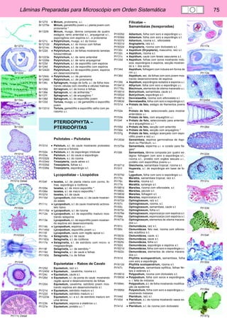 Lâminas Preparadas para Microscópio em Orden Sistemática 75 
Pt117e 
Pt112e 
Pt1245d 
Pt126d 
Pt122d 
Pt131c 
Pt133d 
Pt154f 
Pt155d 
Pt156e 
Pt157g 
Br127d 
Br122d 
Br134c 
Br133d 
Pt101d 
Pt101d Detail 
Pt102e 
Pt1032d 
Pt104f 
Pt111c 
Pt111c Detail 
Br127d • Mnium, protonema, u.i. 
Br1275e Mnium, gametófito jovem u.i. planta jovem com 
protonema * 
Br1325t Mnium, musgo, lâmina composta de quatro 
estágios: ramo anteridial s.l., arquegonial s.l., 
esporogônia com espóros s.l., e protonema 
Br121c • Polytrichum, musgo, s.t. do tronco 
Br1212d Polytrichum, s.l. do tronco com folhas 
Br1214c Polytrichum, s.t. de seta 
Br122d • Polytrichum, s.t. de folhas mostrando lamelas 
fotossíntéticas 
Br1223e Polytrichum, s.l. de ramo anteridial 
Br1226e Polytrichum, s.l. de ramo arquegonial 
Br123d Polytrichum, s.l. de esporófito com espóros 
Br124d Polytrichum, s.t. de esporófito com espóros 
Br1242d Polytrichum, s.l. de esporófito jovem, espóros 
em desenvolvimento 
Br1244c • Polytrichum, u.i. de peristomo 
Br1246d Polytrichum, u.i. de protonema 
Br134c • Sphagnum, musgo de turfa, u.i. de folha mos-trando 
células com clorofila e células hialinas 
Br135d Sphagnum, s.t. de tronco e folhas 
Br136e Sphagnum, s.l. de antheridia * 
Br137f Sphagnum, s.l. de arquegônio * 
Br138d Sphagnum, s.l. de esporófito jovem 
Br133d Tortula, musgo, u.i. de gametófito e esporófito 
jovem 
Br1331d Tortula, gametófito e esporófito velho com pe-ristomo 
u.i. 
PTERIDOPHYTA – 
PTERIDÓFITAS 
Psilotales – Psilotalos 
Pt101d • Psilotum, s.t. do caule mostrando protosteio 
em exarca e folíolos 
Pt102e • Psilotum, s.t. do esporângio trilobular 
Pt103e Psilotum, s.l. do caule e esporângio 
Pt1032d Psilotum, s.t. do rizoma 
Pt1034d Tmesipteris, caule aéreo s.t. 
Pt1035d Tmesipteris, folhas s.t. 
Pt1036e Tmesipteris, esporângio s.t. 
Lycopodiatae – Licopódios 
Pt104f • Isoetes, s.l. de planta inteira com cormo, fo-lhas, 
esporângio e rizóforos 
Pt105e Isoetes, s.l. de micro esporófilo * 
Pt106e Isoetes, s.l. de macro esporófilo * 
Pt107d Isoetes, s.t. de caule 
Pt110d Lycopodium, club moss, s.l. de caule mostran-do 
estelo 
Pt111c • Lycopodium, s.t. do caule mostrando actinos-telo 
típico 
Pt1115d • Lycopodium, s.t. de rizoma 
Pt112e • Lycopodium, s.t. de esporófito maduro mos-trando 
isósporos 
Pt113e Lycopodium, s.l. de esporófito jovem mostran-do 
espóros em desenvolvimento 
Pt114b • Lycopodium, espóros u.i. 
Pt1145d Lycopodium, esporófito jovem u.i. 
Pt115f Lycopodium, caule com região apical s.l. 
Pt116c • Selaginella, s.t. de caule 
Pt1163c Selaginella, s.t. de rizóforos 
Pt117e • Selaginella, s.l. de estróbilo com micro- e 
megasporângio 
Pt118f Selaginella, u.i. de estróbilo * 
Pt119d Selaginella, s.l. de caule e folhas 
Pt1193c Selaginella, t.s. de folhas 
Equisetatae – Rabos de Cavalo 
Pt125d Equisetum, raíz s.t. 
Pt1245d • Equisetum, , cavalinha, rizoma s.t. 
Pt124c • Equisetum, caule s.t. 
Pt126d • Equisetum, s.l. da ponta do caule mostrando 
região apical e desenvolvimento de folhas 
Pt120d Equisetum, cavalinha, estróbilo jovem mos-trando 
espóros em desenvolvimento s.l. 
Pt121d • Equisetum, estróbilo maduro s.t. 
Pt122d • Equisetum, estróbilo maduro s.l. 
Pt1223e Equisetum, s.l. e s.t. de estróbilo maduro em 
uma lâmina 
Pt123b • Equisetum, esporos e elatérios u.i. 
Pt127e Equisetum, protálio u.i. * 
Filicatae – 
Samambaias (Isosporadas) 
Pt1835d Adiantum, folha com soro e esporângio u.i. 
Pt1836d Adiantum, folha com soro e esporângio s.t. 
Pt1837d Adiantum, rizoma s.t., sifonostele 
Pt1831d Angiopteris, raíz s.t. 
Pt1832d Angiopteris, rizoma com dictiostelo s.t. 
Pt130c • Aspidium (Dryopteris), masculino, raíz s.t. 
Pt132c • Aspidium, rizoma s.t. 
Pt131c • Aspidium, caule com feixes vasculares s.t. 
Pt133d • Aspidium, folhas com soros mostrando indú-sios, 
esporângios e espóros, secção mostran-do 
s. l. dos soros 
Pt134d Aspidium, folhagem com indusia em forma de 
rim u.i. 
Pt136d Aspidium, sec. de folhas com soro jovem mos-trando 
desenvolvimento de espóros 
Pt135b • Aspidium, esporângios isolados e esporos u.i. 
Pt1841d Athyrium, folha com soro e esporângio u.i. 
Pt1776c Blechnum, elementos de xilema macerado u.i. 
Pt1851d Botrychium, samambaia, caule s.t. 
Pt1852d Botrychium, esporângio s.t. 
Pt1861d Dennstaedtia, rizoma com sifonostele s.t. 
Pt1863d Dennstaedtia, folha com soro e esporângio s.t. 
Pt151d • Prótalo de feto, estágio de filamentos jovens 
u.i. 
Pt152e Prótalo de feto, seleccionado para mostrar 
anterídeos u.i. 
Pt153e Prótalo de feto, com arquegônio u.i. 
Pt154f • Prótalo de feto, seleccionado para anteríde-os 
e arquegônios u.i. * 
Pt155d • Prótalo de feto, secção com anterídio 
Pt156e • Prótalo de feto, secção com arquegônio * 
Pt157g Prótalo de feto, estágio avançado com espo-rófito 
jovem e raíz u.i. 
Pt1353d Samambaia, espóros germinativos de Aspi-dium 
ou Pteridium, u.i. 
Pt1575e Samambaia, esperma u.i. e corado para fla-gelo* 
Pt159t Samambaia, lâmina composta por quatro es-tágios: 
folhagem com soro e esporângia s.t., 
rizoma s.t., protálio com orgãos sexuais u.i., 
protálio com esporófitos jovens u.i. 
Pt1871d Gleichenia, samambaia tropical, rizoma s.t. 
Pt191f Huperzia, s.l. de esporângia em base de fo-lhas 
Pt1875d Lygodium, folha com soro e esporângio u.i. 
Pt175c Marattia, samambaia tropical, raíz s.t. 
Pt176c Marattia, rizoma s.t. 
Pt177e Marattia, synangio s.t. 
Pt1881d Marsilea, rizoma com sifonostele, s.t. 
Pt1882c Marsilea, pecíolo s.t. 
Pt1883d Marsilea, folhagem s.t. 
Pt1884e Marsilea, esporocarpo s.t. 
Pt1672d Ophioglossum, raíz s.t. 
Pt167c Ophioglossum, rizoma, s.t. 
Pt165c Ophioglossum, samambaia, caule s.t. 
Pt1675c Ophioglossum, folha s.t. 
Pt1676e Ophioglossum, esporocarpo com espóros s.t. 
Pt166e Ophioglossum, esporocarpo com espóros s.l. 
Pt1673c Ophioglossum, elementos de xilema macera-dos 
u.i. 
Pt181c Osmundácea, raíz s.t. 
Pt180c Osmundácea, feto real, rizoma com sifonos-telo 
ectofóico s.t. 
Pt1803c Osmundácea, caule, s.l. 
Pt1824c Osmundácea, caule s.t. 
Pt1825c Osmundácea, folha s.t. 
Pt182d Osmundácea, esporângio e espóros s.t. 
Pt1821d Osmundácea, folha com soro e esporângia u.i. 
Pt1822c Osmundácea, elementos de xilema macera-dos 
u.i. 
Pt161d Phyllitis scolopendrium, samambaia, folha 
com soro e esporângia 
Pt1612d Phyllitis scolopendrium, rizoma s.t. 
Pt147c Platycerium, samambaia epifitica, folhas fér-teis 
e estéreis s.t. 
Pt1891d Polypodium, rizoma com dictiostelo s.t. 
Pt1893d • Polypodium, folha com soros e esporângios, 
u. i. falta de indúsios 
Pt1894c Polypodium, s.t. de folha mostrando modifica-ção 
da epiderme 
Pt1895d Polystichum, folha com soro e esporângia u.i. 
mostrando indúsios 
Pt144d Pteridium, raíz s.t. 
Pt140d • Pteridium, s.l. de rizoma mostrando vasos es-califormes 
Pt141d • Pteridium, s.t. de rizoma com dictiostelo 
 