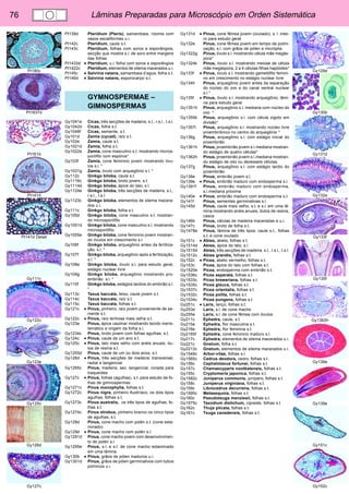 76 Lâminas Preparadas para Microscópio em Orden Sistemática 
Gy129d 
Gy130b 
Gy131d 
Gy132e 
Gy133f 
Gy135f 
Gy1362h 
Gy139e 
Gy139e 
Gy151c 
Gy152c 
Pt180c 
Pt1837d 
Pt161d 
Pt141d 
Pt141d Detail 
Gy111c 
Gy122c 
Gy123e 
Gy125c 
Gy126d 
Gy127c 
Pt139d Pteridium (Pteris), samambaia, rizoma com 
vasos escaliformes u.i. 
Pt142c Pteridium, caule s.t. 
Pt143c Pteridium, folhas com soros e esporângios, 
secção que mostra s.l. de soro entre margens 
das folhas 
Pt1433d • Pteridium, u.i. folha com soros e esporângios 
Pt1422c Pteridium, elementos de xilema macerados u.i. 
Pt145c • Salvinia natans, samambaia d’agua, folha s.t. 
Pt146d • Salvinia natans, esporocarpo s.t. 
GYMNOSPERMAE – 
GIMNOSPERMAS 
Gy1041e Cicas, três secções de madeira, s.t., r.s.l., t.s.l. 
Gy1042d Cicas, folha s.t. 
Gy1048f Cicas, semente, s.t. 
Gy101d Zamia (cycad), raíz s.t. 
Gy102e Zamia, caule s.t. 
Gy1021d Zamia, folha s.t. 
Gy1022e Zamia, cone masculino s.t. mostrando micros-porófilo 
com espóros* 
Gy103f Zamia, cone feminino jovem mostrando óvu-los 
s.l. * 
Gy1031g Zamia, óvulo com arquegônio s.l. * 
Gy112c Ginkgo biloba, caule s.t. 
Gy1116c Ginkgo biloba, broto jovem, s.t. 
Gy1114d Ginkgo biloba, ápice do talo, s.l. 
Gy1124e Ginkgo biloba, três secções de madeira, s.t., 
r.s.l., t.s.l. 
Gy1123c Ginkgo biloba, elementos de xilema macera-dos 
u.i. 
Gy111c Ginkgo biloba, folha s.t. 
Gy105d Ginkgo biloba, cone masculino s.t. mostran-do 
microsporófilo 
Gy1051d Ginkgo biloba, cone masculino s.l. mostrando 
microsporófilo 
Gy1055e Ginkgo biloba, cone feminino jovem mostran-do 
óvulos em crescimento s.l. 
Gy106f Ginkgo biloba, arquegônio antes da fertiliza-ção, 
s.l. * 
Gy107f Ginkgo biloba, arquegônio após a fertilização, 
s.l. * 
Gy108e Ginkgo biloba, óvulo s.l. para estudo geral, 
estágio nuclear livre 
Gy109g Ginkgo biloba, arquegônio mostrando pro-embrião 
s.l. * 
Gy110f Ginkgo biloba, estágios tardios do embrião s.l. 
* 
Gy113c Taxus baccata, teixo, caule jovem s.t. 
Gy114c Taxus baccata, raíz s.t. 
Gy115c Taxus baccata, folhas s.t. 
Gy121c • Pinus, pinheiro, raíz jovem proveniente de se-mente 
s.t. 
Gy122c • Pinus, raíz lenhosa mais velha s.t. 
Gy123e Pinus, ápice caulinar mostrando tecido meris-temático 
e origem da folha s.l. 
Gy1234c Pinus, broto jovem com folhas agulhas, s.t. 
Gy124c • Pinus, caule de um ano s.t. 
Gy125c • Pinus, talo mais velho com anéis anuais, du-tos 
de resina s.t. 
Gy1255d Pinus, caule de um ou dois anos, s.t. 
Gy126d • Pinus, três secções de madeira: transversal, 
radial e tangencial 
Gy1265c Pinus, madeira, sec. tangencial, corada para 
traqueídes 
Gy127c • Pinus, folhas (agulhas), s.t. para estudo de fo-lhas 
de gimnospermas 
Gy1271c Pinus monophylla, folhas s.t. 
Gy1272c Pinus nigra, pinheiro Austríaco, os dois tipos 
agulhas, folhas s.t. 
Gy1273c Pinus australis, os três tipos de agulhas, fo-lhas 
s.t. 
Gy1274c Pinus strobus, pinheiro branco os cinco tipos 
de agulhas, s.t. 
Gy128d Pinus, cone macho com polén s.t. (cone esta-minado) 
Gy129d • Pinus, cone macho com polén s.l. 
Gy1291d Pinus, cone macho jovem com desenvolvimen-to 
de polén s.l. 
Gy1295e Pinus, s.l. e s.t. de cone macho estaminado 
em uma lâmina 
Gy130b • Pinus, grãos de pólen maduros u.i. 
Gy1301d Pinus, grãos de pólen germinativos com tubos 
polínicos u.i. 
Gy131d • Pinus, cone fêmea jovem (ovulado), s. l. intei-ro 
para estudo geral 
Gy132e Pinus, cone fêmea jovem em tempo de polini-zação, 
s.l. com grãos de pólen e micrópila 
Gy1322g Pinus, óvulo s.l. mostrando célula mãe megás-pora* 
Gy1324k Pinus, óvulo s.l. mostrando meiose de célula 
mãe megáspora, 2 a 4 células filhas haplóides* 
Gy133f • Pinus, óvulo s.l. mostrando gametófito femini-no 
em crescimento no estágio nuclear livre 
Gy134h Pinus, arquegônio jovem antes da separação 
do núcleo do ovo e do canal ventral nuclear 
s.l.* 
Gy135f • Pinus, óvulo s.l. mostrando arquegônio, lâmi-na 
para estudo geral 
Gy1351h Pinus, arquegônio s.l. mediana com núcleo do 
ovo * 
Gy1355k Pinus, arquegônio s.l. com célula zigoto em 
divisão* 
Gy1357i Pinus, arquegônio s.l. mostrando núcleo livre 
proembriônico no centro do arquegônio * 
Gy136g Pinus, arquegônio s.l. com estágio inicial do 
proembrião 
Gy1361h Pinus, proembrião jovem s.l.mediana mostran-do 
estágio de quatro células* 
Gy1362h Pinus, proembrião jovem s.l.mediana mostran-do 
estágio de oito ou dezesseis células. 
Gy137g Pinus, arquegônio s.l. com estágio tardio do 
proembrião 
Gy138e Pinus, embrião jovem s.l. 
Gy139e • Pinus, embrião maduro com endosperma s.l. 
Gy1391f Pinus, embrião maduro com endosperma, 
s.l.mediana próxima 
Gy140e • Pinus, embrião maduro com endosperma s.t. 
Gy141f Pinus, sementes germinativas s.l. 
Gy145d Pinus, caule mais velho, s.t. e s.l. em uma lâ-mina 
mostrando anéis anuais, dutos de resina, 
casca 
Gy146b Pinus, células de madeira maceradas e u.i. 
Gy147c Pinus, broto de folha s.t. 
Gy1478e Pinus, lâmina de três tipos: caule s.t., folhas 
s.t. e cone ovulado 
Gy151c • Abies, abeto, folhas s.t. 
Gy1514d Abies, ápice do talo, s.l. 
Gy1515d Abies, três secções de madeira, s.t., r.s.l., t.s.l. 
Gy1512c Abies grandis, folhas s.t. 
Gy152c • Picea, abeto vermelho, folhas s.t. 
Gy153c Picea, ápice do talo com folhas s.t. 
Gy1520e Picea, endosperma com embrião s.t. 
Gy1536c Picea asperata, folhas s.t. 
Gy1533c Picea breweriana, folhas s.t. 
Gy1535c Picea glauca, folhas s.t. 
Gy1537c Picea orientalis, folhas s.t. 
Gy1532c Picea polita, folhas s.t. 
Gy1534c Picea pungens, folhas s.t. 
Gy251c • Larix, lariço, folhas s.t. 
Gy253d Larix, s.l. de cone macho 
Gy255e Larix, s.l. de cone fêmea com óvulos 
Gy211c Ephedra, caule, s.t. 
Gy215e Ephedra, flor masculina s.t. 
Gy216e Ephedra, flor feminina s.t. 
Gy2165f Ephedra, cone feminino maduro s.l. 
Gy217c Ephedra, elementos de xilema macerados u.i. 
Gy221c Gnetum, folha s.t. 
Gy2213c Gnetum, elementos de xilema macerados u.i. 
Gy1549c Arbor-vitae, folhas s.l. 
Gy1565c Cedrus deodora, cedro, folhas s.t. 
Gy156c Cephalotaxus fortunei, folhas s.t. 
Gy157c Chamaecyparis nootkatensis, folhas s.t. 
Gy155c Cryptomeria japonica, folhas s.t. 
Gy1582c Juniperus communis, junípero, folhas s.t. 
Gy158c Juniperus virginiana, folhas s.t. 
Gy159c Librocedrus decurrens, folhas s.t. 
Gy1595c Metasequoia, folhas s.t. 
Gy160c Pseudotsuga menziesii, folhas s.t. 
Gy1575c Taxodium distichum, cipreste, folhas s.t. 
Gy162c Thuja plicata, folhas s.t. 
Gy161c Tsuga canadensis, folhas s.t. 
 