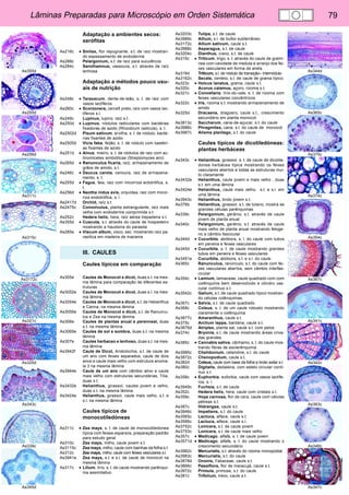 Lâminas Preparadas para Microscópio em Orden Sistemática 79 
As355d 
As255d 
As256d 
As311c 
As315c 
As3172c 
As321c 
As325d 
As343c 
As339c 
As345d 
As344d 
As365c 
As375c 
As374c 
As354c 
As367c 
As341c 
As342c 
As363c 
As346c 
As347c 
Adaptação a ambientes secos: 
xerófitas 
As216c • Smilax, flor repugnante, s.t. de raíz mostran-do 
espessamento de endoderme 
As288c Pelargonium, s.t. de raíz para suculência 
As284c Sarothamnus, vassoura, s.t. através de raíz 
lenhosa 
Adaptação a métodos pouco usu-ais 
de nutrição 
As248c • Taraxacum, dente-de-leão, s. t. de raiz com 
vasos lactíferos 
As260c • Scorzonera, cercefi preto, raíz com vasos lac-tíferos 
s.l. 
As249c Lupinus, lupino, raíz s.t. 
As250d • Lupinus, nódulos radiculares com bactérias 
fixadoras de azoto (Rhizobium radicula), s. t. 
As2502d Pisum sativum, ervilha, s. t. de nódulo, bacté-rias 
fixantes de azoto 
As2505d Vicia faba, feijão, s. t. de nódulo com bastéri-as 
fixantes de azoto 
As251d • Alnus, mieiro, s. t. de nódulos de raiz com ac-tinomicetes 
simbióticas (Streptomyces aini) 
As265d • Ranunculus ficaria, raíz, armazenamento de 
grãos de amido, s.t. 
As246c • Daucus carota, cenoura, raiz de armazena-mento, 
s. t. 
As255d • Fagus, faia, raiz com micorriza ectotrófica, s. 
t. 
As256d • Neottia nidus avis, orquídea, raiz com micor-riza 
endotrófica, s. l. 
As2417d Orchid, raíz s.t. 
As2475c Convolvulus, planta estrangulante, raíz mais 
velha com endoderme comprimida s.t. 
As252c Hedera helix, hera, raíz aérea trepadeira s.t. 
As355d • Cuscuta, s.t. através do caule de hospedeiro 
mostrando a haustoria do parasita 
As285e • Viscum album, visco, sec. mostrando raíz pa-rasítica 
em madeira de macieira 
III. CAULES 
Caules típicos em comparação 
As305e Caules de Monocot e dicot, duas s.t. na mes-ma 
lâmina para comparação de diferentes es-truturas 
As3052e Caules de Monocot e dicot, duas s.l. na mes-ma 
lâmina 
As3054e Caules de Monocot e dicot, s.t. de Helianthus 
e Canna, na mesma lâmina 
As3055e Caules de Monocot e dicot, s.t. de Ranuncu-lus 
e Zea na mesma lâmina 
As306e Caules de plantas anual e perenneal, duas 
s.t. na mesma lâmina 
As3065e Caules de sol e sombra, duas s.t. na mesma 
lâmina 
As307e Caules herbaceo e lenhoso, duas s.t. na mes-ma 
lâmina 
As3942f Caule de Dicot, Aristolochia, s.t. de caule de 
um ano com feixes separados, caule de dois 
anos e caule mais velho com estrutura anoma-la 
3 na mesma lâmina 
As3944e Caule de um ano com câmbio ativo e caule 
mais velho com estruturas secundárias, Tilia, 
duas s.t. 
As3432e Helianthus, girassol, caules jovem e velho, 
duas s.t. na mesma lâmina 
As3424e Helianthus, girassol, caule mais velho, s.t. e 
s.l. na mesma lâmina 
Caules típicos de 
monocotiledóneas 
As311c • Zea mays, s. t. de caule de monocotiledonea 
típica com feixes esparsos, preparação padrão 
para estudo geral 
As310c Zea mays, milho, caule jovem s.t. 
As3115c Zea mays, milho, caule com bainhas da folha s.t. 
As312c Zea mays, milho, caule com feixes vasculares s.l. 
As3941e Zea mays, s.t. e s.l. de caule de monocot na 
mesma lâmina 
As317c • Lilium, lírio, s. t. de caule mostrando parênqui-ma 
assimilativo 
As3203c Tulipa, s.t. de caule 
As3989c Allium, s.l. de bulbo subterrâneo 
As3172c Allium sativum, caule s.t. 
As3988c Asparagus, s.t. de caule 
As3204c Dianthus, cravo, s.t. de caule 
As315c • Triticum, trigo, s. t. através do caule de gramí-nea 
com cavidade de medula e arranjo dos fei-xes 
vasculares em forma de anéis 
As316d Triticum, s.l. de nódulo de transição– internódulo 
As3162c Secale, centeio, s.t. de caule de grama típico 
As323c • Holcus lanatus, grama, caule s.t. 
As320c Acorus calamus, açoro, rizoma s.t. 
As321c • Convallaria, lírio-do-vale, s. t. de rizoma com 
feixes vasculares concêntricos 
As322c • Iris, rizoma s.t. mostrando armazenamento de 
amido 
As325d Dracaena, dragoero, caule s.t., crescimento 
secundário em planta monocot 
As3813c Saccharum, cana-de-açucar, s.t. do caule 
As3986c Phragmites, cana, s.t. do caule de monocot 
As3987c Alisma plantago, s.t. do caule 
Caules típicos de dicotiledóneas: 
plantas herbáceas 
As343c • Helianthus, girassol, s. t. de caule de dicotile-donea 
herbácea típica mostrando os feixes 
vasculares abertos e todas as estruturas mui-to 
claramente 
As3432e Helianthus, caule jovem e mais velho , duas 
s.t. em uma lâmina 
As3424e Helianthus, caule mais velho, s.t. e s.l. em 
uma lâmina 
As3943c Helianthus, broto jovem s.t. 
As376b Helianthus, girassol, s.t. de tutano, mostra as 
grandes células parênquimas 
As339c Pelargonium, gerânio, s.t. através de caule 
jovem de planta anual 
As340c Pelargonium, gerânio, s.t. através de caule 
mais velho de planta anual mostrando feloge-no 
e câmbio fascicular 
As344d • Cucurbita, abóbora, s. l. do caule com tubos 
em peneira e feixes vasculares 
As345d • Cucurbita, s. t. de caule mostrando grandes 
tubos em peneira e feixes vasculares 
As3451e Cucurbita, abóbora, s.t. e s.l. do caule 
As365c Ranunculus, ranúnculo, s.t. do caule com fei-xes 
vasculares abertos, sem câmbio interfas-cicular 
As354c • Lamium, lamiaceae, caule quadrado com com 
colênquima bem desenvolvido e cilindro vas-cular 
contínuo s.t. 
As3542c Galium, s.t. de caule quadrado típico mostran-do 
células colênquimas. 
As367c • Salvia, s.t. de caule quadrado 
As368c Coleus, s. t. de um caule robusto mostrando 
claramente o colênquima 
As3877c Amaranthus, caule s.t. 
As375c Arctium lappa, bardana, caule s.t. 
As3876d Atriplex, planta sal, caule s.t. com pelos 
As374c Bryonia, s.t. de caule mostrando áreas criva-das 
grandes 
As385c • Cannabis sativa, cânhamo, s. t. do caule mos-trando 
fibras de esclerênquima 
As3985c Chelidonium, celandine, s.t. do caule 
As3872c Chenopodium, caule s.t. 
As382d Coleus, caule com base da folha e broto axilar s.l. 
As380c Digitalis, dedaleira, com estelo circular contí-nuo 
s.t. 
As358c • Euphorbia, euforbia, caule com vasos lactífe-ros, 
s. l. 
As3949c Fuchsia, s.t. de caule 
As352c Hedera helix, hera, caule com cristais s.t. 
As359c Hoya carnosa, flor de cera, caule com células 
pétreas s.t. 
As387c Hidrangea, caule s.t. 
As3946c Impatiens, s.t. do caule 
As3565c Lactuca, alface, caule s.t. 
As3566c Lactuca, alface, caule s.l. 
As3752c Lonicera, s.t. de caule jovem 
As3753c Lonicera, s.t. de caule mais velho 
As357c • Medicago, alfafa, s. t. de caule jovem 
As3571d • Medicago, alfafa, s. t. do caule mostrando o 
crescimento secundário 
As3982c Mercurialis, s.t. através do rizoma monopodial 
As3983c Mercurialis, s.t. do caule 
As3878d Ononis, Fabaceae, caule s.t. 
As3866c Passiflora, flor de maracujá, caule s.t. 
As3972c Primula, primose, s.t. do caule 
As381c Trifolium, trevo, caule s.t. 
 