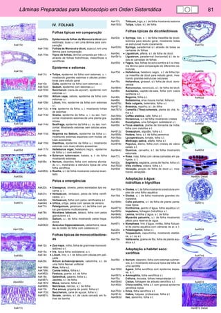 Lâminas Preparadas para Microscópio em Orden Sistemática 81 
As415c 
As418c 
As453c 
As473d 
As455d 
As459c 
As467c 
As4155c 
As456c 
As4492c 
As477c 
As475c 
As469c 
As462d 
As460c 
As465d 
As460c Detail 
As451c 
As452d 
As474d 
As487d 
As487d Detail 
IV. FOLHAS 
Folhas típicas em comparação 
As4005e Epidermes de folhas de Monocot e dicot com 
estômata, duas u.i. em uma lâmina para com-paração 
As4118d Folhas de Monocot e dicot, duas s.t. em uma 
lâmina para comparação 
As4119e Tipos de folhas, lâmina composta por três s.t. 
através de folhas hidrofíticas, mesofíticas e 
xerofíticas 
Epiderme e estomas 
As411c • Tulipa, epiderme da folha com estomas, u. i. 
mostrando grandes estomas e células protec-toras 
para estudo geral 
As410c Calla, epiderme da folha com estomas u.i. 
As4102d Sedum, epiderme com estomas u.i. 
As4103d Saccharum (cana-de-açucar), epiderme com 
estomas u.i. 
As4108d Allium cepa, cebola, epiderme da folha com 
estomas u.i. 
As4109d Lilium, lírio, epiderme da folha com estomas 
u.i. 
As4112c • Iris, epiderme da folha, u. i. mostrando linhas 
de estomas 
As4113d Grama, epiderme da folha, u. i. ou sec. hori-zontal 
mostrando estomas de uma planta gra-mínea 
As4114d Saxifraga, epiderme da folha u.i. ou sec. hori-zontal. 
Mostrando estomas sem células aces-sórias. 
As4115d Begonia ou Sedum, epiderme da folha u.i. 
mostrando estomas esparsos com muitas cé-lulas 
acessórias 
As4116d Dianthus, epiderme da folha u.i. mostrando 
estomas com duas células acessórias 
As4117d Helleborus niger, heleboro negro, epiderme 
da folha u.i. com estoma 
As448c • Solanum tuberosum, batata, s. t. de folha 
mostrando estomas 
As456c • Nerium, oleandro, folha com estoma afunda-do 
s.t., mostrando a estrutura típica de uma 
folha xerofítica 
As4953c • Ruellia, s.t. de folha mostrando estoma levan-tado 
Pelos e emergências 
As420c • Elaeagnus, oliveira, pelos estrelados tipo es-cama, 
u. i. 
As421c • Verbascum, verbasco, pelos de folha ramifi-cados, 
u. i. 
As422c Verbascum, folha com pelos ramificados s.t. 
As464d • Urtica, urtiga, pelos com canais de veneno 
As471c Pelargonium, geranium, s.t. de folha com pe-los 
glandulares multicelulares 
As478c Nicotiana tabacum, tabaco, folha com pelos 
glandulares s.t. 
As4955c Galium, u.i. de folha mostrando pelos trepa-dores 
As4642d Aesculus hippocastanum, castanheira, esca-las 
de botão de folha com coléteres s.t. 
Folhas típicas de monocotiledóne-as 
As412c • Zea mays, milho, folha de gramínea monocoti-ledónea 
s.t. 
As415c • Iris, tipica folha isobilateral, s. t. 
As414c • Lilium, lírio, s. t. de folha com células em pali-çada 
As429c Allium schoenoprasium, cebolinha, s.t. de 
uma folha flexível unifacial 
As4166d Aloe, folha s.t. 
As4799c Canna indica, folha s.t. 
As4962c Festuca, grama, s.t. de folha 
As418c Galanthus, galanto, folha s.t. 
As4967c Jacinto, s.t. de folha 
As4167d Musa, banana, folha s.t. 
As4968c Narcissus, narciso, s.t. de folha 
As413c Poa annua, grqama de prado, folha s.t. 
As4172d Saccharum, cana de açucar, folha s.t. 
As4961c Secale, centeio, s.t. de caule cercado em fo-lhas 
de bainha 
As417c Triticum, trigo, s.t. de folha mostrando estoma 
As4183c Tulipa, tulipa, s.t. de folha 
Folhas típicas de dicotiledóneas 
As453c • Syringa, lilás, s. t. de folha mesófita de dicoti-ledónea 
para estudo geral, mostrando todas 
as estruturad muito claramente 
As4535c Syringa, paradermal s.l. através de todas as 
camadas de folhas 
As454c • Ligustrum, alfena, s.t. de folha de dicot. 
As4541c Ligustrum, paradermal (horizontal) s.l. de to-das 
as camadas de folhas 
As455d • Fagus, faia, folhas de sol e sombra s.t.na mes-ma 
lâmina para comparação de diferentes es-truturas 
As473d • Helleborus, heleboro negro, s.t. de folha típi-ca 
mesófita de dicot para estudo geral, mos-trando 
grandes estruturas celulares 
As476c Helianthus, girassol, s.t. folha de dicot. dorsi-ventral 
As4964c Ranunculus, ranúnculo, s.t. de folha de dicot. 
As489c Asclepias, capitão-de-sala, folha com vasos 
lactíferos s.t. 
As449c Begonia, folha s.t. 
As488c Belladonna, erva moura mortal, folha s.t. 
As4676c Beta vulgaris, beterraba, folha s.t. 
As4971c Brassica, repolho, s.t. de folha 
As4787d Camellia (Thea) sinensis, planta do chá, fo-lha 
s.t. 
As4785c Coffea arabica, café, folha s.t. 
As4965c Dictamnus, s.t. de folha mostrando cristais 
As446c Eucalyptus, uma folhagem isobilateral s.t. 
As459c • Ficus elastica, planta de borracha da India, 
folha com cistolitos s.t. 
As4912c Gossypium, algodão, folha s.t. 
As4958c Hedera, hera, s.t. de folha perevince 
As4782c Lycopersicum, tomate, folha s.t. 
As490c Medicago sativa, alfalfa, folha s.t. 
As4918c Populus, álamo, folha com cristais de cálcio 
oxilato s.t. 
As4944c Quercus, carvalho, s.t. de folha mostrando 
estomata 
As477c • Rosa, rosa, folha com várias camadas em pa-liçada, 
s. t. 
As423c Sagittaria, sagitária, ponta de flecha, folha s.t. 
As4792d Vitis vinifera, videira, folha s.t. 
As493d Venação, porção de folha de dicot u.i. mos-trando 
venações 
Adaptação à água: 
hidrófitas e higrófitas 
As4155c • Elodea, s. t. de folha mostrando a estrutura sim-ples 
de uma folha aquática 
As416d • Elodea, u. i. de folha mostrando grandes clo-roplastos 
As4946c Calla palustris, s.t. de folha de planta panta-nosa 
típica 
As4673c Eichhornia, jacinto d´água, folha aquática s.t. 
As4595c Impatiens, folhagem hidrofítica s.t. 
As4948c Lemna, lentilha d´água, s.t. de folha 
As4949c Myosotis palustris, u.i. de folha mostrando 
pêlos para reserva de água 
As467c • Nymphaea, lírio d’água, ninféa, folha flutuan-te 
de planta aquática com câmaras de ar, s. t. 
As425c • Potamogeton, folha s.t. 
As457d Tropaeolum, capuchinha, mostrando idatódi-os, 
u.i. ou s.t. 
As419c Vallisneria, grama de fita, folha de planta aqu-ática 
s.t. 
Adaptação a habitat seco: 
xerófitas 
As456c • Nerium, oleandro, folha com estomas submer-sos, 
s. t. mostrando estrutura típica da folha de 
uma xerófita 
As4165d Agava, folha xerofítica com epiderme espes-sa, 
s. t. 
As4567c • Ammophila, folha xerofítica s.t. 
As475c Calluna, donzela, folhas reespiraladas s.t. 
As4564d Cistus, folhagem de arbusto xerofítico s.t. 
As4492c Clivia nobilis, folha s.t. com grossa epiderme 
xerofítica típica 
As4752c • Erica, folha xerofítica s.t. 
As4914c Hakea, háquea, proteaceae, folha s.t. 
As4563d Ilex, azevinho, folha s.t. 
 
