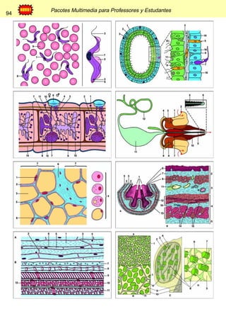 94 Pacotes Multimedia para Professores y Estudantes 
94 
 