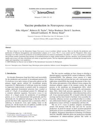 Vaccine production in Neurospora crassa
Silke Allgaier1
, Rebecca D. Taylor1
, Yuliya Brudnaya, David J. Jacobson,
Edward Cambareri, W. Dorsey Stuart*
Neugenesis Corporation, 849 Mitten Road, Suite 102, Burlingame, CA, USA
Received 2 February 2009; accepted 2 February 2009
Abstract
We have chosen to use the ﬁlamentous fungus Neurospora crassa to produce subunit vaccines. Here we describe the production and
puriﬁcation of Inﬂuenza hemagglutinin and neuraminidase antigens in N. crassa. The N. crassa system used by Neugenesis offers many
advantages over other systems for production of recombinant protein. In contrast to mammalian cell culture, N. crassa can be grown in a rapid
and economic manner, generating large amounts of recombinant protein in simple, deﬁned medium. Vaccines, therefore, can be produced more
rapidly and at lower cost than conventional cell culture or egg-based systems. This has important applications to tailoring the seasonal vaccine
supply and responding to new pandemics.
Ó 2009 Published by Elsevier Ltd on behalf of The International Association for Biologicals.
Keywords: Neurospora crassa; Filamentous fungi; Heterologous protein production; Inﬂuenza vaccine; Hemagglutinin; Neuraminidase
1. Introduction
For decades ﬁlamentous fungi have been used successfully
for the production and secretion of recombinant proteins [1].
Trichoderma reesei and a variety of Aspergillus species are the
primary fungal species utilized for recombinant protein
expression [2]. Optimization of wild-type strains has resulted
in impressive improvements in protein yield. In commercial
settings optimized fermentation processes have resulted in
yields of >30 g/L of recombinant protein [3]. Although not
a common industrial organism, Neurospora crassa is our
choice of a fungal system for production of recombinant
protein, as it is well characterized, both genetically and bio-
chemically [4]. An additional advantage is that the N. crassa
genome has been fully sequenced and a community effort is
underway to knock-out every open reading frame in the
genome [5]. All the knock-outs are publicly available via the
Fungal Genetics Stock Center (www.fgsc.net).
The ﬁrst vaccine candidate we have chosen to develop is
directed against a seasonal H1N1 variant of inﬂuenza, (A/New
Caledonia/20/99). The inﬂuenza virion consists of a lipid
bilayer envelope derived from the host cell, viral proteins and
eight minus strand RNAs that encode the genome of the virus.
The surface glycoproteins of the inﬂuenza virion compose the
dominant antigenic targets of the immune system; the main
proteins in the membrane are hemagglutinin (HA), which
facilitates entry of the virion into human cells, and neuramin-
idase (NA), which both prevents aggregation of the virion
within the host cells and facilitates virion infection from cell to
cell. A key structural protein, M1, is located within the virion
envelope and has been found to facilitate virion assembly [6].
Currently, inﬂuenza vaccines are produced either in co-infec-
ted, embryonated chicken eggs [7] or using cell culture based
production in insect cell lines or mammalian cell lines [8].
The use of N. crassa to produce antigenic recombinant
protein will decrease both the time and cost for vaccine
production. As proof of concept, we show secretion and partial
puriﬁcation of active recombinant HA and NA from N. crassa.
In addition, Neugenesis heterokaryon technology (US Patents
5643745, 5683899, 6268140) allows the production of ﬂexible
combinations of subunit-multimer proteins like mAbs or
* Corresponding author. Fax: þ1 650 259 9435.
E-mail address: dstuart@neugenesis.com (W.D. Stuart).
1
First two authors contributed equally to this work.
1045-1056/09/$36.00 Ó 2009 Published by Elsevier Ltd on behalf of The International Association for Biologicals.
doi:10.1016/j.biologicals.2009.02.006
Available online at www.sciencedirect.com
Biologicals 37 (2009) 128e132
www.elsevier.com/locate/biologicals
 