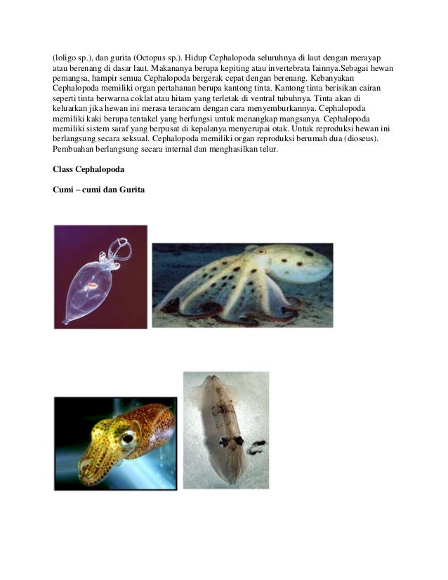 Artikel fhylum mollusca
