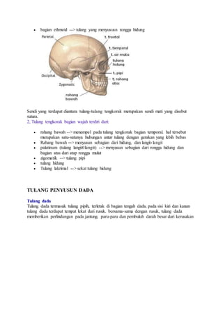  bagian ethmoid --> tulang yang menyususn rongga hidung 
Sendi yang terdapat diantara tulang-tulang tengkorak merupakan sendi mati yang disebut 
sutura. 
2, Tulang tengkorak bagian wajah terdiri dari: 
 rahang bawah --> menempel pada tulang tengkorak bagian temporal. hal tersebut 
merupakan satu-satunya hubungan antar tulang dengan gerakan yang lebih bebas 
 Rahang bawah --> menyusun sebagian dari hidung, dan langit- langit 
 palatinum (tulang langit0langit) --> menyusun sebagian dari rongga hidung dan 
bagian atas dari atap rongga mulut 
 zigomatik --> tulang pipi 
 tulang hidung 
 Tulang lakrimal --> sekat tulang hidung 
TULANG PENYUSUN DADA 
Tulang dada 
Tulang dada termasuk tulang pipih, terletak di bagian tengah dada. pada sisi kiri dan kanan 
tulang dada terdapat tempat lekat dari rusuk. bersama-sama dengan rusuk, tulang dada 
memberikan perlindungan pada jantung, paru-paru dan pembuluh darah besar dari kerusakan 
 