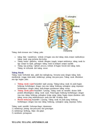 Tulang dada tersusun atas 3 tulang yaitu: 
 tulang hulu / manubrium. terletak di bagian atas dari tulang dada, tempat melekatknya 
tulang rusuk yang pertama dan kedua 
 Tulang badan / gladiolus, terletak dibagian tengah, tempat melekatnya tulang rusuk ke 
tiga sampai ke tujuh, gabungan tulang rusuk ke delapan sampai sepuluh. 
 Tulang taju pedang / xiphoid process, terletak di bagian bawah dari tulang dada. 
Tulang ini terbentuk dari tulang rawan 
Tulang Rusuk 
Tulang rusuk berbentuk tipis, pipih dan melengkung. bersama-sama dengan tulang dada 
membentuk rongga dada untuk melindungi jantung dan paru-paru. Tulang rusuk dibedakan 
atas tiga bagian yaitu: 
 Tulang rusuk sejati berjumlah tujuh pasang. Tulang-tulang rusuk ini pada bagian 
belakang berhubungan dengan ruas-ruas tulang belakang sedangkan ujung depannya 
berhubungan dengan tulang dada dengan perantaraan tulang rawan 
 Tulang rusuk palsu berjumlah 3 pasang. Tulang rusuk ini memiliki ukuran lebih 
pendek dibandingkan tulang rusuk sejati. Pada bagian belakang berhubungan dengan 
ruas-ruas tulang belakang sedangkan ketiga ujung tulang bagian depan disatukan oleh 
tulang rawan yang melekatkannya pada satu titik di tulang dada 
 Rusuk melayang berjumlah 2 pasang. Tulang rusuk ini pada ujung belakang 
berhubungan dengan ruas-ruas tulang belakang, sedangkan ujung depannya bebas. 
Tulang rusuk memiliki beberapa fungsi diantaranya 
1). melindungi jantung dan paru-paru dari goncangan. 
2). melindungi lambung, limpa dan ginjal. 
3). membantu pernapasan. 
TULANG TULANG APENDIKULAR 
 