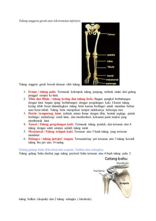 Tulang anggota gerak atas (ekstremitas inferior) 
Tulang anggota gerak bawah disusun oleh tulang: 
1. Femur / tulang paha. Termasuk kelompok tulang panjang, terletak mulai dari gelang 
panggul sampai ke lutut. 
2. Tibia dan fibula / tulang kering dan tulang betis. Bagian pangkal berhubungan 
dengan lutut bagian ujung berhubungan dengan pergelangan kaki. Ukuran tulang 
kering lebih besar dinandingkan tulang betis karena berfungsi untuk menahan beban 
atau berat tubuh. Tulang betis merupakan tempat melekatnya beberapa otot 
3. Patela / tempurung lutut. terletak antara femur dengan tibia, bentuk segitiga. patela 
berfungsi melindungi sendi lutut, dan memberikan kekuatan pada tendon yang 
membentuk lutut 
4. Tarsal / Tulang pergelangan kaki. Termasuk tulang pendek, dan tersusun atas 8 
tulang dengan salah satunya adalah tulang tumit. 
5. Metatarsal / Tulang telapak kaki. Tersusun atas 5 buah tulang yang tersesun 
mendatar. 
6. Palanges / tulang jari-jari tangan. Tersusunetiap jari tersusun atas 3 tulang kecuali 
tulang ibu jari atas 14 tualng. 
Tulang gelang bahu (klavikula dan scapula / belikat dan selangka) 
Tulang gelang bahu disebut juga tulang pectoral bahu tersusun atas 4 buah tulang yaitu 2 
tulang belikat (skapula) dan 2 tulang selangka ( klavikula). 
 