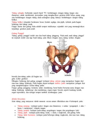 Tulang selangka berbentuk seperti huruf "S", berhubungan dengan tulang lengan atas 
(humerus) untuk membentuk persendian yang menghasilkan gerakan lebih bebas, ujung yang 
satu berhubungan dengan tulang dada sedangkan ujung lainnya berhubungan dengan tulang 
belikat. 
Tulang belikat (skapula) berukuran besar, bentuk segitiga dan pipih, terletak pada bagian 
belakang dari tulang rusuk. 
Fungsi utama dari gelang bahu adalah tempat melekatnya sejumlah otot yang memungkinkan 
terjadinya gerakan pada sendi 
Gelang Panggul 
Tulang gelang panggul terdiri atas dua buah tulang pinggung. Pada anak anak tulang pinggul 
ini terpisah terdiri atas tiga buah tulang yaitu illium (bagian atas), tulang ischiun (bagian 
bawah) dan tulang pubis (di bagian ten 
gah). (Lihat gambar) 
Dibagian belakang dari gelang panggul terdapat tulang sakrum yang merupakan bagian dari 
ruas-ruas tulang belakang. Pada bagian depan terdapat simfisis pubis merupakan jaringan ikat 
yang menghubungkan kedua tulang pubis. 
Fungsi gelang panggung terutama untuk mendukung berat badan bersama-sama dengan ruas 
tulang belakang. melindungi dan mendukung organ-organ bawah, seperti kandung kemih, 
organ reproduksi, dan sebagai tempat tumbuh kembangnya janin. 
JENIS TULANG 
Jenis tulang yang menyusun tubuh manusia secara umum dibedakan atas 4 kelompok yaitu: 
 Tulang panjang : terdapat pada t. lengan atas (humerus), t. radius / pengumpil, t. ulna / 
hasta, t. metakarpal / telapak tangan 
 Tulang pendek: terdapat pada tulang pergelangan tangan dan pergelangan kaki 
 Tulang pipih : terdapat pada tulang rusuk, t. dada, t. tengkorak, dan gelang bahu 
 Tulang tidak beraturan: terdapat pada beberapa tulang tengkorak, dan ruas-ruas tulang 
belakang. 
 