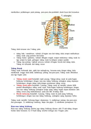 memberikan perlindungan pada jantung, paru-paru dan pembuluh darah besar dari kerusakan 
Tulang dada tersusun atas 3 tulang yaitu: 
 tulang hulu / manubrium. terletak di bagian atas dari tulang dada, tempat melekatknya 
tulang rusuk yang pertama dan kedua 
 Tulang badan / gladiolus, terletak dibagian tengah, tempat melekatnya tulang rusuk ke 
tiga sampai ke tujuh, gabungan tulang rusuk ke delapan sampai sepuluh. 
 Tulang taju pedang / xiphoid process, terletak di bagian bawah dari tulang dada. 
Tulang ini terbentuk dari tulang rawan 
Tulang Rusuk 
Tulang rusuk berbentuk tipis, pipih dan melengkung. bersama-sama dengan tulang dada 
membentuk rongga dada untuk melindungi jantung dan paru-paru. Tulang rusuk dibedakan 
atas tiga bagian yaitu: 
 Tulang rusuk sejati berjumlah tujuh pasang. Tulang-tulang rusuk ini pada bagian 
belakang berhubungan dengan ruas-ruas tulang belakang sedangkan ujung depannya 
berhubungan dengan tulang dada dengan perantaraan tulang rawan 
 Tulang rusuk palsu berjumlah 3 pasang. Tulang rusuk ini memiliki ukuran lebih 
pendek dibandingkan tulang rusuk sejati. Pada bagian belakang berhubungan dengan 
ruas-ruas tulang belakang sedangkan ketiga ujung tulang bagian depan disatukan oleh 
tulang rawan yang melekatkannya pada satu titik di tulang dada 
 Rusuk melayang berjumlah 2 pasang. Tulang rusuk ini pada ujung belakang 
berhubungan dengan ruas-ruas tulang belakang, sedangkan ujung depannya bebas. 
Tulang rusuk memiliki beberapa fungsi diantaranya 1). melindungi jantung dan paru-paru 
dari goncangan. 2). melindungi lambung, limpa dan ginjal. 3). membantu pernapasan. 4). 
Ruas-ruas tulang belakang 
Ruas-ruas tulang belakang disebut juga tulang belakang disusun oleh 33 uah tulang dengan 
bentuk tidak beraturan. ke 33 buah tulang tersebut terbagai atas 5 bagian yaitu: 
 