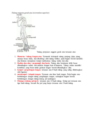 Tulang anggota gerak atas (extremitas superior) 
Tulang penyusun anggota gerak atas tersusun atas: 
1. Humerus / tulang lengan atas. Termasuk kelompok tulang panjang /pipa, ujung 
atasnya besar, halus, dan dikelilingi oleh tulang belikat. pada bagian bawah memiliki 
dua lekukan merupakan tempat melekatnya tulang radius dan ulna 
2. Radius dan ulna / pengumpil dan hasta. Tulang ulna berukuran lebih besar 
dibandingkan radius, dan melekat dengan kuat di humerus. Tulang radius memiliki 
kontribusi yang besar untuk gerakan lengan bawah dibandingkan ulna. 
3. karpal / pergelangan tangan. tersusun atas 8 buah tulang yang saling dihubungkan 
oleh ligamen 
4. metakarpal / telapak tangan. Tersusun atas lima buah tangan. Pada bagian atas 
berhubungan dengan tulang pergelangan tangan, sedangkan bagian bawah 
berhubungan dengan tulang-tulang jari (palanges) 
5. Palanges (tulang jari-jari). tersusun atas 14 buah tulang. Setiap jari tersusun atas 
tiga buah tulang, kecuali ibu jari yang hanya tersusun atas 2 buah tulang. 
 