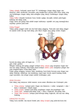 Tulang selangka berbentuk seperti huruf "S", berhubungan dengan tulang lengan atas 
(humerus) untuk membentuk persendian yang menghasilkan gerakan lebih bebas, ujung yang 
satu berhubungan dengan tulang dada sedangkan ujung lainnya berhubungan dengan tulang 
belikat. 
Tulang belikat (skapula) berukuran besar, bentuk segitiga dan pipih, terletak pada bagian 
belakang dari tulang rusuk. 
Fungsi utama dari gelang bahu adalah tempat melekatnya sejumlah otot yang memungkinkan 
terjadinya gerakan pada sendi 
Gelang Panggul 
Tulang gelang panggul terdiri atas dua buah tulang pinggung. Pada anak anak tulang pinggul 
ini terpisah terdiri atas tiga buah tulang yaitu illium (bagian atas), tulang ischiun (bagian 
bawah) dan tulang pubis (di bagian ten 
gah). (Lihat gambar) 
Dibagian belakang dari gelang panggul terdapat tulang sakrum yang merupakan bagian dari 
ruas-ruas tulang belakang. Pada bagian depan terdapat simfisis pubis merupakan jaringan ikat 
yang menghubungkan kedua tulang pubis. 
Fungsi gelang panggung terutama untuk mendukung berat badan bersama-sama dengan ruas 
tulang belakang. melindungi dan mendukung organ-organ bawah, seperti kandung kemih, 
organ reproduksi, dan sebagai tempat tumbuh kembangnya janin. 
JENIS TULANG 
Jenis tulang yang menyusun tubuh manusia secara umum dibedakan atas 4 kelompok yaitu: 
 Tulang panjang : terdapat pada t. lengan atas (humerus), t. radius / pengumpil, t. ulna / 
hasta, t. metakarpal / telapak tangan 
 Tulang pendek: terdapat pada tulang pergelangan tangan dan pergelangan kaki 
 Tulang pipih : terdapat pada tulang rusuk, t. dada, t. tengkorak, dan gelang bahu 
 Tulang tidak beraturan: terdapat pada beberapa tulang tengkorak, dan ruas-ruas tulang 
belakang. 
STRUKTUR TULANG 
Tulang keras memiliki dua macam bentuk yaitu tulang kompak yang padat dan keras dan 
 