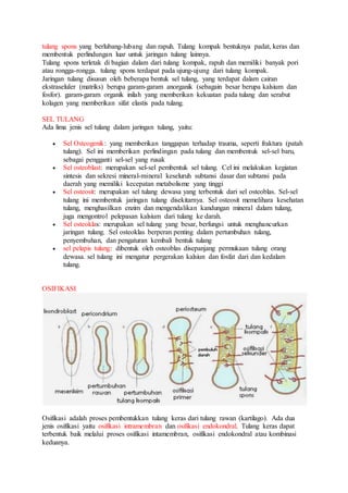 tulang spons yang berlubang-lubang dan rapuh. Tulang kompak bentuknya padat, keras dan 
membentuk perlindungan luar untuk jaringan tulang lainnya. 
Tulang spons terletak di bagian dalam dari tulang kompak, rapuh dan memiliki banyak pori 
atau rongga-rongga. tulang spons terdapat pada ujung-ujung dari tulang kompak. 
Jaringan tulang disusun oleh beberapa bentuk sel tulang, yang terdapat dalam cairan 
ekstraseluler (matriks) berupa garam-garam anorganik (sebagain besar berupa kalsium dan 
fosfor). garam-garam organik inilah yang memberikan kekuatan pada tulang dan serabut 
kolagen yang memberikan sifat elastis pada tulang. 
SEL TULANG 
Ada lima jenis sel tulang dalam jaringan tulang, yaitu: 
 Sel Osteogenik: yang memberikan tanggapan terhadap trauma, seperti fraktura (patah 
tulang). Sel ini memberikan perlindingan pada tulang dan membentuk sel-sel baru, 
sebagai pengganti sel-sel yang rusak 
 Sel osteoblast: merupakan sel-sel pembentuk sel tulang. Cel ini melakukan kegiatan 
sintesis dan sekresi mineral-mineral keseluruh subtansi dasar dan subtansi pada 
daerah yang memiliki kecepatan metabolisme yang tinggi 
 Sel osteosit: merupakan sel tulang dewasa yang terbentuk dari sel osteoblas. Sel-sel 
tulang ini membentuk jaringan tulang disekitarnya. Sel osteosit memelihara kesehatan 
tulang, menghasilkan enzim dan mengendalikan kandungan mineral dalam tulang, 
juga mengontrol pelepasan kalsium dari tulang ke darah. 
 Sel osteoklas: merupakan sel tulang yang besar, berfungsi untuk menghancurkan 
jaringan tulang. Sel osteoklas berperan penting dalam pertumbuhan tulang, 
penyembuhan, dan pengaturan kembali bentuk tulang 
 sel pelapis tulang: dibentuk oleh osteoblas disepanjang permukaan tulang orang 
dewasa. sel tulang ini mengatur pergerakan kalsiun dan fosfat dari dan kedalam 
tulang. 
OSIFIKASI 
Osifikasi adalah proses pembentukkan tulang keras dari tulang rawan (kartilago). Ada dua 
jenis osifikasi yaitu osifikasi intramembran dan osifikasi endokondral. Tulang keras dapat 
terbentuk baik melalui proses osifikasi intamembran, osifikasi endokondral atau kombinasi 
keduanya. 
 