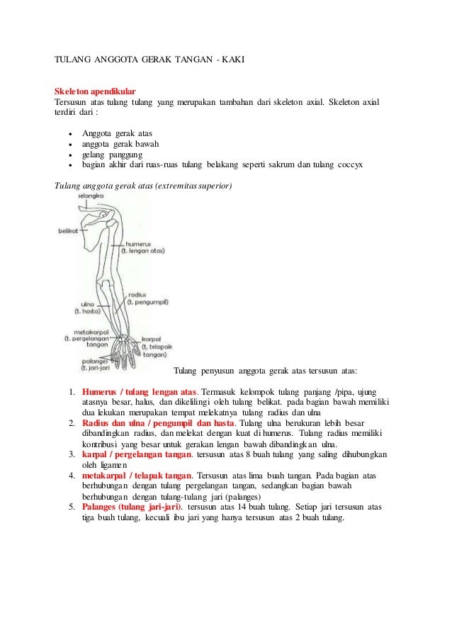 Artikel tulang dan sendi