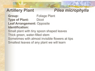 Artillery Plant	  		Pileamicrophylla Group:		Foliage Plant Type of Plant:	Dicot Leaf Arrangement: Opposite Identification: Small plant with tiny spoon shaped leaves Thick green, water-filled stem Sometimes with almost invisible flowers at tips Smallest leaves of any plant we will learn 