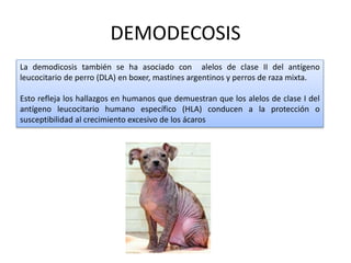 DEMODECOSIS
La demodicosis también se ha asociado con alelos de clase II del antígeno
leucocitario de perro (DLA) en boxer, mastines argentinos y perros de raza mixta.
Esto refleja los hallazgos en humanos que demuestran que los alelos de clase I del
antígeno leucocitario humano específico (HLA) conducen a la protección o
susceptibilidad al crecimiento excesivo de los ácaros
 