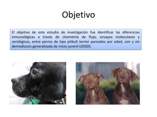 Objetivo
El objetivo de este estudio de investigación fue identificar las diferencias
inmunológicas a través de citometría de flujo, ensayos moleculares y
serológicos, entre perros de tipo pitbull terrier pareados por edad, con y sin
demodicosis generalizada de inicio juvenil (JOGD).
 