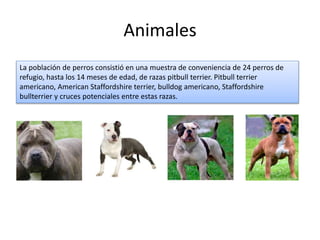 Animales
La población de perros consistió en una muestra de conveniencia de 24 perros de
refugio, hasta los 14 meses de edad, de razas pitbull terrier. Pitbull terrier
americano, American Staffordshire terrier, bulldog americano, Staffordshire
bullterrier y cruces potenciales entre estas razas.
 