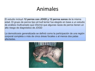 Animales
El estudio incluyó 12 perros con JOGD y 12 perros sanos de la misma
edad. El grupo de perros tipo pit bull terrier fue elegido en base a un estudio
de análisis multivariado que informó que algunas razas de perros tienen un
alto riesgo de diagnóstico de JOGD
La demodicosis generalizada se definió como la participación de una región
corporal completa o más de cinco áreas focales o al menos dos patas
afectadas.
 