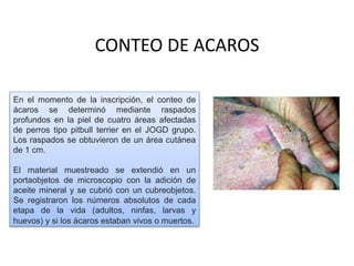 CONTEO DE ACAROS
En el momento de la inscripción, el conteo de
ácaros se determinó mediante raspados
profundos en la piel de cuatro áreas afectadas
de perros tipo pitbull terrier en el JOGD grupo.
Los raspados se obtuvieron de un área cutánea
de 1 cm.
El material muestreado se extendió en un
portaobjetos de microscopio con la adición de
aceite mineral y se cubrió con un cubreobjetos.
Se registraron los números absolutos de cada
etapa de la vida (adultos, ninfas, larvas y
huevos) y si los ácaros estaban vivos o muertos.
 