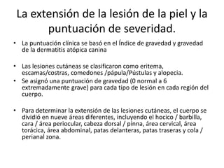 La extensión de la lesión de la piel y la
puntuación de severidad.
• La puntuación clínica se basó en el Índice de gravedad y gravedad
de la dermatitis atópica canina
• Las lesiones cutáneas se clasificaron como eritema,
escamas/costras, comedones /pápula/Pústulas y alopecia.
• Se asignó una puntuación de gravedad (0 normal a 6
extremadamente grave) para cada tipo de lesión en cada región del
cuerpo.
• Para determinar la extensión de las lesiones cutáneas, el cuerpo se
dividió en nueve áreas diferentes, incluyendo el hocico / barbilla,
cara / área periocular, cabeza dorsal / pinna, área cervical, área
torácica, área abdominal, patas delanteras, patas traseras y cola /
perianal zona.
 