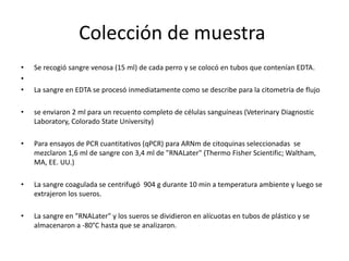 Colección de muestra
• Se recogió sangre venosa (15 ml) de cada perro y se colocó en tubos que contenían EDTA.
•
• La sangre en EDTA se procesó inmediatamente como se describe para la citometría de flujo
• se enviaron 2 ml para un recuento completo de células sanguíneas (Veterinary Diagnostic
Laboratory, Colorado State University)
• Para ensayos de PCR cuantitativos (qPCR) para ARNm de citoquinas seleccionadas se
mezclaron 1,6 ml de sangre con 3,4 ml de "RNALater" (Thermo Fisher Scientific; Waltham,
MA, EE. UU.)
• La sangre coagulada se centrifugó 904 g durante 10 min a temperatura ambiente y luego se
extrajeron los sueros.
• La sangre en "RNALater" y los sueros se dividieron en alícuotas en tubos de plástico y se
almacenaron a -80°C hasta que se analizaron.
 
